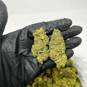 Apple Fritter strain TRĒ House premium cannabis flower, buy Apple Fritter strain online TRĒ House, TRĒ House Apple Fritter weed strain for sale, premium hybrid cannabis Apple Fritter TRĒ House, Apple Fritter cannabis flower high quality TRĒ House, order Apple Fritter weed online TRĒ House, Apple Fritter strain top cannabis product TRĒ House, buy premium weed strain Apple Fritter TRĒ House, Apple Fritter cannabis buds close up TRĒ House, Apple Fritter hybrid weed strain online TRĒ House, best Apple Fritter strain to buy TRĒ House, Apple Fritter strain online cannabis shop TRĒ House, Apple Fritter premium weed flower TRĒ House, buy hybrid cannabis Apple Fritter online TRĒ House, Apple Fritter strain for sale online TRĒ House, Apple Fritter cannabis product listing TRĒ House, Apple Fritter strain high demand weed TRĒ House, Apple Fritter premium cannabis selection TRĒ House, Apple Fritter strain ecommerce product TRĒ House, Apple Fritter cannabis flower for buyers TRĒ House, Apple Fritter strain top weed strain online TRĒ House, Apple Fritter hybrid cannabis product page TRĒ House, Apple Fritter cannabis strain shop online TRĒ House, Apple Fritter weed strain popular choice TRĒ House, Apple Fritter premium weed strain for sale TRĒ House, Apple Fritter cannabis buds detailed view TRĒ House, Apple Fritter hybrid strain buy online TRĒ House, Apple Fritter weed strain product image TRĒ House, Apple Fritter cannabis strain listing online TRĒ House, Apple Fritter premium cannabis flower shop TRĒ House, Apple Fritter strain trusted weed product TRĒ House, Apple Fritter cannabis flower high demand TRĒ House, Apple Fritter hybrid weed strain premium TRĒ House, Apple Fritter cannabis strain buy now TRĒ House, Apple Fritter weed strain ecommerce listing TRĒ House, Apple Fritter premium cannabis buds online TRĒ House, Apple Fritter hybrid cannabis strain top rated TRĒ House, Apple Fritter cannabis flower online store TRĒ House, Apple Fritter weed strain product showcase TRĒ House, Apple Fritter cannabis strain best seller TRĒ House, Apple Fritter premium weed online shop TRĒ House, Apple Fritter hybrid cannabis buds for sale TRĒ House, Apple Fritter cannabis strain order online TRĒ House, Apple Fritter weed strain top demand product TRĒ House, Apple Fritter premium cannabis flower listing TRĒ House, Apple Fritter hybrid strain popular weed TRĒ House, Apple Fritter cannabis buds online purchase TRĒ House, Apple Fritter weed strain high quality flower TRĒ House, Apple Fritter cannabis product premium listing TRĒ House, Apple Fritter hybrid weed strain best seller TRĒ House, Apple Fritter cannabis flower shop online TRĒ House, Apple Fritter premium weed strain ecommerce TRĒ House, Apple Fritter cannabis strain product display TRĒ House, Apple Fritter hybrid weed strain for buyers TRĒ House, Apple Fritter cannabis buds premium quality TRĒ House, Apple Fritter strain cannabis online store TRĒ House, Apple Fritter weed strain product catalog TRĒ House, Apple Fritter cannabis strain purchase online TRĒ House, Apple Fritter premium hybrid weed strain TRĒ House, Apple Fritter cannabis flower top selection TRĒ House, Apple Fritter weed strain strong demand TRĒ House, Apple Fritter cannabis product online shop TRĒ House, Apple Fritter hybrid cannabis strain listing TRĒ House, Apple Fritter weed strain premium product page TRĒ House, Apple Fritter cannabis buds online shop TRĒ House, Apple Fritter strain high quality cannabis TRĒ House, Apple Fritter weed strain online purchase TRĒ House, Apple Fritter cannabis flower product image TRĒ House, Apple Fritter premium cannabis strain listing TRĒ House, Apple Fritter hybrid weed strain top choice TRĒ House, Apple Fritter cannabis buds ecommerce store TRĒ House, Apple Fritter weed strain trusted product TRĒ House, Apple Fritter cannabis strain premium quality TRĒ House, Apple Fritter hybrid weed strain online store TRĒ House, buy Apple Fritter weed online TRĒ House, premium Apple Fritter cannabis flower TRĒ House for sale, Apple Fritter strain buy online USA TRĒ House, order Apple Fritter weed online TRĒ House, best hybrid cannabis strain Apple Fritter TRĒ House, Apple Fritter cannabis flower near me TRĒ House, top shelf Apple Fritter strain online TRĒ House, high quality Apple Fritter weed for sale TRĒ House, Apple Fritter strain premium cannabis flower, buy Apple Fritter strain online, Apple Fritter weed strain for sale, premium hybrid cannabis Apple Fritter, Apple Fritter cannabis flower high quality, order Apple Fritter weed online, Apple Fritter strain top cannabis product, buy premium weed strain Apple Fritter, Apple Fritter cannabis buds close up, Apple Fritter hybrid weed strain online, best Apple Fritter strain to buy, Apple Fritter strain online cannabis shop, Apple Fritter premium weed flower, buy hybrid cannabis Apple Fritter online, Apple Fritter strain for sale online, Apple Fritter cannabis product listing, Apple Fritter strain high demand weed, Apple Fritter premium cannabis selection, Apple Fritter strain ecommerce product, Apple Fritter cannabis flower for buyers, Apple Fritter strain top weed strain online, Apple Fritter hybrid cannabis product page, Apple Fritter cannabis strain shop online, Apple Fritter weed strain popular choice, Apple Fritter premium weed strain for sale, Apple Fritter cannabis buds detailed view, Apple Fritter hybrid strain buy online, Apple Fritter weed strain product image, Apple Fritter cannabis strain listing online, Apple Fritter premium cannabis flower shop, Apple Fritter strain trusted weed product, Apple Fritter cannabis flower high demand, Apple Fritter hybrid weed strain premium, Apple Fritter cannabis strain buy now, Apple Fritter weed strain ecommerce listing, Apple Fritter premium cannabis buds online, Apple Fritter hybrid cannabis strain top rated, Apple Fritter cannabis flower online store, Apple Fritter weed strain product showcase, Apple Fritter cannabis strain best seller, Apple Fritter premium weed online shop, Apple Fritter hybrid cannabis buds for sale, Apple Fritter cannabis strain order online, Apple Fritter weed strain top demand product, Apple Fritter premium cannabis flower listing, Apple Fritter hybrid strain popular weed, Apple Fritter cannabis buds online purchase, Apple Fritter weed strain high quality flower, Apple Fritter cannabis product premium listing, Apple Fritter hybrid weed strain best seller, Apple Fritter cannabis flower shop online, Apple Fritter premium weed strain ecommerce, Apple Fritter cannabis strain product display, Apple Fritter hybrid weed strain for buyers, Apple Fritter cannabis buds premium quality, Apple Fritter strain cannabis online store, Apple Fritter weed strain product catalog, Apple Fritter cannabis strain purchase online, Apple Fritter premium hybrid weed strain, Apple Fritter cannabis flower top selection, Apple Fritter weed strain strong demand, Apple Fritter cannabis product online shop, Apple Fritter hybrid cannabis strain listing, Apple Fritter weed strain premium product page, Apple Fritter cannabis buds online shop, Apple Fritter strain high quality cannabis, Apple Fritter weed strain online purchase, Apple Fritter cannabis flower product image, Apple Fritter premium cannabis strain listing, Apple Fritter hybrid weed strain top choice, Apple Fritter cannabis buds ecommerce store, Apple Fritter weed strain trusted product, Apple Fritter cannabis strain premium quality, Apple Fritter hybrid weed strain online store, buy cannabis strains online, weed strains for sale online, premium cannabis strains TRĒ House, indica cannabis strains menu, sativa cannabis strains selection, hybrid cannabis strains collection, buy indica weed online, buy sativa weed online, buy hybrid cannabis strains online, best cannabis strains online, top weed strains for sale, TRĒ House cannabis menu, cannabis flower strains online, high quality weed strains, popular cannabis strains online, Northern Lights cannabis strain, Gelato Cake weed strain, GMO Cookies cannabis strain, Skywalker OG weed strain, White Tahoe Cookies strain, 9lb Hammer cannabis strain, Wedding Cake weed strain, Granddaddy Purp cannabis strain, Hindu Kush weed strain, Critical Kush cannabis strain, Pineapple Express weed strain, Purple Haze cannabis strain, Jack Herer weed strain, Durban Poison cannabis strain, Strawberry Cough weed strain, Sour Diesel cannabis strain, Green Crack weed strain, Super Silver Haze cannabis strain, Amnesia Haze weed strain, Lemon Haze cannabis strain, Trainwreck weed strain, Tangerine Dream cannabis strain, Runtz cannabis strain, Candyland weed strain, Gorilla Glue cannabis strain, Cherry Pie weed strain, Oreoz cannabis strain, Sundae Driver weed strain, Slurricane cannabis strain, Gushers cannabis strain, Mimosa cannabis strain, Skunk #1 weed strain, Permanent Marker cannabis strain, Bruce Banner #3 weed strain, Blue Gelato 41 cannabis strain, White Widow weed strain, OG Kush cannabis strain, Chiquita Banana weed strain, Orange Sherbet cannabis strain, premium weed menu online, buy weed strains online TRĒ House, cannabis products for sale online, shop cannabis strains online, best indica strains online, best sativa strains online, best hybrid cannabis strains online, top cannabis products online, high demand weed strains, buy cannabis flower online, cannabis strains collection TRĒ House, legal cannabis products online, trusted cannabis store online, cannabis strain variety online, buy premium weed online, cannabis strains marketplace, weed strains catalog online, buy top weed strains online, online cannabis shop TRĒ House, cannabis strains selection online, premium cannabis flower selection, buy cannabis products TRĒ House, best weed strains for beginners, high quality cannabis flower online, cannabis strains ecommerce store,