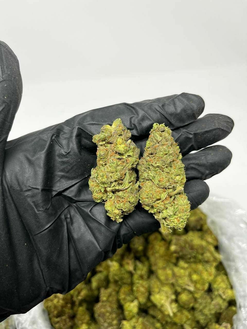 buy cannabis strains online, weed strains for sale online, premium cannabis strains TRĒ House, indica cannabis strains menu, sativa cannabis strains selection, hybrid cannabis strains collection, buy indica weed online, buy sativa weed online, buy hybrid cannabis strains online, best cannabis strains online, top weed strains for sale, TRĒ House cannabis menu, cannabis flower strains online, high quality weed strains, popular cannabis strains online, Northern Lights cannabis strain, Gelato Cake weed strain, GMO Cookies cannabis strain, Skywalker OG weed strain, White Tahoe Cookies strain, 9lb Hammer cannabis strain, Wedding Cake weed strain, Granddaddy Purp cannabis strain, Hindu Kush weed strain, Critical Kush cannabis strain, Pineapple Express weed strain, Purple Haze cannabis strain, Jack Herer weed strain, Durban Poison cannabis strain, Strawberry Cough weed strain, Sour Diesel cannabis strain, Green Crack weed strain, Super Silver Haze cannabis strain, Amnesia Haze weed strain, Lemon Haze cannabis strain, Trainwreck weed strain, Tangerine Dream cannabis strain, Runtz cannabis strain, Candyland weed strain, Gorilla Glue cannabis strain, Cherry Pie weed strain, Oreoz cannabis strain, Sundae Driver weed strain, Slurricane cannabis strain, Gushers cannabis strain, Mimosa cannabis strain, Skunk #1 weed strain, Permanent Marker cannabis strain, Bruce Banner #3 weed strain, Blue Gelato 41 cannabis strain, White Widow weed strain, OG Kush cannabis strain, Chiquita Banana weed strain, Orange Sherbet cannabis strain, premium weed menu online, buy weed strains online TRĒ House, cannabis products for sale online, shop cannabis strains online, best indica strains online, best sativa strains online, best hybrid cannabis strains online, top cannabis products online, high demand weed strains, buy cannabis flower online, cannabis strains collection TRĒ House, legal cannabis products online, trusted cannabis store online, cannabis strain variety online, buy premium weed online, cannabis strains marketplace, weed strains catalog online, buy top weed strains online, online cannabis shop TRĒ House, cannabis strains selection online, premium cannabis flower selection, buy cannabis products TRĒ House, best weed strains for beginners, high quality cannabis flower online, cannabis strains ecommerce store,