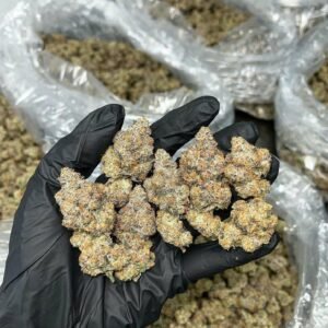 TRĒ House USA premium cannabis flower, TRĒ House USA exotic cannabis strains, TRĒ House USA indoor weed strains, buy cannabis online TRĒ House USA, TRĒ House USA dispensary online USA, TRĒ House USA weed delivery USA, TRĒ House USA discreet cannabis shipping, TRĒ House USA bulk weed deals, TRĒ House USA ounce weed deals, TRĒ House USA pound cannabis deals, TRĒ House USA indica cannabis strains, TRĒ House USA sativa cannabis strains, TRĒ House USA hybrid cannabis strains, TRĒ House USA OG Kush cannabis, TRĒ House USA Gelato cannabis strain, TRĒ House USA Pineapple Express weed, TRĒ House USA Northern Lights strain, TRĒ House USA Sour Diesel strain, TRĒ House USA Gorilla Glue cannabis, TRĒ House USA Diamond OG strain, TRĒ House USA Gas OG cannabis, TRĒ House USA Gary Payton strain, TRĒ House USA Bubblegum cannabis strain, TRĒ House USA Tangerine Dream strain, TRĒ House USA Strawberry Cake strain, TRĒ House USA BlackBerry Gelato strain, TRĒ House USA premium weed buds, TRĒ House USA high potency cannabis, TRĒ House USA top shelf marijuana, TRĒ House USA lab tested weed, TRĒ House USA organic cannabis products, TRĒ House USA THC vape cartridges, TRĒ House USA disposable weed vapes, TRĒ House USA live resin vape carts, TRĒ House USA delta 8 vape cartridges, TRĒ House USA delta 9 THC vapes, TRĒ House USA cannabis vape pens, TRĒ House USA THC gummies, TRĒ House USA cannabis edibles gummies, TRĒ House USA infused edibles, TRĒ House USA THC chocolate edibles, TRĒ House USA cannabis concentrates, TRĒ House USA wax dabs, TRĒ House USA shatter concentrates, TRĒ House USA live resin concentrates, TRĒ House USA rosin cannabis extract, TRĒ House USA CBD products, TRĒ House USA CBD oil tinctures, TRĒ House USA CBD gummies, TRĒ House USA hemp derived THC products, TRĒ House USA cannabis pre rolls, TRĒ House USA infused pre rolls, TRĒ House USA moonrocks cannabis, TRĒ House USA cannabis accessories, TRĒ House USA rolling papers, TRĒ House USA weed grinders, TRĒ House USA glass bongs, TRĒ House USA weed pipes, TRĒ House USA cannabis lifestyle products, TRĒ House USA premium cannabis packaging, TRĒ House USA weed jars packaging, TRĒ House USA cannabis product range, TRĒ House USA online weed shop USA, TRĒ House USA best cannabis online store, TRĒ House USA trusted weed supplier USA, TRĒ House USA affordable cannabis products, TRĒ House USA high quality marijuana USA, TRĒ House USA fast weed shipping USA, TRĒ House USA discreet weed packaging USA, TRĒ House USA cannabis deals online USA, TRĒ House USA buy THC products online USA, Gary Payton strain TRĒ House premium cannabis flower, buy Gary Payton strain online TRĒ House, TRĒ House Gary Payton weed strain for sale, premium hybrid cannabis Gary Payton TRĒ House, Gary Payton cannabis flower high quality TRĒ House, order Gary Payton weed online TRĒ House, Gary Payton strain top cannabis product TRĒ House, buy premium weed strain Gary Payton TRĒ House, Gary Payton cannabis buds close up TRĒ House, Gary Payton hybrid weed strain online TRĒ House, best Gary Payton strain to buy TRĒ House, Gary Payton strain online cannabis shop TRĒ House, Gary Payton premium weed flower TRĒ House, buy hybrid cannabis Gary Payton online TRĒ House, Gary Payton strain for sale online TRĒ House, Gary Payton cannabis product listing TRĒ House, Gary Payton strain high demand weed TRĒ House, Gary Payton premium cannabis selection TRĒ House, Gary Payton strain ecommerce product TRĒ House, Gary Payton cannabis flower for buyers TRĒ House, Gary Payton strain top weed strain online TRĒ House, Gary Payton hybrid cannabis product page TRĒ House, Gary Payton cannabis strain shop online TRĒ House, Gary Payton weed strain popular choice TRĒ House, Gary Payton premium weed strain for sale TRĒ House, Gary Payton cannabis buds detailed view TRĒ House, Gary Payton hybrid strain buy online TRĒ House, Gary Payton weed strain product image TRĒ House, Gary Payton cannabis strain listing online TRĒ House, Gary Payton premium cannabis flower shop TRĒ House, Gary Payton strain trusted weed product TRĒ House, Gary Payton cannabis flower high demand TRĒ House, Gary Payton hybrid weed strain premium TRĒ House, Gary Payton cannabis strain buy now TRĒ House, Gary Payton weed strain ecommerce listing TRĒ House, Gary Payton premium cannabis buds online TRĒ House, Gary Payton hybrid cannabis strain top rated TRĒ House, Gary Payton cannabis flower online store TRĒ House, Gary Payton weed strain product showcase TRĒ House, Gary Payton cannabis strain best seller TRĒ House, Gary Payton premium weed online shop TRĒ House, Gary Payton hybrid cannabis buds for sale TRĒ House, Gary Payton cannabis strain order online TRĒ House, Gary Payton weed strain top demand product TRĒ House, Gary Payton premium cannabis flower listing TRĒ House, Gary Payton hybrid strain popular weed TRĒ House, Gary Payton cannabis buds online purchase TRĒ House, Gary Payton weed strain high quality flower TRĒ House, Gary Payton cannabis product premium listing TRĒ House, Gary Payton hybrid weed strain best seller TRĒ House, Gary Payton cannabis flower shop online TRĒ House, Gary Payton premium weed strain ecommerce TRĒ House, Gary Payton cannabis strain product display TRĒ House, Gary Payton hybrid weed strain for buyers TRĒ House, Gary Payton cannabis buds premium quality TRĒ House, Gary Payton strain cannabis online store TRĒ House, Gary Payton weed strain product catalog TRĒ House, Gary Payton cannabis strain purchase online TRĒ House, Gary Payton premium hybrid weed strain TRĒ House, Gary Payton cannabis flower top selection TRĒ House, Gary Payton weed strain strong demand TRĒ House, Gary Payton cannabis product online shop TRĒ House, Gary Payton hybrid cannabis strain listing TRĒ House, Gary Payton weed strain premium product page TRĒ House, Gary Payton cannabis buds online shop TRĒ House, Gary Payton strain high quality cannabis TRĒ House, Gary Payton weed strain online purchase TRĒ House, Gary Payton cannabis flower product image TRĒ House, Gary Payton premium cannabis strain listing TRĒ House, Gary Payton hybrid weed strain top choice TRĒ House, Gary Payton cannabis buds ecommerce store TRĒ House, Gary Payton weed strain trusted product TRĒ House, Gary Payton cannabis strain premium quality TRĒ House, Gary Payton hybrid weed strain online store TRĒ House,