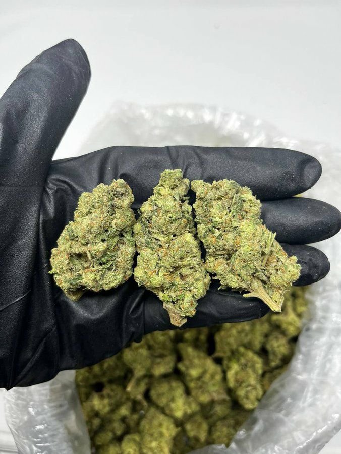 TRĒ House USA premium cannabis flower, TRĒ House USA exotic cannabis strains, TRĒ House USA indoor weed strains, buy cannabis online TRĒ House USA, TRĒ House USA dispensary online USA, TRĒ House USA weed delivery USA, TRĒ House USA discreet cannabis shipping, TRĒ House USA bulk weed deals, TRĒ House USA ounce weed deals, TRĒ House USA pound cannabis deals, TRĒ House USA indica cannabis strains, TRĒ House USA sativa cannabis strains, TRĒ House USA hybrid cannabis strains, TRĒ House USA OG Kush cannabis, TRĒ House USA Gelato cannabis strain, TRĒ House USA Pineapple Express weed, TRĒ House USA Northern Lights strain, TRĒ House USA Sour Diesel strain, TRĒ House USA Gorilla Glue cannabis, TRĒ House USA Diamond OG strain, TRĒ House USA Gas OG cannabis, TRĒ House USA Gary Payton strain, TRĒ House USA Bubblegum cannabis strain, TRĒ House USA Tangerine Dream strain, TRĒ House USA Strawberry Cake strain, TRĒ House USA BlackBerry Gelato strain, TRĒ House USA premium weed buds, TRĒ House USA high potency cannabis, TRĒ House USA top shelf marijuana, TRĒ House USA lab tested weed, TRĒ House USA organic cannabis products, TRĒ House USA THC vape cartridges, TRĒ House USA disposable weed vapes, TRĒ House USA live resin vape carts, TRĒ House USA delta 8 vape cartridges, TRĒ House USA delta 9 THC vapes, TRĒ House USA cannabis vape pens, TRĒ House USA THC gummies, TRĒ House USA cannabis edibles gummies, TRĒ House USA infused edibles, TRĒ House USA THC chocolate edibles, TRĒ House USA cannabis concentrates, TRĒ House USA wax dabs, TRĒ House USA shatter concentrates, TRĒ House USA live resin concentrates, TRĒ House USA rosin cannabis extract, TRĒ House USA CBD products, TRĒ House USA CBD oil tinctures, TRĒ House USA CBD gummies, TRĒ House USA hemp derived THC products, TRĒ House USA cannabis pre rolls, TRĒ House USA infused pre rolls, TRĒ House USA moonrocks cannabis, TRĒ House USA cannabis accessories, TRĒ House USA rolling papers, TRĒ House USA weed grinders, TRĒ House USA glass bongs, TRĒ House USA weed pipes, TRĒ House USA cannabis lifestyle products, TRĒ House USA premium cannabis packaging, TRĒ House USA weed jars packaging, TRĒ House USA cannabis product range, TRĒ House USA online weed shop USA, TRĒ House USA best cannabis online store, TRĒ House USA trusted weed supplier USA, TRĒ House USA affordable cannabis products, TRĒ House USA high quality marijuana USA, TRĒ House USA fast weed shipping USA, TRĒ House USA discreet weed packaging USA, TRĒ House USA cannabis deals online USA, TRĒ House USA buy THC products online USA, Gas OG strain TRĒ House premium cannabis flower, buy Gas OG strain online TRĒ House, TRĒ House Gas OG weed strain for sale, premium indica cannabis Gas OG TRĒ House, Gas OG cannabis flower high quality TRĒ House, order Gas OG weed online TRĒ House, Gas OG strain top cannabis product TRĒ House, buy premium weed strain Gas OG TRĒ House, Gas OG cannabis buds close up TRĒ House, Gas OG indica weed strain online TRĒ House, best Gas OG strain to buy TRĒ House, Gas OG strain online cannabis shop TRĒ House, Gas OG premium weed flower TRĒ House, buy indica cannabis Gas OG online TRĒ House, Gas OG strain for sale online TRĒ House, Gas OG cannabis product listing TRĒ House, Gas OG strain high demand weed TRĒ House, Gas OG premium cannabis selection TRĒ House, Gas OG strain ecommerce product TRĒ House, Gas OG cannabis flower for buyers TRĒ House, Gas OG strain top weed strain online TRĒ House, Gas OG indica cannabis product page TRĒ House, Gas OG cannabis strain shop online TRĒ House, Gas OG weed strain popular choice TRĒ House, Gas OG premium weed strain for sale TRĒ House, Gas OG cannabis buds detailed view TRĒ House, Gas OG indica strain buy online TRĒ House, Gas OG weed strain product image TRĒ House, Gas OG cannabis strain listing online TRĒ House, Gas OG premium cannabis flower shop TRĒ House, Gas OG strain trusted weed product TRĒ House, Gas OG cannabis flower high demand TRĒ House, Gas OG indica weed strain premium TRĒ House, Gas OG cannabis strain buy now TRĒ House, Gas OG weed strain ecommerce listing TRĒ House, Gas OG premium cannabis buds online TRĒ House, Gas OG indica cannabis strain top rated TRĒ House, Gas OG cannabis flower online store TRĒ House, Gas OG weed strain product showcase TRĒ House, Gas OG cannabis strain best seller TRĒ House, Gas OG premium weed online shop TRĒ House, Gas OG indica cannabis buds for sale TRĒ House, Gas OG cannabis strain order online TRĒ House, Gas OG weed strain top demand product TRĒ House, Gas OG premium cannabis flower listing TRĒ House, Gas OG indica strain popular weed TRĒ House, Gas OG cannabis buds online purchase TRĒ House, Gas OG weed strain high quality flower TRĒ House, Gas OG cannabis product premium listing TRĒ House, Gas OG indica weed strain best seller TRĒ House, Gas OG cannabis flower shop online TRĒ House, Gas OG premium weed strain ecommerce TRĒ House, Gas OG cannabis strain product display TRĒ House, Gas OG indica weed strain for buyers TRĒ House, Gas OG cannabis buds premium quality TRĒ House, Gas OG strain cannabis online store TRĒ House, Gas OG weed strain product catalog TRĒ House, Gas OG cannabis strain purchase online TRĒ House, Gas OG premium indica weed strain TRĒ House, Gas OG cannabis flower top selection TRĒ House, Gas OG weed strain strong demand TRĒ House, Gas OG cannabis product online shop TRĒ House, Gas OG indica cannabis strain listing TRĒ House, Gas OG weed strain premium product page TRĒ House, Gas OG cannabis buds online shop TRĒ House, Gas OG strain high quality cannabis TRĒ House, Gas OG weed strain online purchase TRĒ House, Gas OG cannabis flower product image TRĒ House, Gas OG premium cannabis strain listing TRĒ House, Gas OG indica weed strain top choice TRĒ House, Gas OG cannabis buds ecommerce store TRĒ House, Gas OG weed strain trusted product TRĒ House, Gas OG cannabis strain premium quality TRĒ House, Gas OG indica weed strain online store TRĒ House,