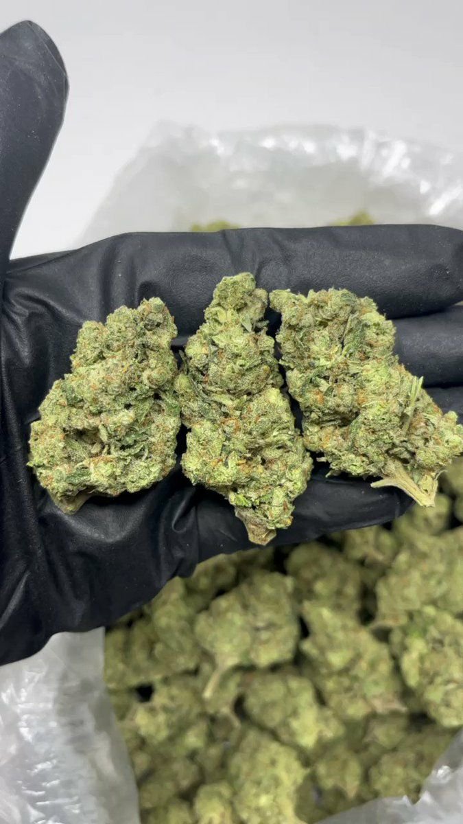 TRĒ House USA premium cannabis flower, TRĒ House USA exotic cannabis strains, TRĒ House USA indoor weed strains, buy cannabis online TRĒ House USA, TRĒ House USA dispensary online USA, TRĒ House USA weed delivery USA, TRĒ House USA discreet cannabis shipping, TRĒ House USA bulk weed deals, TRĒ House USA ounce weed deals, TRĒ House USA pound cannabis deals, TRĒ House USA indica cannabis strains, TRĒ House USA sativa cannabis strains, TRĒ House USA hybrid cannabis strains, TRĒ House USA OG Kush cannabis, TRĒ House USA Gelato cannabis strain, TRĒ House USA Pineapple Express weed, TRĒ House USA Northern Lights strain, TRĒ House USA Sour Diesel strain, TRĒ House USA Gorilla Glue cannabis, TRĒ House USA Diamond OG strain, TRĒ House USA Gas OG cannabis, TRĒ House USA Gary Payton strain, TRĒ House USA Bubblegum cannabis strain, TRĒ House USA Tangerine Dream strain, TRĒ House USA Strawberry Cake strain, TRĒ House USA BlackBerry Gelato strain, TRĒ House USA premium weed buds, TRĒ House USA high potency cannabis, TRĒ House USA top shelf marijuana, TRĒ House USA lab tested weed, TRĒ House USA organic cannabis products, TRĒ House USA THC vape cartridges, TRĒ House USA disposable weed vapes, TRĒ House USA live resin vape carts, TRĒ House USA delta 8 vape cartridges, TRĒ House USA delta 9 THC vapes, TRĒ House USA cannabis vape pens, TRĒ House USA THC gummies, TRĒ House USA cannabis edibles gummies, TRĒ House USA infused edibles, TRĒ House USA THC chocolate edibles, TRĒ House USA cannabis concentrates, TRĒ House USA wax dabs, TRĒ House USA shatter concentrates, TRĒ House USA live resin concentrates, TRĒ House USA rosin cannabis extract, TRĒ House USA CBD products, TRĒ House USA CBD oil tinctures, TRĒ House USA CBD gummies, TRĒ House USA hemp derived THC products, TRĒ House USA cannabis pre rolls, TRĒ House USA infused pre rolls, TRĒ House USA moonrocks cannabis, TRĒ House USA cannabis accessories, TRĒ House USA rolling papers, TRĒ House USA weed grinders, TRĒ House USA glass bongs, TRĒ House USA weed pipes, TRĒ House USA cannabis lifestyle products, TRĒ House USA premium cannabis packaging, TRĒ House USA weed jars packaging, TRĒ House USA cannabis product range, TRĒ House USA online weed shop USA, TRĒ House USA best cannabis online store, TRĒ House USA trusted weed supplier USA, TRĒ House USA affordable cannabis products, TRĒ House USA high quality marijuana USA, TRĒ House USA fast weed shipping USA, TRĒ House USA discreet weed packaging USA, TRĒ House USA cannabis deals online USA, TRĒ House USA buy THC products online USA, Gas OG strain TRĒ House premium cannabis flower, buy Gas OG strain online TRĒ House, TRĒ House Gas OG weed strain for sale, premium indica cannabis Gas OG TRĒ House, Gas OG cannabis flower high quality TRĒ House, order Gas OG weed online TRĒ House, Gas OG strain top cannabis product TRĒ House, buy premium weed strain Gas OG TRĒ House, Gas OG cannabis buds close up TRĒ House, Gas OG indica weed strain online TRĒ House, best Gas OG strain to buy TRĒ House, Gas OG strain online cannabis shop TRĒ House, Gas OG premium weed flower TRĒ House, buy indica cannabis Gas OG online TRĒ House, Gas OG strain for sale online TRĒ House, Gas OG cannabis product listing TRĒ House, Gas OG strain high demand weed TRĒ House, Gas OG premium cannabis selection TRĒ House, Gas OG strain ecommerce product TRĒ House, Gas OG cannabis flower for buyers TRĒ House, Gas OG strain top weed strain online TRĒ House, Gas OG indica cannabis product page TRĒ House, Gas OG cannabis strain shop online TRĒ House, Gas OG weed strain popular choice TRĒ House, Gas OG premium weed strain for sale TRĒ House, Gas OG cannabis buds detailed view TRĒ House, Gas OG indica strain buy online TRĒ House, Gas OG weed strain product image TRĒ House, Gas OG cannabis strain listing online TRĒ House, Gas OG premium cannabis flower shop TRĒ House, Gas OG strain trusted weed product TRĒ House, Gas OG cannabis flower high demand TRĒ House, Gas OG indica weed strain premium TRĒ House, Gas OG cannabis strain buy now TRĒ House, Gas OG weed strain ecommerce listing TRĒ House, Gas OG premium cannabis buds online TRĒ House, Gas OG indica cannabis strain top rated TRĒ House, Gas OG cannabis flower online store TRĒ House, Gas OG weed strain product showcase TRĒ House, Gas OG cannabis strain best seller TRĒ House, Gas OG premium weed online shop TRĒ House, Gas OG indica cannabis buds for sale TRĒ House, Gas OG cannabis strain order online TRĒ House, Gas OG weed strain top demand product TRĒ House, Gas OG premium cannabis flower listing TRĒ House, Gas OG indica strain popular weed TRĒ House, Gas OG cannabis buds online purchase TRĒ House, Gas OG weed strain high quality flower TRĒ House, Gas OG cannabis product premium listing TRĒ House, Gas OG indica weed strain best seller TRĒ House, Gas OG cannabis flower shop online TRĒ House, Gas OG premium weed strain ecommerce TRĒ House, Gas OG cannabis strain product display TRĒ House, Gas OG indica weed strain for buyers TRĒ House, Gas OG cannabis buds premium quality TRĒ House, Gas OG strain cannabis online store TRĒ House, Gas OG weed strain product catalog TRĒ House, Gas OG cannabis strain purchase online TRĒ House, Gas OG premium indica weed strain TRĒ House, Gas OG cannabis flower top selection TRĒ House, Gas OG weed strain strong demand TRĒ House, Gas OG cannabis product online shop TRĒ House, Gas OG indica cannabis strain listing TRĒ House, Gas OG weed strain premium product page TRĒ House, Gas OG cannabis buds online shop TRĒ House, Gas OG strain high quality cannabis TRĒ House, Gas OG weed strain online purchase TRĒ House, Gas OG cannabis flower product image TRĒ House, Gas OG premium cannabis strain listing TRĒ House, Gas OG indica weed strain top choice TRĒ House, Gas OG cannabis buds ecommerce store TRĒ House, Gas OG weed strain trusted product TRĒ House, Gas OG cannabis strain premium quality TRĒ House, Gas OG indica weed strain online store TRĒ House,