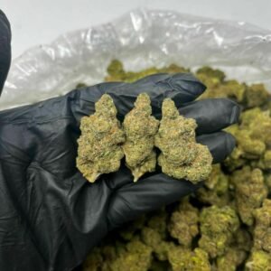 Girl Scout Cookies strain TRĒ House premium cannabis flower, buy Girl Scout Cookies strain online TRĒ House, TRĒ House Girl Scout Cookies weed strain for sale, premium hybrid cannabis Girl Scout Cookies TRĒ House, Girl Scout Cookies cannabis flower high quality TRĒ House, order Girl Scout Cookies weed online TRĒ House, Girl Scout Cookies strain top cannabis product TRĒ House, buy premium weed strain Girl Scout Cookies TRĒ House, Girl Scout Cookies cannabis buds close up TRĒ House, Girl Scout Cookies hybrid weed strain online TRĒ House, best Girl Scout Cookies strain to buy TRĒ House, Girl Scout Cookies strain online cannabis shop TRĒ House, Girl Scout Cookies premium weed flower TRĒ House, buy hybrid cannabis Girl Scout Cookies online TRĒ House, Girl Scout Cookies strain for sale online TRĒ House, Girl Scout Cookies cannabis product listing TRĒ House, Girl Scout Cookies strain high demand weed TRĒ House, Girl Scout Cookies premium cannabis selection TRĒ House, Girl Scout Cookies strain ecommerce product TRĒ House, Girl Scout Cookies cannabis flower for buyers TRĒ House, Girl Scout Cookies strain top weed strain online TRĒ House, Girl Scout Cookies hybrid cannabis product page TRĒ House, Girl Scout Cookies cannabis strain shop online TRĒ House, Girl Scout Cookies weed strain popular choice TRĒ House, Girl Scout Cookies premium weed strain for sale TRĒ House, Girl Scout Cookies cannabis buds detailed view TRĒ House, Girl Scout Cookies hybrid strain buy online TRĒ House, Girl Scout Cookies weed strain product image TRĒ House, Girl Scout Cookies cannabis strain listing online TRĒ House, Girl Scout Cookies premium cannabis flower shop TRĒ House, Girl Scout Cookies strain trusted weed product TRĒ House, Girl Scout Cookies cannabis flower high demand TRĒ House, Girl Scout Cookies hybrid weed strain premium TRĒ House, Girl Scout Cookies cannabis strain buy now TRĒ House, Girl Scout Cookies weed strain ecommerce listing TRĒ House, Girl Scout Cookies premium cannabis buds online TRĒ House, Girl Scout Cookies hybrid cannabis strain top rated TRĒ House, Girl Scout Cookies cannabis flower online store TRĒ House, Girl Scout Cookies weed strain product showcase TRĒ House, Girl Scout Cookies cannabis strain best seller TRĒ House, Girl Scout Cookies premium weed online shop TRĒ House, Girl Scout Cookies hybrid cannabis buds for sale TRĒ House, Girl Scout Cookies cannabis strain order online TRĒ House, Girl Scout Cookies weed strain top demand product TRĒ House, Girl Scout Cookies premium cannabis flower listing TRĒ House, Girl Scout Cookies hybrid strain popular weed TRĒ House, Girl Scout Cookies cannabis buds online purchase TRĒ House, Girl Scout Cookies weed strain high quality flower TRĒ House, Girl Scout Cookies cannabis product premium listing TRĒ House, Girl Scout Cookies hybrid weed strain best seller TRĒ House, Girl Scout Cookies cannabis flower shop online TRĒ House, Girl Scout Cookies premium weed strain ecommerce TRĒ House, Girl Scout Cookies cannabis strain product display TRĒ House, Girl Scout Cookies hybrid weed strain for buyers TRĒ House, Girl Scout Cookies cannabis buds premium quality TRĒ House, Girl Scout Cookies strain cannabis online store TRĒ House, Girl Scout Cookies weed strain product catalog TRĒ House, Girl Scout Cookies cannabis strain purchase online TRĒ House, Girl Scout Cookies premium hybrid weed strain TRĒ House, Girl Scout Cookies cannabis flower top selection TRĒ House, Girl Scout Cookies weed strain strong demand TRĒ House, Girl Scout Cookies cannabis product online shop TRĒ House, Girl Scout Cookies hybrid cannabis strain listing TRĒ House, Girl Scout Cookies weed strain premium product page TRĒ House, Girl Scout Cookies cannabis buds online shop TRĒ House, Girl Scout Cookies strain high quality cannabis TRĒ House, Girl Scout Cookies weed strain online purchase TRĒ House, Girl Scout Cookies cannabis flower product image TRĒ House, Girl Scout Cookies premium cannabis strain listing TRĒ House, Girl Scout Cookies hybrid weed strain top choice TRĒ House, Girl Scout Cookies cannabis buds ecommerce store TRĒ House, Girl Scout Cookies weed strain trusted product TRĒ House, Girl Scout Cookies cannabis strain premium quality TRĒ House, Girl Scout Cookies hybrid weed strain online store TRĒ House, buy cannabis strains online, weed strains for sale online, premium cannabis strains TRĒ House, indica cannabis strains menu, sativa cannabis strains selection, hybrid cannabis strains collection, buy indica weed online, buy sativa weed online, buy hybrid cannabis strains online, best cannabis strains online, top weed strains for sale, TRĒ House cannabis menu, cannabis flower strains online, high quality weed strains, popular cannabis strains online, Northern Lights cannabis strain, Gelato Cake weed strain, GMO Cookies cannabis strain, Skywalker OG weed strain, White Tahoe Cookies strain, 9lb Hammer cannabis strain, Wedding Cake weed strain, Granddaddy Purp cannabis strain, Hindu Kush weed strain, Critical Kush cannabis strain, Pineapple Express weed strain, Purple Haze cannabis strain, Jack Herer weed strain, Durban Poison cannabis strain, Strawberry Cough weed strain, Sour Diesel cannabis strain, Green Crack weed strain, Super Silver Haze cannabis strain, Amnesia Haze weed strain, Lemon Haze cannabis strain, Trainwreck weed strain, Tangerine Dream cannabis strain, Runtz cannabis strain, Candyland weed strain, Gorilla Glue cannabis strain, Cherry Pie weed strain, Oreoz cannabis strain, Sundae Driver weed strain, Slurricane cannabis strain, Gushers cannabis strain, Mimosa cannabis strain, Skunk #1 weed strain, Permanent Marker cannabis strain, Bruce Banner #3 weed strain, Blue Gelato 41 cannabis strain, White Widow weed strain, OG Kush cannabis strain, Chiquita Banana weed strain, Orange Sherbet cannabis strain, premium weed menu online, buy weed strains online TRĒ House, cannabis products for sale online, shop cannabis strains online, best indica strains online, best sativa strains online, best hybrid cannabis strains online, top cannabis products online, high demand weed strains, buy cannabis flower online, cannabis strains collection TRĒ House, legal cannabis products online, trusted cannabis store online, cannabis strain variety online, buy premium weed online, cannabis strains marketplace, weed strains catalog online, buy top weed strains online, online cannabis shop TRĒ House, cannabis strains selection online, premium cannabis flower selection, buy cannabis products TRĒ House, best weed strains for beginners, high quality cannabis flower online, cannabis strains ecommerce store,