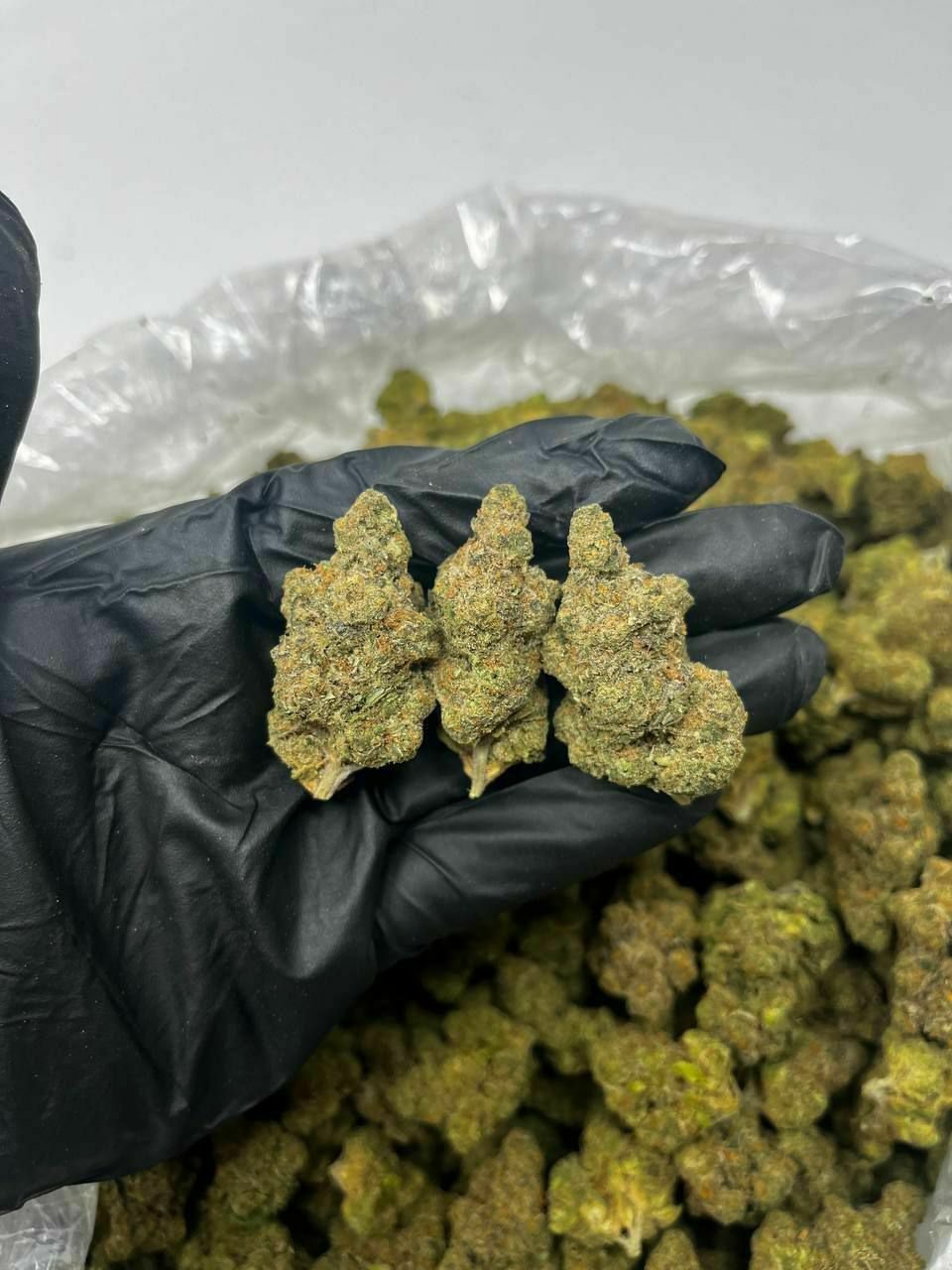 buy cannabis strains online, weed strains for sale online, premium cannabis strains TRĒ House, indica cannabis strains menu, sativa cannabis strains selection, hybrid cannabis strains collection, buy indica weed online, buy sativa weed online, buy hybrid cannabis strains online, best cannabis strains online, top weed strains for sale, TRĒ House cannabis menu, cannabis flower strains online, high quality weed strains, popular cannabis strains online, Northern Lights cannabis strain, Gelato Cake weed strain, GMO Cookies cannabis strain, Skywalker OG weed strain, White Tahoe Cookies strain, 9lb Hammer cannabis strain, Wedding Cake weed strain, Granddaddy Purp cannabis strain, Hindu Kush weed strain, Critical Kush cannabis strain, Pineapple Express weed strain, Purple Haze cannabis strain, Jack Herer weed strain, Durban Poison cannabis strain, Strawberry Cough weed strain, Sour Diesel cannabis strain, Green Crack weed strain, Super Silver Haze cannabis strain, Amnesia Haze weed strain, Lemon Haze cannabis strain, Trainwreck weed strain, Tangerine Dream cannabis strain, Runtz cannabis strain, Candyland weed strain, Gorilla Glue cannabis strain, Cherry Pie weed strain, Oreoz cannabis strain, Sundae Driver weed strain, Slurricane cannabis strain, Gushers cannabis strain, Mimosa cannabis strain, Skunk #1 weed strain, Permanent Marker cannabis strain, Bruce Banner #3 weed strain, Blue Gelato 41 cannabis strain, White Widow weed strain, OG Kush cannabis strain, Chiquita Banana weed strain, Orange Sherbet cannabis strain, premium weed menu online, buy weed strains online TRĒ House, cannabis products for sale online, shop cannabis strains online, best indica strains online, best sativa strains online, best hybrid cannabis strains online, top cannabis products online, high demand weed strains, buy cannabis flower online, cannabis strains collection TRĒ House, legal cannabis products online, trusted cannabis store online, cannabis strain variety online, buy premium weed online, cannabis strains marketplace, weed strains catalog online, buy top weed strains online, online cannabis shop TRĒ House, cannabis strains selection online, premium cannabis flower selection, buy cannabis products TRĒ House, best weed strains for beginners, high quality cannabis flower online, cannabis strains ecommerce store,