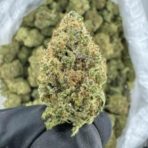 Godfather OG strain TRĒ House premium cannabis flower, buy Godfather OG strain online TRĒ House, TRĒ House Godfather OG weed strain for sale, premium indica cannabis Godfather OG TRĒ House, Godfather OG cannabis flower high quality TRĒ House, order Godfather OG weed online TRĒ House, Godfather OG strain top cannabis product TRĒ House, buy premium weed strain Godfather OG TRĒ House, Godfather OG cannabis buds close up TRĒ House, Godfather OG indica weed strain online TRĒ House, best Godfather OG strain to buy TRĒ House, Godfather OG strain online cannabis shop TRĒ House, Godfather OG premium weed flower TRĒ House, buy indica cannabis Godfather OG online TRĒ House, Godfather OG strain for sale online TRĒ House, Godfather OG cannabis product listing TRĒ House, Godfather OG strain high demand weed TRĒ House, Godfather OG premium cannabis selection TRĒ House, Godfather OG strain ecommerce product TRĒ House, Godfather OG cannabis flower for buyers TRĒ House, Godfather OG strain top weed strain online TRĒ House, Godfather OG indica cannabis product page TRĒ House, Godfather OG cannabis strain shop online TRĒ House, Godfather OG weed strain popular choice TRĒ House, Godfather OG premium weed strain for sale TRĒ House, Godfather OG cannabis buds detailed view TRĒ House, Godfather OG indica strain buy online TRĒ House, Godfather OG weed strain product image TRĒ House, Godfather OG cannabis strain listing online TRĒ House, Godfather OG premium cannabis flower shop TRĒ House, Godfather OG strain trusted weed product TRĒ House, Godfather OG cannabis flower high demand TRĒ House, Godfather OG indica weed strain premium TRĒ House, Godfather OG cannabis strain buy now TRĒ House, Godfather OG weed strain ecommerce listing TRĒ House, Godfather OG premium cannabis buds online TRĒ House, Godfather OG indica cannabis strain top rated TRĒ House, Godfather OG cannabis flower online store TRĒ House, Godfather OG weed strain product showcase TRĒ House, Godfather OG cannabis strain best seller TRĒ House, Godfather OG premium weed online shop TRĒ House, Godfather OG indica cannabis buds for sale TRĒ House, Godfather OG cannabis strain order online TRĒ House, Godfather OG weed strain top demand product TRĒ House, Godfather OG premium cannabis flower listing TRĒ House, Godfather OG indica strain popular weed TRĒ House, Godfather OG cannabis buds online purchase TRĒ House, Godfather OG weed strain high quality flower TRĒ House, Godfather OG cannabis product premium listing TRĒ House, Godfather OG indica weed strain best seller TRĒ House, Godfather OG cannabis flower shop online TRĒ House, Godfather OG premium weed strain ecommerce TRĒ House, Godfather OG cannabis strain product display TRĒ House, Godfather OG indica weed strain for buyers TRĒ House, Godfather OG cannabis buds premium quality TRĒ House, Godfather OG strain cannabis online store TRĒ House, Godfather OG weed strain product catalog TRĒ House, Godfather OG cannabis strain purchase online TRĒ House, Godfather OG premium indica weed strain TRĒ House, Godfather OG cannabis flower top selection TRĒ House, Godfather OG weed strain strong demand TRĒ House, Godfather OG cannabis product online shop TRĒ House, Godfather OG indica cannabis strain listing TRĒ House, Godfather OG weed strain premium product page TRĒ House, Godfather OG cannabis buds online shop TRĒ House, Godfather OG strain high quality cannabis TRĒ House, Godfather OG weed strain online purchase TRĒ House, Godfather OG cannabis flower product image TRĒ House, Godfather OG premium cannabis strain listing TRĒ House, Godfather OG indica weed strain top choice TRĒ House, Godfather OG cannabis buds ecommerce store TRĒ House, Godfather OG weed strain trusted product TRĒ House, Godfather OG cannabis strain premium quality TRĒ House, Godfather OG indica weed strain online store TRĒ House, buy cannabis strains online, weed strains for sale online, premium cannabis strains TRĒ House, indica cannabis strains menu, sativa cannabis strains selection, hybrid cannabis strains collection, buy indica weed online, buy sativa weed online, buy hybrid cannabis strains online, best cannabis strains online, top weed strains for sale, TRĒ House cannabis menu, cannabis flower strains online, high quality weed strains, popular cannabis strains online, Northern Lights cannabis strain, Gelato Cake weed strain, GMO Cookies cannabis strain, Skywalker OG weed strain, White Tahoe Cookies strain, 9lb Hammer cannabis strain, Wedding Cake weed strain, Granddaddy Purp cannabis strain, Hindu Kush weed strain, Critical Kush cannabis strain, Pineapple Express weed strain, Purple Haze cannabis strain, Jack Herer weed strain, Durban Poison cannabis strain, Strawberry Cough weed strain, Sour Diesel cannabis strain, Green Crack weed strain, Super Silver Haze cannabis strain, Amnesia Haze weed strain, Lemon Haze cannabis strain, Trainwreck weed strain, Tangerine Dream cannabis strain, Runtz cannabis strain, Candyland weed strain, Gorilla Glue cannabis strain, Cherry Pie weed strain, Oreoz cannabis strain, Sundae Driver weed strain, Slurricane cannabis strain, Gushers cannabis strain, Mimosa cannabis strain, Skunk #1 weed strain, Permanent Marker cannabis strain, Bruce Banner #3 weed strain, Blue Gelato 41 cannabis strain, White Widow weed strain, OG Kush cannabis strain, Chiquita Banana weed strain, Orange Sherbet cannabis strain, premium weed menu online, buy weed strains online TRĒ House, cannabis products for sale online, shop cannabis strains online, best indica strains online, best sativa strains online, best hybrid cannabis strains online, top cannabis products online, high demand weed strains, buy cannabis flower online, cannabis strains collection TRĒ House, legal cannabis products online, trusted cannabis store online, cannabis strain variety online, buy premium weed online, cannabis strains marketplace, weed strains catalog online, buy top weed strains online, online cannabis shop TRĒ House, cannabis strains selection online, premium cannabis flower selection, buy cannabis products TRĒ House, best weed strains for beginners, high quality cannabis flower online, cannabis strains ecommerce store,