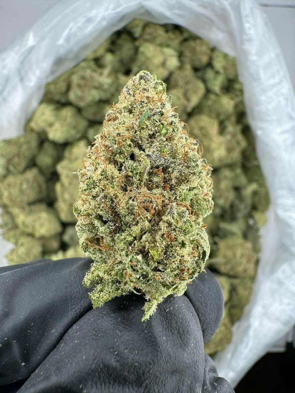 buy cannabis strains online, weed strains for sale online, premium cannabis strains TRĒ House, indica cannabis strains menu, sativa cannabis strains selection, hybrid cannabis strains collection, buy indica weed online, buy sativa weed online, buy hybrid cannabis strains online, best cannabis strains online, top weed strains for sale, TRĒ House cannabis menu, cannabis flower strains online, high quality weed strains, popular cannabis strains online, Northern Lights cannabis strain, Gelato Cake weed strain, GMO Cookies cannabis strain, Skywalker OG weed strain, White Tahoe Cookies strain, 9lb Hammer cannabis strain, Wedding Cake weed strain, Granddaddy Purp cannabis strain, Hindu Kush weed strain, Critical Kush cannabis strain, Pineapple Express weed strain, Purple Haze cannabis strain, Jack Herer weed strain, Durban Poison cannabis strain, Strawberry Cough weed strain, Sour Diesel cannabis strain, Green Crack weed strain, Super Silver Haze cannabis strain, Amnesia Haze weed strain, Lemon Haze cannabis strain, Trainwreck weed strain, Tangerine Dream cannabis strain, Runtz cannabis strain, Candyland weed strain, Gorilla Glue cannabis strain, Cherry Pie weed strain, Oreoz cannabis strain, Sundae Driver weed strain, Slurricane cannabis strain, Gushers cannabis strain, Mimosa cannabis strain, Skunk #1 weed strain, Permanent Marker cannabis strain, Bruce Banner #3 weed strain, Blue Gelato 41 cannabis strain, White Widow weed strain, OG Kush cannabis strain, Chiquita Banana weed strain, Orange Sherbet cannabis strain, premium weed menu online, buy weed strains online TRĒ House, cannabis products for sale online, shop cannabis strains online, best indica strains online, best sativa strains online, best hybrid cannabis strains online, top cannabis products online, high demand weed strains, buy cannabis flower online, cannabis strains collection TRĒ House, legal cannabis products online, trusted cannabis store online, cannabis strain variety online, buy premium weed online, cannabis strains marketplace, weed strains catalog online, buy top weed strains online, online cannabis shop TRĒ House, cannabis strains selection online, premium cannabis flower selection, buy cannabis products TRĒ House, best weed strains for beginners, high quality cannabis flower online, cannabis strains ecommerce store,