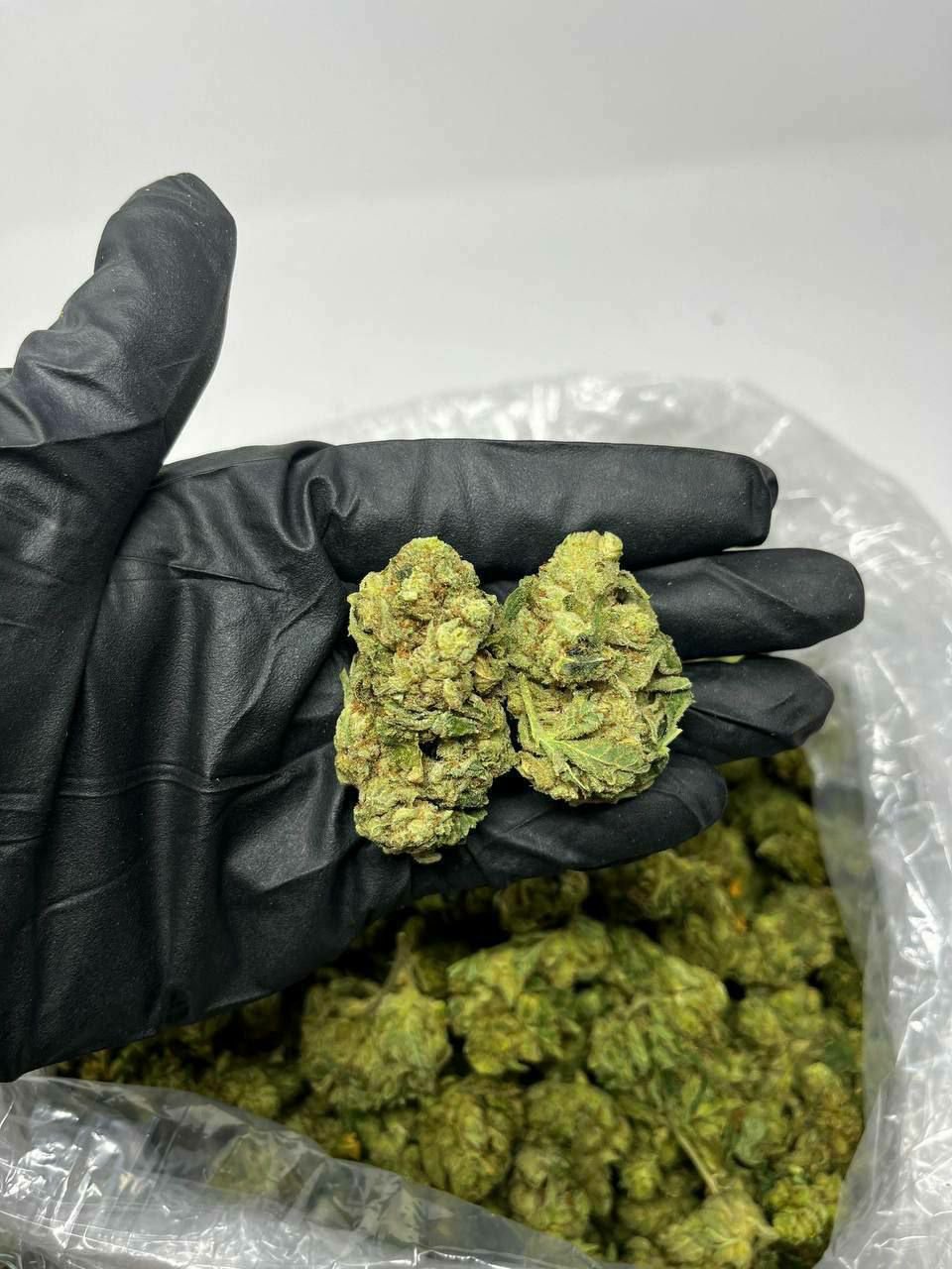 buy cannabis strains online, weed strains for sale online, premium cannabis strains TRĒ House, indica cannabis strains menu, sativa cannabis strains selection, hybrid cannabis strains collection, buy indica weed online, buy sativa weed online, buy hybrid cannabis strains online, best cannabis strains online, top weed strains for sale, TRĒ House cannabis menu, cannabis flower strains online, high quality weed strains, popular cannabis strains online, Northern Lights cannabis strain, Gelato Cake weed strain, GMO Cookies cannabis strain, Skywalker OG weed strain, White Tahoe Cookies strain, 9lb Hammer cannabis strain, Wedding Cake weed strain, Granddaddy Purp cannabis strain, Hindu Kush weed strain, Critical Kush cannabis strain, Pineapple Express weed strain, Purple Haze cannabis strain, Jack Herer weed strain, Durban Poison cannabis strain, Strawberry Cough weed strain, Sour Diesel cannabis strain, Green Crack weed strain, Super Silver Haze cannabis strain, Amnesia Haze weed strain, Lemon Haze cannabis strain, Trainwreck weed strain, Tangerine Dream cannabis strain, Runtz cannabis strain, Candyland weed strain, Gorilla Glue cannabis strain, Cherry Pie weed strain, Oreoz cannabis strain, Sundae Driver weed strain, Slurricane cannabis strain, Gushers cannabis strain, Mimosa cannabis strain, Skunk #1 weed strain, Permanent Marker cannabis strain, Bruce Banner #3 weed strain, Blue Gelato 41 cannabis strain, White Widow weed strain, OG Kush cannabis strain, Chiquita Banana weed strain, Orange Sherbet cannabis strain, premium weed menu online, buy weed strains online TRĒ House, cannabis products for sale online, shop cannabis strains online, best indica strains online, best sativa strains online, best hybrid cannabis strains online, top cannabis products online, high demand weed strains, buy cannabis flower online, cannabis strains collection TRĒ House, legal cannabis products online, trusted cannabis store online, cannabis strain variety online, buy premium weed online, cannabis strains marketplace, weed strains catalog online, buy top weed strains online, online cannabis shop TRĒ House, cannabis strains selection online, premium cannabis flower selection, buy cannabis products TRĒ House, best weed strains for beginners, high quality cannabis flower online, cannabis strains ecommerce store,