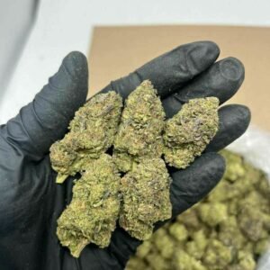 Grand Daddy Purple strain TRĒ House premium cannabis flower, buy Grand Daddy Purple strain online TRĒ House, TRĒ House Grand Daddy Purple weed strain for sale, premium indica cannabis Grand Daddy Purple TRĒ House, Grand Daddy Purple cannabis flower high quality TRĒ House, order Grand Daddy Purple weed online TRĒ House, Grand Daddy Purple strain top cannabis product TRĒ House, buy premium weed strain Grand Daddy Purple TRĒ House, Grand Daddy Purple cannabis buds close up TRĒ House, Grand Daddy Purple indica weed strain online TRĒ House, best Grand Daddy Purple strain to buy TRĒ House, Grand Daddy Purple strain online cannabis shop TRĒ House, Grand Daddy Purple premium weed flower TRĒ House, buy indica cannabis Grand Daddy Purple online TRĒ House, Grand Daddy Purple strain for sale online TRĒ House, Grand Daddy Purple cannabis product listing TRĒ House, Grand Daddy Purple strain high demand weed TRĒ House, Grand Daddy Purple premium cannabis selection TRĒ House, Grand Daddy Purple strain ecommerce product TRĒ House, Grand Daddy Purple cannabis flower for buyers TRĒ House, Grand Daddy Purple strain top weed strain online TRĒ House, Grand Daddy Purple indica cannabis product page TRĒ House, Grand Daddy Purple cannabis strain shop online TRĒ House, Grand Daddy Purple weed strain popular choice TRĒ House, Grand Daddy Purple premium weed strain for sale TRĒ House, Grand Daddy Purple cannabis buds detailed view TRĒ House, Grand Daddy Purple indica strain buy online TRĒ House, Grand Daddy Purple weed strain product image TRĒ House, Grand Daddy Purple cannabis strain listing online TRĒ House, Grand Daddy Purple premium cannabis flower shop TRĒ House, Grand Daddy Purple strain trusted weed product TRĒ House, Grand Daddy Purple cannabis flower high demand TRĒ House, Grand Daddy Purple indica weed strain premium TRĒ House, Grand Daddy Purple cannabis strain buy now TRĒ House, Grand Daddy Purple weed strain ecommerce listing TRĒ House, Grand Daddy Purple premium cannabis buds online TRĒ House, Grand Daddy Purple indica cannabis strain top rated TRĒ House, Grand Daddy Purple cannabis flower online store TRĒ House, Grand Daddy Purple weed strain product showcase TRĒ House, Grand Daddy Purple cannabis strain best seller TRĒ House, Grand Daddy Purple premium weed online shop TRĒ House, Grand Daddy Purple indica cannabis buds for sale TRĒ House, Grand Daddy Purple cannabis strain order online TRĒ House, Grand Daddy Purple weed strain top demand product TRĒ House, Grand Daddy Purple premium cannabis flower listing TRĒ House, Grand Daddy Purple indica strain popular weed TRĒ House, Grand Daddy Purple cannabis buds online purchase TRĒ House, Grand Daddy Purple weed strain high quality flower TRĒ House, Grand Daddy Purple cannabis product premium listing TRĒ House, Grand Daddy Purple indica weed strain best seller TRĒ House, Grand Daddy Purple cannabis flower shop online TRĒ House, Grand Daddy Purple premium weed strain ecommerce TRĒ House, Grand Daddy Purple cannabis strain product display TRĒ House, Grand Daddy Purple indica weed strain for buyers TRĒ House, Grand Daddy Purple cannabis buds premium quality TRĒ House, Grand Daddy Purple strain cannabis online store TRĒ House, Grand Daddy Purple weed strain product catalog TRĒ House, Grand Daddy Purple cannabis strain purchase online TRĒ House, Grand Daddy Purple premium indica weed strain TRĒ House, Grand Daddy Purple cannabis flower top selection TRĒ House, Grand Daddy Purple weed strain strong demand TRĒ House, Grand Daddy Purple cannabis product online shop TRĒ House, Grand Daddy Purple indica cannabis strain listing TRĒ House, Grand Daddy Purple weed strain premium product page TRĒ House, Grand Daddy Purple cannabis buds online shop TRĒ House, Grand Daddy Purple strain high quality cannabis TRĒ House, Grand Daddy Purple weed strain online purchase TRĒ House, Grand Daddy Purple cannabis flower product image TRĒ House, Grand Daddy Purple premium cannabis strain listing TRĒ House, Grand Daddy Purple indica weed strain top choice TRĒ House, Grand Daddy Purple cannabis buds ecommerce store TRĒ House, Grand Daddy Purple weed strain trusted product TRĒ House, Grand Daddy Purple cannabis strain premium quality TRĒ House, Grand Daddy Purple indica weed strain online store TRĒ House, buy cannabis strains online, weed strains for sale online, premium cannabis strains TRĒ House, indica cannabis strains menu, sativa cannabis strains selection, hybrid cannabis strains collection, buy indica weed online, buy sativa weed online, buy hybrid cannabis strains online, best cannabis strains online, top weed strains for sale, TRĒ House cannabis menu, cannabis flower strains online, high quality weed strains, popular cannabis strains online, Northern Lights cannabis strain, Gelato Cake weed strain, GMO Cookies cannabis strain, Skywalker OG weed strain, White Tahoe Cookies strain, 9lb Hammer cannabis strain, Wedding Cake weed strain, Granddaddy Purp cannabis strain, Hindu Kush weed strain, Critical Kush cannabis strain, Pineapple Express weed strain, Purple Haze cannabis strain, Jack Herer weed strain, Durban Poison cannabis strain, Strawberry Cough weed strain, Sour Diesel cannabis strain, Green Crack weed strain, Super Silver Haze cannabis strain, Amnesia Haze weed strain, Lemon Haze cannabis strain, Trainwreck weed strain, Tangerine Dream cannabis strain, Runtz cannabis strain, Candyland weed strain, Gorilla Glue cannabis strain, Cherry Pie weed strain, Oreoz cannabis strain, Sundae Driver weed strain, Slurricane cannabis strain, Gushers cannabis strain, Mimosa cannabis strain, Skunk #1 weed strain, Permanent Marker cannabis strain, Bruce Banner #3 weed strain, Blue Gelato 41 cannabis strain, White Widow weed strain, OG Kush cannabis strain, Chiquita Banana weed strain, Orange Sherbet cannabis strain, premium weed menu online, buy weed strains online TRĒ House, cannabis products for sale online, shop cannabis strains online, best indica strains online, best sativa strains online, best hybrid cannabis strains online, top cannabis products online, high demand weed strains, buy cannabis flower online, cannabis strains collection TRĒ House, legal cannabis products online, trusted cannabis store online, cannabis strain variety online, buy premium weed online, cannabis strains marketplace, weed strains catalog online, buy top weed strains online, online cannabis shop TRĒ House, cannabis strains selection online, premium cannabis flower selection, buy cannabis products TRĒ House, best weed strains for beginners, high quality cannabis flower online, cannabis strains ecommerce store,