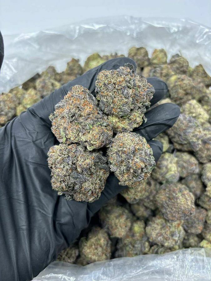 buy cannabis strains online, weed strains for sale online, premium cannabis strains TRĒ House, indica cannabis strains menu, sativa cannabis strains selection, hybrid cannabis strains collection, buy indica weed online, buy sativa weed online, buy hybrid cannabis strains online, best cannabis strains online, top weed strains for sale, TRĒ House cannabis menu, cannabis flower strains online, high quality weed strains, popular cannabis strains online, Northern Lights cannabis strain, Gelato Cake weed strain, GMO Cookies cannabis strain, Skywalker OG weed strain, White Tahoe Cookies strain, 9lb Hammer cannabis strain, Wedding Cake weed strain, Granddaddy Purp cannabis strain, Hindu Kush weed strain, Critical Kush cannabis strain, Pineapple Express weed strain, Purple Haze cannabis strain, Jack Herer weed strain, Durban Poison cannabis strain, Strawberry Cough weed strain, Sour Diesel cannabis strain, Green Crack weed strain, Super Silver Haze cannabis strain, Amnesia Haze weed strain, Lemon Haze cannabis strain, Trainwreck weed strain, Tangerine Dream cannabis strain, Runtz cannabis strain, Candyland weed strain, Gorilla Glue cannabis strain, Cherry Pie weed strain, Oreoz cannabis strain, Sundae Driver weed strain, Slurricane cannabis strain, Gushers cannabis strain, Mimosa cannabis strain, Skunk #1 weed strain, Permanent Marker cannabis strain, Bruce Banner #3 weed strain, Blue Gelato 41 cannabis strain, White Widow weed strain, OG Kush cannabis strain, Chiquita Banana weed strain, Orange Sherbet cannabis strain, premium weed menu online, buy weed strains online TRĒ House, cannabis products for sale online, shop cannabis strains online, best indica strains online, best sativa strains online, best hybrid cannabis strains online, top cannabis products online, high demand weed strains, buy cannabis flower online, cannabis strains collection TRĒ House, legal cannabis products online, trusted cannabis store online, cannabis strain variety online, buy premium weed online, cannabis strains marketplace, weed strains catalog online, buy top weed strains online, online cannabis shop TRĒ House, cannabis strains selection online, premium cannabis flower selection, buy cannabis products TRĒ House, best weed strains for beginners, high quality cannabis flower online, cannabis strains ecommerce store,