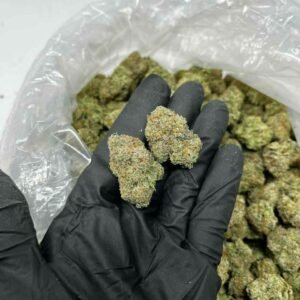 Lemon Cherry Gelato strain TRĒ House premium cannabis flower, buy Lemon Cherry Gelato strain online TRĒ House, TRĒ House Lemon Cherry Gelato weed strain for sale, premium hybrid cannabis Lemon Cherry Gelato TRĒ House, Lemon Cherry Gelato cannabis flower high quality TRĒ House, order Lemon Cherry Gelato weed online TRĒ House, Lemon Cherry Gelato strain top cannabis product TRĒ House, buy premium weed strain Lemon Cherry Gelato TRĒ House, Lemon Cherry Gelato cannabis buds close up TRĒ House, Lemon Cherry Gelato hybrid weed strain online TRĒ House, best Lemon Cherry Gelato strain to buy TRĒ House, Lemon Cherry Gelato strain online cannabis shop TRĒ House, Lemon Cherry Gelato premium weed flower TRĒ House, buy hybrid cannabis Lemon Cherry Gelato online TRĒ House, Lemon Cherry Gelato strain for sale online TRĒ House, Lemon Cherry Gelato cannabis product listing TRĒ House, Lemon Cherry Gelato strain high demand weed TRĒ House, Lemon Cherry Gelato premium cannabis selection TRĒ House, Lemon Cherry Gelato strain ecommerce product TRĒ House, Lemon Cherry Gelato cannabis flower for buyers TRĒ House, Lemon Cherry Gelato strain top weed strain online TRĒ House, Lemon Cherry Gelato hybrid cannabis product page TRĒ House, Lemon Cherry Gelato cannabis strain shop online TRĒ House, Lemon Cherry Gelato weed strain popular choice TRĒ House, Lemon Cherry Gelato premium weed strain for sale TRĒ House, Lemon Cherry Gelato cannabis buds detailed view TRĒ House, Lemon Cherry Gelato hybrid strain buy online TRĒ House, Lemon Cherry Gelato weed strain product image TRĒ House, Lemon Cherry Gelato cannabis strain listing online TRĒ House, Lemon Cherry Gelato premium cannabis flower shop TRĒ House, Lemon Cherry Gelato strain trusted weed product TRĒ House, Lemon Cherry Gelato cannabis flower high demand TRĒ House, Lemon Cherry Gelato hybrid weed strain premium TRĒ House, Lemon Cherry Gelato cannabis strain buy now TRĒ House, Lemon Cherry Gelato weed strain ecommerce listing TRĒ House, Lemon Cherry Gelato premium cannabis buds online TRĒ House, Lemon Cherry Gelato hybrid cannabis strain top rated TRĒ House, Lemon Cherry Gelato cannabis flower online store TRĒ House, Lemon Cherry Gelato weed strain product showcase TRĒ House, Lemon Cherry Gelato cannabis strain best seller TRĒ House, Lemon Cherry Gelato premium weed online shop TRĒ House, Lemon Cherry Gelato hybrid cannabis buds for sale TRĒ House, Lemon Cherry Gelato cannabis strain order online TRĒ House, Lemon Cherry Gelato weed strain top demand product TRĒ House, Lemon Cherry Gelato premium cannabis flower listing TRĒ House, Lemon Cherry Gelato hybrid strain popular weed TRĒ House, Lemon Cherry Gelato cannabis buds online purchase TRĒ House, Lemon Cherry Gelato weed strain high quality flower TRĒ House, Lemon Cherry Gelato cannabis product premium listing TRĒ House, Lemon Cherry Gelato hybrid weed strain best seller TRĒ House, Lemon Cherry Gelato cannabis flower shop online TRĒ House, Lemon Cherry Gelato premium weed strain ecommerce TRĒ House, Lemon Cherry Gelato cannabis strain product display TRĒ House, Lemon Cherry Gelato hybrid weed strain for buyers TRĒ House, Lemon Cherry Gelato cannabis buds premium quality TRĒ House, Lemon Cherry Gelato strain cannabis online store TRĒ House, Lemon Cherry Gelato weed strain product catalog TRĒ House, Lemon Cherry Gelato cannabis strain purchase online TRĒ House, Lemon Cherry Gelato premium hybrid weed strain TRĒ House, Lemon Cherry Gelato cannabis flower top selection TRĒ House, Lemon Cherry Gelato weed strain strong demand TRĒ House, Lemon Cherry Gelato cannabis product online shop TRĒ House, Lemon Cherry Gelato hybrid cannabis strain listing TRĒ House, Lemon Cherry Gelato weed strain premium product page TRĒ House, Lemon Cherry Gelato cannabis buds online shop TRĒ House, Lemon Cherry Gelato strain high quality cannabis TRĒ House, Lemon Cherry Gelato weed strain online purchase TRĒ House, Lemon Cherry Gelato cannabis flower product image TRĒ House, Lemon Cherry Gelato premium cannabis strain listing TRĒ House, Lemon Cherry Gelato hybrid weed strain top choice TRĒ House, Lemon Cherry Gelato cannabis buds ecommerce store TRĒ House, Lemon Cherry Gelato weed strain trusted product TRĒ House, Lemon Cherry Gelato cannabis strain premium quality TRĒ House, Lemon Cherry Gelato hybrid weed strain online store TRĒ House, buy cannabis strains online, weed strains for sale online, premium cannabis strains TRĒ House, indica cannabis strains menu, sativa cannabis strains selection, hybrid cannabis strains collection, buy indica weed online, buy sativa weed online, buy hybrid cannabis strains online, best cannabis strains online, top weed strains for sale, TRĒ House cannabis menu, cannabis flower strains online, high quality weed strains, popular cannabis strains online, Northern Lights cannabis strain, Gelato Cake weed strain, GMO Cookies cannabis strain, Skywalker OG weed strain, White Tahoe Cookies strain, 9lb Hammer cannabis strain, Wedding Cake weed strain, Granddaddy Purp cannabis strain, Hindu Kush weed strain, Critical Kush cannabis strain, Pineapple Express weed strain, Purple Haze cannabis strain, Jack Herer weed strain, Durban Poison cannabis strain, Strawberry Cough weed strain, Sour Diesel cannabis strain, Green Crack weed strain, Super Silver Haze cannabis strain, Amnesia Haze weed strain, Lemon Haze cannabis strain, Trainwreck weed strain, Tangerine Dream cannabis strain, Runtz cannabis strain, Candyland weed strain, Gorilla Glue cannabis strain, Cherry Pie weed strain, Oreoz cannabis strain, Sundae Driver weed strain, Slurricane cannabis strain, Gushers cannabis strain, Mimosa cannabis strain, Skunk #1 weed strain, Permanent Marker cannabis strain, Bruce Banner #3 weed strain, Blue Gelato 41 cannabis strain, White Widow weed strain, OG Kush cannabis strain, Chiquita Banana weed strain, Orange Sherbet cannabis strain, premium weed menu online, buy weed strains online TRĒ House, cannabis products for sale online, shop cannabis strains online, best indica strains online, best sativa strains online, best hybrid cannabis strains online, top cannabis products online, high demand weed strains, buy cannabis flower online, cannabis strains collection TRĒ House, legal cannabis products online, trusted cannabis store online, cannabis strain variety online, buy premium weed online, cannabis strains marketplace, weed strains catalog online, buy top weed strains online, online cannabis shop TRĒ House, cannabis strains selection online, premium cannabis flower selection, buy cannabis products TRĒ House, best weed strains for beginners, high quality cannabis flower online, cannabis strains ecommerce store,