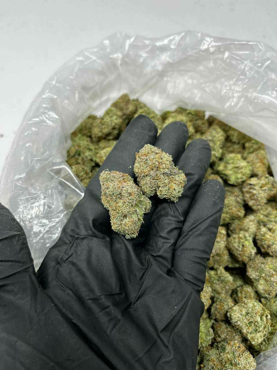 buy cannabis strains online, weed strains for sale online, premium cannabis strains TRĒ House, indica cannabis strains menu, sativa cannabis strains selection, hybrid cannabis strains collection, buy indica weed online, buy sativa weed online, buy hybrid cannabis strains online, best cannabis strains online, top weed strains for sale, TRĒ House cannabis menu, cannabis flower strains online, high quality weed strains, popular cannabis strains online, Northern Lights cannabis strain, Gelato Cake weed strain, GMO Cookies cannabis strain, Skywalker OG weed strain, White Tahoe Cookies strain, 9lb Hammer cannabis strain, Wedding Cake weed strain, Granddaddy Purp cannabis strain, Hindu Kush weed strain, Critical Kush cannabis strain, Pineapple Express weed strain, Purple Haze cannabis strain, Jack Herer weed strain, Durban Poison cannabis strain, Strawberry Cough weed strain, Sour Diesel cannabis strain, Green Crack weed strain, Super Silver Haze cannabis strain, Amnesia Haze weed strain, Lemon Haze cannabis strain, Trainwreck weed strain, Tangerine Dream cannabis strain, Runtz cannabis strain, Candyland weed strain, Gorilla Glue cannabis strain, Cherry Pie weed strain, Oreoz cannabis strain, Sundae Driver weed strain, Slurricane cannabis strain, Gushers cannabis strain, Mimosa cannabis strain, Skunk #1 weed strain, Permanent Marker cannabis strain, Bruce Banner #3 weed strain, Blue Gelato 41 cannabis strain, White Widow weed strain, OG Kush cannabis strain, Chiquita Banana weed strain, Orange Sherbet cannabis strain, premium weed menu online, buy weed strains online TRĒ House, cannabis products for sale online, shop cannabis strains online, best indica strains online, best sativa strains online, best hybrid cannabis strains online, top cannabis products online, high demand weed strains, buy cannabis flower online, cannabis strains collection TRĒ House, legal cannabis products online, trusted cannabis store online, cannabis strain variety online, buy premium weed online, cannabis strains marketplace, weed strains catalog online, buy top weed strains online, online cannabis shop TRĒ House, cannabis strains selection online, premium cannabis flower selection, buy cannabis products TRĒ House, best weed strains for beginners, high quality cannabis flower online, cannabis strains ecommerce store,