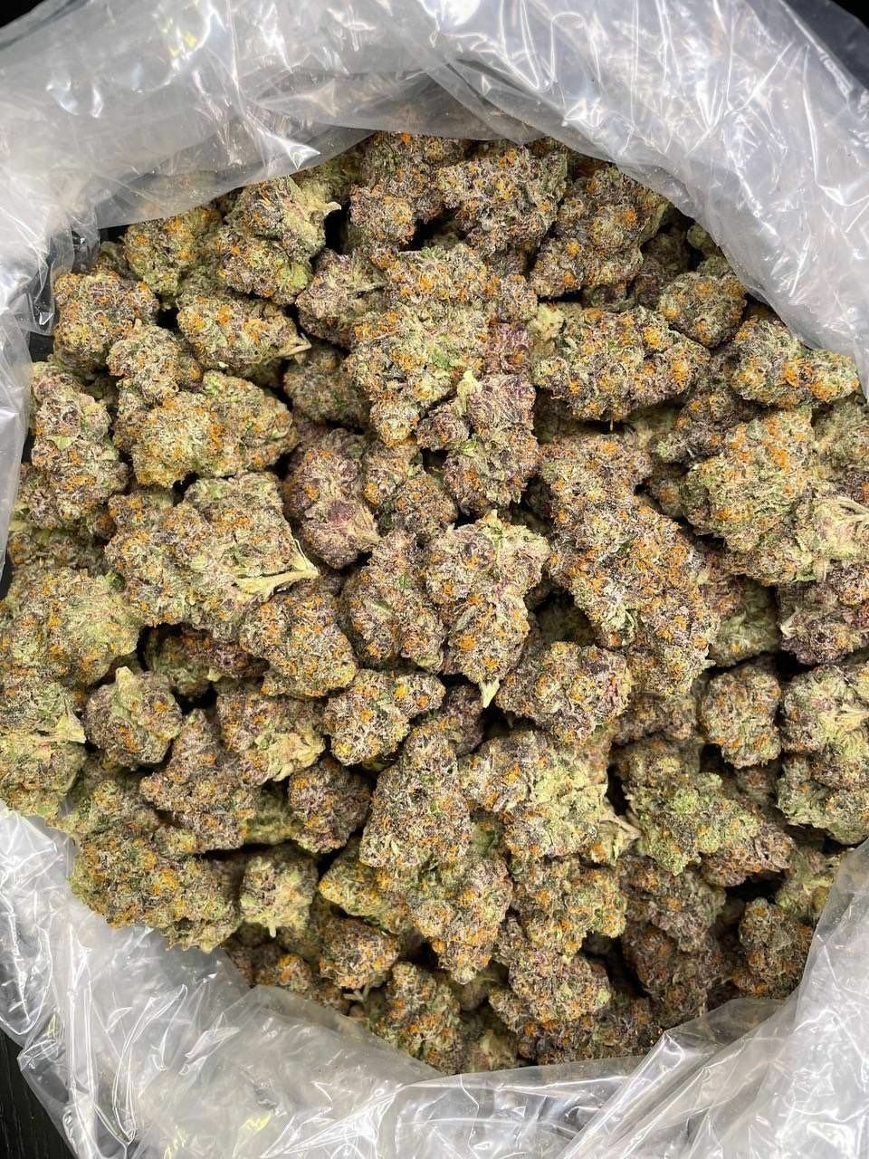 buy cannabis strains online, weed strains for sale online, premium cannabis strains TRĒ House, indica cannabis strains menu, sativa cannabis strains selection, hybrid cannabis strains collection, buy indica weed online, buy sativa weed online, buy hybrid cannabis strains online, best cannabis strains online, top weed strains for sale, TRĒ House cannabis menu, cannabis flower strains online, high quality weed strains, popular cannabis strains online, Northern Lights cannabis strain, Gelato Cake weed strain, GMO Cookies cannabis strain, Skywalker OG weed strain, White Tahoe Cookies strain, 9lb Hammer cannabis strain, Wedding Cake weed strain, Granddaddy Purp cannabis strain, Hindu Kush weed strain, Critical Kush cannabis strain, Pineapple Express weed strain, Purple Haze cannabis strain, Jack Herer weed strain, Durban Poison cannabis strain, Strawberry Cough weed strain, Sour Diesel cannabis strain, Green Crack weed strain, Super Silver Haze cannabis strain, Amnesia Haze weed strain, Lemon Haze cannabis strain, Trainwreck weed strain, Tangerine Dream cannabis strain, Runtz cannabis strain, Candyland weed strain, Gorilla Glue cannabis strain, Cherry Pie weed strain, Oreoz cannabis strain, Sundae Driver weed strain, Slurricane cannabis strain, Gushers cannabis strain, Mimosa cannabis strain, Skunk #1 weed strain, Permanent Marker cannabis strain, Bruce Banner #3 weed strain, Blue Gelato 41 cannabis strain, White Widow weed strain, OG Kush cannabis strain, Chiquita Banana weed strain, Orange Sherbet cannabis strain, premium weed menu online, buy weed strains online TRĒ House, cannabis products for sale online, shop cannabis strains online, best indica strains online, best sativa strains online, best hybrid cannabis strains online, top cannabis products online, high demand weed strains, buy cannabis flower online, cannabis strains collection TRĒ House, legal cannabis products online, trusted cannabis store online, cannabis strain variety online, buy premium weed online, cannabis strains marketplace, weed strains catalog online, buy top weed strains online, online cannabis shop TRĒ House, cannabis strains selection online, premium cannabis flower selection, buy cannabis products TRĒ House, best weed strains for beginners, high quality cannabis flower online, cannabis strains ecommerce store,