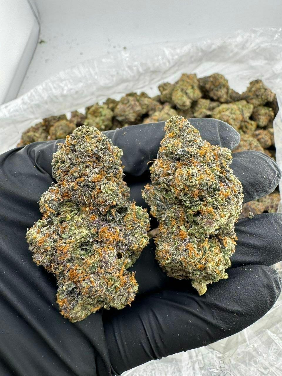 buy cannabis strains online, weed strains for sale online, premium cannabis strains TRĒ House, indica cannabis strains menu, sativa cannabis strains selection, hybrid cannabis strains collection, buy indica weed online, buy sativa weed online, buy hybrid cannabis strains online, best cannabis strains online, top weed strains for sale, TRĒ House cannabis menu, cannabis flower strains online, high quality weed strains, popular cannabis strains online, Northern Lights cannabis strain, Gelato Cake weed strain, GMO Cookies cannabis strain, Skywalker OG weed strain, White Tahoe Cookies strain, 9lb Hammer cannabis strain, Wedding Cake weed strain, Granddaddy Purp cannabis strain, Hindu Kush weed strain, Critical Kush cannabis strain, Pineapple Express weed strain, Purple Haze cannabis strain, Jack Herer weed strain, Durban Poison cannabis strain, Strawberry Cough weed strain, Sour Diesel cannabis strain, Green Crack weed strain, Super Silver Haze cannabis strain, Amnesia Haze weed strain, Lemon Haze cannabis strain, Trainwreck weed strain, Tangerine Dream cannabis strain, Runtz cannabis strain, Candyland weed strain, Gorilla Glue cannabis strain, Cherry Pie weed strain, Oreoz cannabis strain, Sundae Driver weed strain, Slurricane cannabis strain, Gushers cannabis strain, Mimosa cannabis strain, Skunk #1 weed strain, Permanent Marker cannabis strain, Bruce Banner #3 weed strain, Blue Gelato 41 cannabis strain, White Widow weed strain, OG Kush cannabis strain, Chiquita Banana weed strain, Orange Sherbet cannabis strain, premium weed menu online, buy weed strains online TRĒ House, cannabis products for sale online, shop cannabis strains online, best indica strains online, best sativa strains online, best hybrid cannabis strains online, top cannabis products online, high demand weed strains, buy cannabis flower online, cannabis strains collection TRĒ House, legal cannabis products online, trusted cannabis store online, cannabis strain variety online, buy premium weed online, cannabis strains marketplace, weed strains catalog online, buy top weed strains online, online cannabis shop TRĒ House, cannabis strains selection online, premium cannabis flower selection, buy cannabis products TRĒ House, best weed strains for beginners, high quality cannabis flower online, cannabis strains ecommerce store,