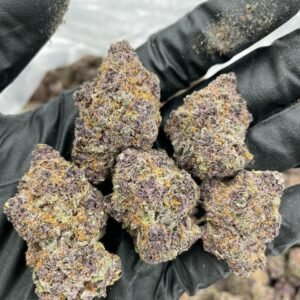 Orange Sherbet strain TRĒ House premium cannabis flower, buy Orange Sherbet strain online TRĒ House, TRĒ House Orange Sherbet weed strain for sale, premium hybrid cannabis Orange Sherbet TRĒ House, Orange Sherbet cannabis flower high quality TRĒ House, order Orange Sherbet weed online TRĒ House, Orange Sherbet strain top cannabis product TRĒ House, buy premium weed strain Orange Sherbet TRĒ House, Orange Sherbet cannabis buds close up TRĒ House, Orange Sherbet hybrid weed strain online TRĒ House, best Orange Sherbet strain to buy TRĒ House, Orange Sherbet strain online cannabis shop TRĒ House, Orange Sherbet premium weed flower TRĒ House, buy hybrid cannabis Orange Sherbet online TRĒ House, Orange Sherbet strain for sale online TRĒ House, Orange Sherbet cannabis product listing TRĒ House, Orange Sherbet strain high demand weed TRĒ House, Orange Sherbet premium cannabis selection TRĒ House, Orange Sherbet strain ecommerce product TRĒ House, Orange Sherbet cannabis flower for buyers TRĒ House, Orange Sherbet strain top weed strain online TRĒ House, Orange Sherbet hybrid cannabis product page TRĒ House, Orange Sherbet cannabis strain shop online TRĒ House, Orange Sherbet weed strain popular choice TRĒ House, Orange Sherbet premium weed strain for sale TRĒ House, Orange Sherbet cannabis buds detailed view TRĒ House, Orange Sherbet hybrid strain buy online TRĒ House, Orange Sherbet weed strain product image TRĒ House, Orange Sherbet cannabis strain listing online TRĒ House, Orange Sherbet premium cannabis flower shop TRĒ House, Orange Sherbet strain trusted weed product TRĒ House, Orange Sherbet cannabis flower high demand TRĒ House, Orange Sherbet hybrid weed strain premium TRĒ House, Orange Sherbet cannabis strain buy now TRĒ House, Orange Sherbet weed strain ecommerce listing TRĒ House, Orange Sherbet premium cannabis buds online TRĒ House, Orange Sherbet hybrid cannabis strain top rated TRĒ House, Orange Sherbet cannabis flower online store TRĒ House, Orange Sherbet weed strain product showcase TRĒ House, Orange Sherbet cannabis strain best seller TRĒ House, Orange Sherbet premium weed online shop TRĒ House, Orange Sherbet hybrid cannabis buds for sale TRĒ House, Orange Sherbet cannabis strain order online TRĒ House, Orange Sherbet weed strain top demand product TRĒ House, Orange Sherbet premium cannabis flower listing TRĒ House, Orange Sherbet hybrid strain popular weed TRĒ House, Orange Sherbet cannabis buds online purchase TRĒ House, Orange Sherbet weed strain high quality flower TRĒ House, Orange Sherbet cannabis product premium listing TRĒ House, Orange Sherbet hybrid weed strain best seller TRĒ House, Orange Sherbet cannabis flower shop online TRĒ House, Orange Sherbet premium weed strain ecommerce TRĒ House, Orange Sherbet cannabis strain product display TRĒ House, Orange Sherbet hybrid weed strain for buyers TRĒ House, Orange Sherbet cannabis buds premium quality TRĒ House, Orange Sherbet strain cannabis online store TRĒ House, Orange Sherbet weed strain product catalog TRĒ House, Orange Sherbet cannabis strain purchase online TRĒ House, Orange Sherbet premium hybrid weed strain TRĒ House, Orange Sherbet cannabis flower top selection TRĒ House, Orange Sherbet weed strain strong demand TRĒ House, Orange Sherbet cannabis product online shop TRĒ House, Orange Sherbet hybrid cannabis strain listing TRĒ House, Orange Sherbet weed strain premium product page TRĒ House, Orange Sherbet cannabis buds online shop TRĒ House, Orange Sherbet strain high quality cannabis TRĒ House, Orange Sherbet weed strain online purchase TRĒ House, Orange Sherbet cannabis flower product image TRĒ House, Orange Sherbet premium cannabis strain listing TRĒ House, Orange Sherbet hybrid weed strain top choice TRĒ House, Orange Sherbet cannabis buds ecommerce store TRĒ House, Orange Sherbet weed strain trusted product TRĒ House, Orange Sherbet cannabis strain premium quality TRĒ House, Orange Sherbet hybrid weed strain online store TRĒ House, buy cannabis strains online, weed strains for sale online, premium cannabis strains TRĒ House, indica cannabis strains menu, sativa cannabis strains selection, hybrid cannabis strains collection, buy indica weed online, buy sativa weed online, buy hybrid cannabis strains online, best cannabis strains online, top weed strains for sale, TRĒ House cannabis menu, cannabis flower strains online, high quality weed strains, popular cannabis strains online, Northern Lights cannabis strain, Gelato Cake weed strain, GMO Cookies cannabis strain, Skywalker OG weed strain, White Tahoe Cookies strain, 9lb Hammer cannabis strain, Wedding Cake weed strain, Granddaddy Purp cannabis strain, Hindu Kush weed strain, Critical Kush cannabis strain, Pineapple Express weed strain, Purple Haze cannabis strain, Jack Herer weed strain, Durban Poison cannabis strain, Strawberry Cough weed strain, Sour Diesel cannabis strain, Green Crack weed strain, Super Silver Haze cannabis strain, Amnesia Haze weed strain, Lemon Haze cannabis strain, Trainwreck weed strain, Tangerine Dream cannabis strain, Runtz cannabis strain, Candyland weed strain, Gorilla Glue cannabis strain, Cherry Pie weed strain, Oreoz cannabis strain, Sundae Driver weed strain, Slurricane cannabis strain, Gushers cannabis strain, Mimosa cannabis strain, Skunk #1 weed strain, Permanent Marker cannabis strain, Bruce Banner #3 weed strain, Blue Gelato 41 cannabis strain, White Widow weed strain, OG Kush cannabis strain, Chiquita Banana weed strain, Orange Sherbet cannabis strain, premium weed menu online, buy weed strains online TRĒ House, cannabis products for sale online, shop cannabis strains online, best indica strains online, best sativa strains online, best hybrid cannabis strains online, top cannabis products online, high demand weed strains, buy cannabis flower online, cannabis strains collection TRĒ House, legal cannabis products online, trusted cannabis store online, cannabis strain variety online, buy premium weed online, cannabis strains marketplace, weed strains catalog online, buy top weed strains online, online cannabis shop TRĒ House, cannabis strains selection online, premium cannabis flower selection, buy cannabis products TRĒ House, best weed strains for beginners, high quality cannabis flower online, cannabis strains ecommerce store,