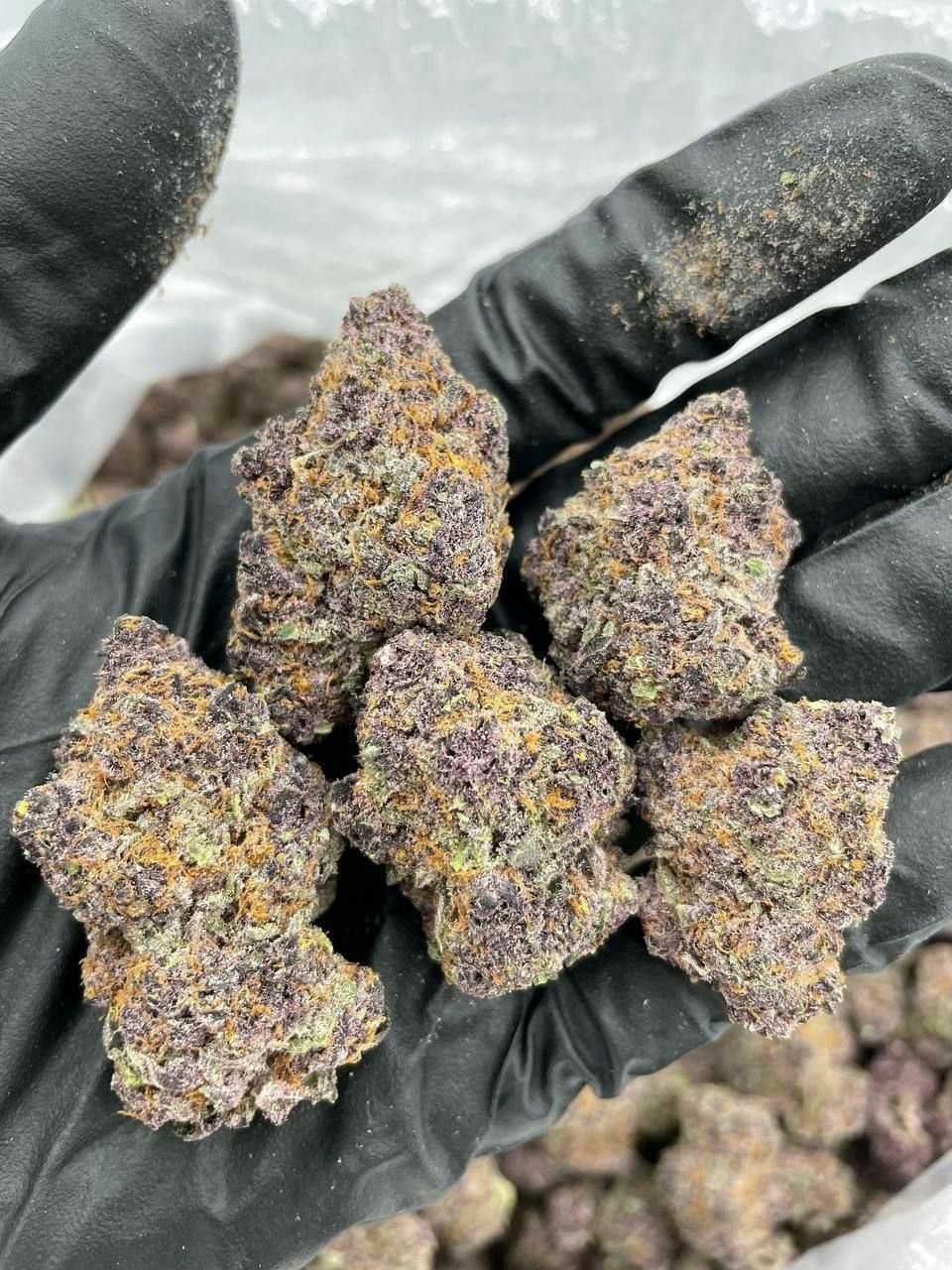 buy cannabis strains online, weed strains for sale online, premium cannabis strains TRĒ House, indica cannabis strains menu, sativa cannabis strains selection, hybrid cannabis strains collection, buy indica weed online, buy sativa weed online, buy hybrid cannabis strains online, best cannabis strains online, top weed strains for sale, TRĒ House cannabis menu, cannabis flower strains online, high quality weed strains, popular cannabis strains online, Northern Lights cannabis strain, Gelato Cake weed strain, GMO Cookies cannabis strain, Skywalker OG weed strain, White Tahoe Cookies strain, 9lb Hammer cannabis strain, Wedding Cake weed strain, Granddaddy Purp cannabis strain, Hindu Kush weed strain, Critical Kush cannabis strain, Pineapple Express weed strain, Purple Haze cannabis strain, Jack Herer weed strain, Durban Poison cannabis strain, Strawberry Cough weed strain, Sour Diesel cannabis strain, Green Crack weed strain, Super Silver Haze cannabis strain, Amnesia Haze weed strain, Lemon Haze cannabis strain, Trainwreck weed strain, Tangerine Dream cannabis strain, Runtz cannabis strain, Candyland weed strain, Gorilla Glue cannabis strain, Cherry Pie weed strain, Oreoz cannabis strain, Sundae Driver weed strain, Slurricane cannabis strain, Gushers cannabis strain, Mimosa cannabis strain, Skunk #1 weed strain, Permanent Marker cannabis strain, Bruce Banner #3 weed strain, Blue Gelato 41 cannabis strain, White Widow weed strain, OG Kush cannabis strain, Chiquita Banana weed strain, Orange Sherbet cannabis strain, premium weed menu online, buy weed strains online TRĒ House, cannabis products for sale online, shop cannabis strains online, best indica strains online, best sativa strains online, best hybrid cannabis strains online, top cannabis products online, high demand weed strains, buy cannabis flower online, cannabis strains collection TRĒ House, legal cannabis products online, trusted cannabis store online, cannabis strain variety online, buy premium weed online, cannabis strains marketplace, weed strains catalog online, buy top weed strains online, online cannabis shop TRĒ House, cannabis strains selection online, premium cannabis flower selection, buy cannabis products TRĒ House, best weed strains for beginners, high quality cannabis flower online, cannabis strains ecommerce store,