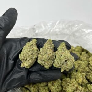 Oreoz strain TRĒ House premium cannabis flower, buy Oreoz strain online TRĒ House, TRĒ House Oreoz weed strain for sale, premium indica cannabis Oreoz TRĒ House, Oreoz cannabis flower high quality TRĒ House, order Oreoz weed online TRĒ House, Oreoz strain top cannabis product TRĒ House, buy premium weed strain Oreoz TRĒ House, Oreoz cannabis buds close up TRĒ House, Oreoz indica weed strain online TRĒ House, best Oreoz strain to buy TRĒ House, Oreoz strain online cannabis shop TRĒ House, Oreoz premium weed flower TRĒ House, buy indica cannabis Oreoz online TRĒ House, Oreoz strain for sale online TRĒ House, Oreoz cannabis product listing TRĒ House, Oreoz strain high demand weed TRĒ House, Oreoz premium cannabis selection TRĒ House, Oreoz strain ecommerce product TRĒ House, Oreoz cannabis flower for buyers TRĒ House, Oreoz strain top weed strain online TRĒ House, Oreoz indica cannabis product page TRĒ House, Oreoz cannabis strain shop online TRĒ House, Oreoz weed strain popular choice TRĒ House, Oreoz premium weed strain for sale TRĒ House, Oreoz cannabis buds detailed view TRĒ House, Oreoz indica strain buy online TRĒ House, Oreoz weed strain product image TRĒ House, Oreoz cannabis strain listing online TRĒ House, Oreoz premium cannabis flower shop TRĒ House, Oreoz strain trusted weed product TRĒ House, Oreoz cannabis flower high demand TRĒ House, Oreoz indica weed strain premium TRĒ House, Oreoz cannabis strain buy now TRĒ House, Oreoz weed strain ecommerce listing TRĒ House, Oreoz premium cannabis buds online TRĒ House, Oreoz indica cannabis strain top rated TRĒ House, Oreoz cannabis flower online store TRĒ House, Oreoz weed strain product showcase TRĒ House, Oreoz cannabis strain best seller TRĒ House, Oreoz premium weed online shop TRĒ House, Oreoz indica cannabis buds for sale TRĒ House, Oreoz cannabis strain order online TRĒ House, Oreoz weed strain top demand product TRĒ House, Oreoz premium cannabis flower listing TRĒ House, Oreoz indica strain popular weed TRĒ House, Oreoz cannabis buds online purchase TRĒ House, Oreoz weed strain high quality flower TRĒ House, Oreoz cannabis product premium listing TRĒ House, Oreoz indica weed strain best seller TRĒ House, Oreoz cannabis flower shop online TRĒ House, Oreoz premium weed strain ecommerce TRĒ House, Oreoz cannabis strain product display TRĒ House, Oreoz indica weed strain for buyers TRĒ House, Oreoz cannabis buds premium quality TRĒ House, Oreoz strain cannabis online store TRĒ House, Oreoz weed strain product catalog TRĒ House, Oreoz cannabis strain purchase online TRĒ House, Oreoz premium indica weed strain TRĒ House, Oreoz cannabis flower top selection TRĒ House, Oreoz weed strain strong demand TRĒ House, Oreoz cannabis product online shop TRĒ House, Oreoz indica cannabis strain listing TRĒ House, Oreoz weed strain premium product page TRĒ House, Oreoz cannabis buds online shop TRĒ House, Oreoz strain high quality cannabis TRĒ House, Oreoz weed strain online purchase TRĒ House, Oreoz cannabis flower product image TRĒ House, Oreoz premium cannabis strain listing TRĒ House, Oreoz indica weed strain top choice TRĒ House, Oreoz cannabis buds ecommerce store TRĒ House, Oreoz weed strain trusted product TRĒ House, Oreoz cannabis strain premium quality TRĒ House, Oreoz indica weed strain online store TRĒ House, buy cannabis strains online, weed strains for sale online, premium cannabis strains TRĒ House, indica cannabis strains menu, sativa cannabis strains selection, hybrid cannabis strains collection, buy indica weed online, buy sativa weed online, buy hybrid cannabis strains online, best cannabis strains online, top weed strains for sale, TRĒ House cannabis menu, cannabis flower strains online, high quality weed strains, popular cannabis strains online, Northern Lights cannabis strain, Gelato Cake weed strain, GMO Cookies cannabis strain, Skywalker OG weed strain, White Tahoe Cookies strain, 9lb Hammer cannabis strain, Wedding Cake weed strain, Granddaddy Purp cannabis strain, Hindu Kush weed strain, Critical Kush cannabis strain, Pineapple Express weed strain, Purple Haze cannabis strain, Jack Herer weed strain, Durban Poison cannabis strain, Strawberry Cough weed strain, Sour Diesel cannabis strain, Green Crack weed strain, Super Silver Haze cannabis strain, Amnesia Haze weed strain, Lemon Haze cannabis strain, Trainwreck weed strain, Tangerine Dream cannabis strain, Runtz cannabis strain, Candyland weed strain, Gorilla Glue cannabis strain, Cherry Pie weed strain, Oreoz cannabis strain, Sundae Driver weed strain, Slurricane cannabis strain, Gushers cannabis strain, Mimosa cannabis strain, Skunk #1 weed strain, Permanent Marker cannabis strain, Bruce Banner #3 weed strain, Blue Gelato 41 cannabis strain, White Widow weed strain, OG Kush cannabis strain, Chiquita Banana weed strain, Orange Sherbet cannabis strain, premium weed menu online, buy weed strains online TRĒ House, cannabis products for sale online, shop cannabis strains online, best indica strains online, best sativa strains online, best hybrid cannabis strains online, top cannabis products online, high demand weed strains, buy cannabis flower online, cannabis strains collection TRĒ House, legal cannabis products online, trusted cannabis store online, cannabis strain variety online, buy premium weed online, cannabis strains marketplace, weed strains catalog online, buy top weed strains online, online cannabis shop TRĒ House, cannabis strains selection online, premium cannabis flower selection, buy cannabis products TRĒ House, best weed strains for beginners, high quality cannabis flower online, cannabis strains ecommerce store,