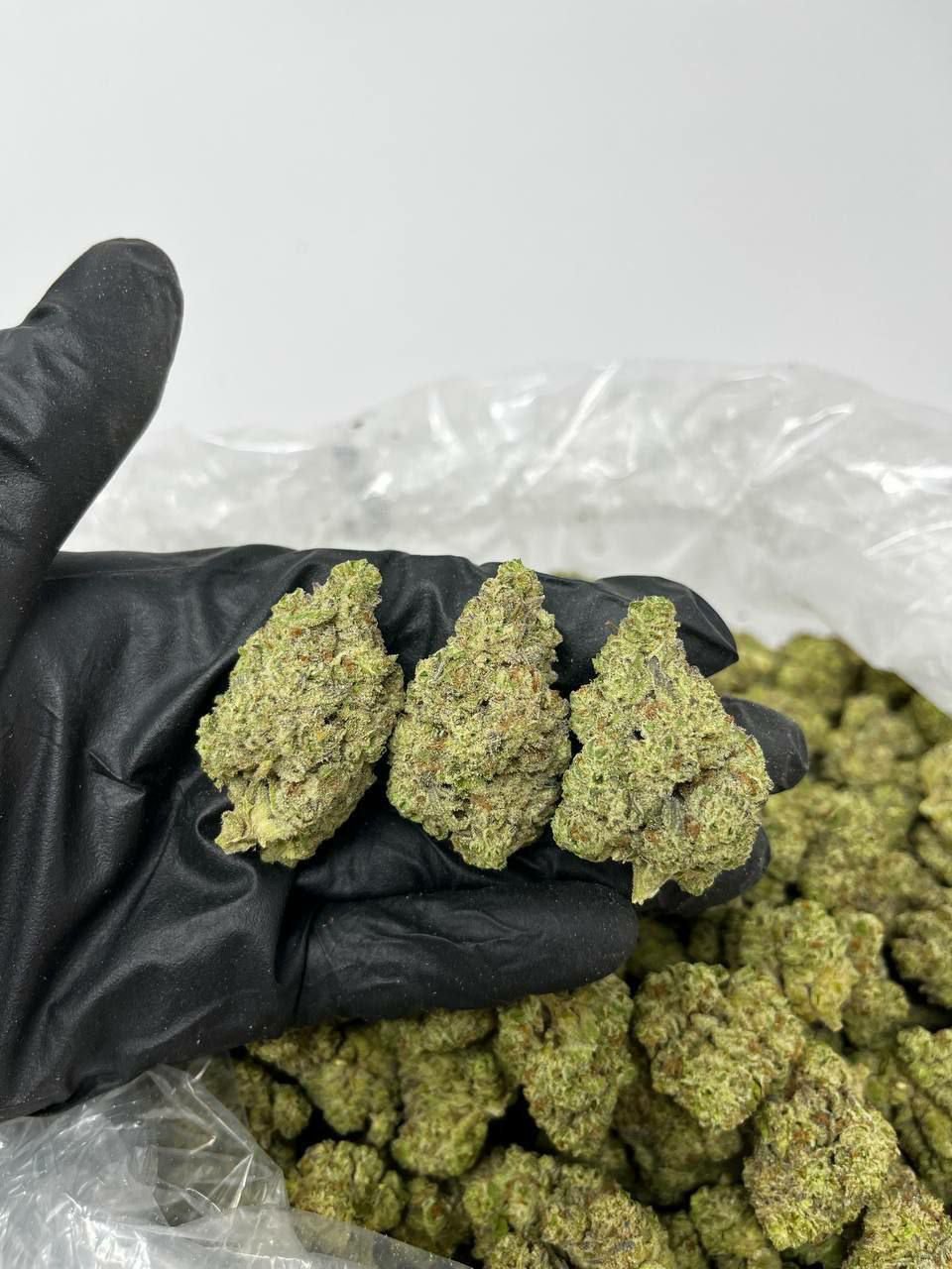 buy cannabis strains online, weed strains for sale online, premium cannabis strains TRĒ House, indica cannabis strains menu, sativa cannabis strains selection, hybrid cannabis strains collection, buy indica weed online, buy sativa weed online, buy hybrid cannabis strains online, best cannabis strains online, top weed strains for sale, TRĒ House cannabis menu, cannabis flower strains online, high quality weed strains, popular cannabis strains online, Northern Lights cannabis strain, Gelato Cake weed strain, GMO Cookies cannabis strain, Skywalker OG weed strain, White Tahoe Cookies strain, 9lb Hammer cannabis strain, Wedding Cake weed strain, Granddaddy Purp cannabis strain, Hindu Kush weed strain, Critical Kush cannabis strain, Pineapple Express weed strain, Purple Haze cannabis strain, Jack Herer weed strain, Durban Poison cannabis strain, Strawberry Cough weed strain, Sour Diesel cannabis strain, Green Crack weed strain, Super Silver Haze cannabis strain, Amnesia Haze weed strain, Lemon Haze cannabis strain, Trainwreck weed strain, Tangerine Dream cannabis strain, Runtz cannabis strain, Candyland weed strain, Gorilla Glue cannabis strain, Cherry Pie weed strain, Oreoz cannabis strain, Sundae Driver weed strain, Slurricane cannabis strain, Gushers cannabis strain, Mimosa cannabis strain, Skunk #1 weed strain, Permanent Marker cannabis strain, Bruce Banner #3 weed strain, Blue Gelato 41 cannabis strain, White Widow weed strain, OG Kush cannabis strain, Chiquita Banana weed strain, Orange Sherbet cannabis strain, premium weed menu online, buy weed strains online TRĒ House, cannabis products for sale online, shop cannabis strains online, best indica strains online, best sativa strains online, best hybrid cannabis strains online, top cannabis products online, high demand weed strains, buy cannabis flower online, cannabis strains collection TRĒ House, legal cannabis products online, trusted cannabis store online, cannabis strain variety online, buy premium weed online, cannabis strains marketplace, weed strains catalog online, buy top weed strains online, online cannabis shop TRĒ House, cannabis strains selection online, premium cannabis flower selection, buy cannabis products TRĒ House, best weed strains for beginners, high quality cannabis flower online, cannabis strains ecommerce store,