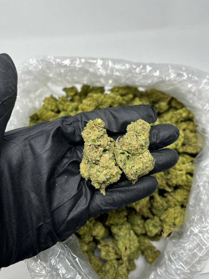 TRĒ House USA premium cannabis flower, TRĒ House USA exotic cannabis strains, TRĒ House USA indoor weed strains, buy cannabis online TRĒ House USA, TRĒ House USA dispensary online USA, TRĒ House USA weed delivery USA, TRĒ House USA discreet cannabis shipping, TRĒ House USA bulk weed deals, TRĒ House USA ounce weed deals, TRĒ House USA pound cannabis deals, TRĒ House USA indica cannabis strains, TRĒ House USA sativa cannabis strains, TRĒ House USA hybrid cannabis strains, TRĒ House USA OG Kush cannabis, TRĒ House USA Gelato cannabis strain, TRĒ House USA Pineapple Express weed, TRĒ House USA Northern Lights strain, TRĒ House USA Sour Diesel strain, TRĒ House USA Gorilla Glue cannabis, TRĒ House USA Diamond OG strain, TRĒ House USA Gas OG cannabis, TRĒ House USA Gary Payton strain, TRĒ House USA Bubblegum cannabis strain, TRĒ House USA Tangerine Dream strain, TRĒ House USA Strawberry Cake strain, TRĒ House USA BlackBerry Gelato strain, TRĒ House USA premium weed buds, TRĒ House USA high potency cannabis, TRĒ House USA top shelf marijuana, TRĒ House USA lab tested weed, TRĒ House USA organic cannabis products, TRĒ House USA THC vape cartridges, TRĒ House USA disposable weed vapes, TRĒ House USA live resin vape carts, TRĒ House USA delta 8 vape cartridges, TRĒ House USA delta 9 THC vapes, TRĒ House USA cannabis vape pens, TRĒ House USA THC gummies, TRĒ House USA cannabis edibles gummies, TRĒ House USA infused edibles, TRĒ House USA THC chocolate edibles, TRĒ House USA cannabis concentrates, TRĒ House USA wax dabs, TRĒ House USA shatter concentrates, TRĒ House USA live resin concentrates, TRĒ House USA rosin cannabis extract, TRĒ House USA CBD products, TRĒ House USA CBD oil tinctures, TRĒ House USA CBD gummies, TRĒ House USA hemp derived THC products, TRĒ House USA cannabis pre rolls, TRĒ House USA infused pre rolls, TRĒ House USA moonrocks cannabis, TRĒ House USA cannabis accessories, TRĒ House USA rolling papers, TRĒ House USA weed grinders, TRĒ House USA glass bongs, TRĒ House USA weed pipes, TRĒ House USA cannabis lifestyle products, TRĒ House USA premium cannabis packaging, TRĒ House USA weed jars packaging, TRĒ House USA cannabis product range, TRĒ House USA online weed shop USA, TRĒ House USA best cannabis online store, TRĒ House USA trusted weed supplier USA, TRĒ House USA affordable cannabis products, TRĒ House USA high quality marijuana USA, TRĒ House USA fast weed shipping USA, TRĒ House USA discreet weed packaging USA, TRĒ House USA cannabis deals online USA, TRĒ House USA buy THC products online USA, Pineapple Kush strain TRĒ House premium cannabis flower, buy Pineapple Kush strain online TRĒ House, TRĒ House Pineapple Kush weed strain for sale, premium indica cannabis Pineapple Kush TRĒ House, Pineapple Kush cannabis flower high quality TRĒ House, order Pineapple Kush weed online TRĒ House, Pineapple Kush strain top cannabis product TRĒ House, buy premium weed strain Pineapple Kush TRĒ House, Pineapple Kush cannabis buds close up TRĒ House, Pineapple Kush indica weed strain online TRĒ House, best Pineapple Kush strain to buy TRĒ House, Pineapple Kush strain online cannabis shop TRĒ House, Pineapple Kush premium weed flower TRĒ House, buy indica cannabis Pineapple Kush online TRĒ House, Pineapple Kush strain for sale online TRĒ House, Pineapple Kush cannabis product listing TRĒ House, Pineapple Kush strain high demand weed TRĒ House, Pineapple Kush premium cannabis selection TRĒ House, Pineapple Kush strain ecommerce product TRĒ House, Pineapple Kush cannabis flower for buyers TRĒ House, Pineapple Kush strain top weed strain online TRĒ House, Pineapple Kush indica cannabis product page TRĒ House, Pineapple Kush cannabis strain shop online TRĒ House, Pineapple Kush weed strain popular choice TRĒ House, Pineapple Kush premium weed strain for sale TRĒ House, Pineapple Kush cannabis buds detailed view TRĒ House, Pineapple Kush indica strain buy online TRĒ House, Pineapple Kush weed strain product image TRĒ House, Pineapple Kush cannabis strain listing online TRĒ House, Pineapple Kush premium cannabis flower shop TRĒ House, Pineapple Kush strain trusted weed product TRĒ House, Pineapple Kush cannabis flower high demand TRĒ House, Pineapple Kush indica weed strain premium TRĒ House, Pineapple Kush cannabis strain buy now TRĒ House, Pineapple Kush weed strain ecommerce listing TRĒ House, Pineapple Kush premium cannabis buds online TRĒ House, Pineapple Kush indica cannabis strain top rated TRĒ House, Pineapple Kush cannabis flower online store TRĒ House, Pineapple Kush weed strain product showcase TRĒ House, Pineapple Kush cannabis strain best seller TRĒ House, Pineapple Kush premium weed online shop TRĒ House, Pineapple Kush indica cannabis buds for sale TRĒ House, Pineapple Kush cannabis strain order online TRĒ House, Pineapple Kush weed strain top demand product TRĒ House, Pineapple Kush premium cannabis flower listing TRĒ House, Pineapple Kush indica strain popular weed TRĒ House, Pineapple Kush cannabis buds online purchase TRĒ House, Pineapple Kush weed strain high quality flower TRĒ House, Pineapple Kush cannabis product premium listing TRĒ House, Pineapple Kush indica weed strain best seller TRĒ House, Pineapple Kush cannabis flower shop online TRĒ House, Pineapple Kush premium weed strain ecommerce TRĒ House, Pineapple Kush cannabis strain product display TRĒ House, Pineapple Kush indica weed strain for buyers TRĒ House, Pineapple Kush cannabis buds premium quality TRĒ House, Pineapple Kush strain cannabis online store TRĒ House, Pineapple Kush weed strain product catalog TRĒ House, Pineapple Kush cannabis strain purchase online TRĒ House, Pineapple Kush premium indica weed strain TRĒ House, Pineapple Kush cannabis flower top selection TRĒ House, Pineapple Kush weed strain strong demand TRĒ House, Pineapple Kush cannabis product online shop TRĒ House, Pineapple Kush indica cannabis strain listing TRĒ House, Pineapple Kush weed strain premium product page TRĒ House, Pineapple Kush cannabis buds online shop TRĒ House, Pineapple Kush strain high quality cannabis TRĒ House, Pineapple Kush weed strain online purchase TRĒ House, Pineapple Kush cannabis flower product image TRĒ House, Pineapple Kush premium cannabis strain listing TRĒ House, Pineapple Kush indica weed strain top choice TRĒ House, Pineapple Kush cannabis buds ecommerce store TRĒ House, Pineapple Kush weed strain trusted product TRĒ House, Pineapple Kush cannabis strain premium quality TRĒ House, Pineapple Kush indica weed strain online store TRĒ House,