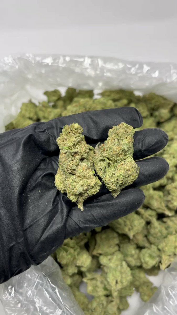 TRĒ House USA premium cannabis flower, TRĒ House USA exotic cannabis strains, TRĒ House USA indoor weed strains, buy cannabis online TRĒ House USA, TRĒ House USA dispensary online USA, TRĒ House USA weed delivery USA, TRĒ House USA discreet cannabis shipping, TRĒ House USA bulk weed deals, TRĒ House USA ounce weed deals, TRĒ House USA pound cannabis deals, TRĒ House USA indica cannabis strains, TRĒ House USA sativa cannabis strains, TRĒ House USA hybrid cannabis strains, TRĒ House USA OG Kush cannabis, TRĒ House USA Gelato cannabis strain, TRĒ House USA Pineapple Express weed, TRĒ House USA Northern Lights strain, TRĒ House USA Sour Diesel strain, TRĒ House USA Gorilla Glue cannabis, TRĒ House USA Diamond OG strain, TRĒ House USA Gas OG cannabis, TRĒ House USA Gary Payton strain, TRĒ House USA Bubblegum cannabis strain, TRĒ House USA Tangerine Dream strain, TRĒ House USA Strawberry Cake strain, TRĒ House USA BlackBerry Gelato strain, TRĒ House USA premium weed buds, TRĒ House USA high potency cannabis, TRĒ House USA top shelf marijuana, TRĒ House USA lab tested weed, TRĒ House USA organic cannabis products, TRĒ House USA THC vape cartridges, TRĒ House USA disposable weed vapes, TRĒ House USA live resin vape carts, TRĒ House USA delta 8 vape cartridges, TRĒ House USA delta 9 THC vapes, TRĒ House USA cannabis vape pens, TRĒ House USA THC gummies, TRĒ House USA cannabis edibles gummies, TRĒ House USA infused edibles, TRĒ House USA THC chocolate edibles, TRĒ House USA cannabis concentrates, TRĒ House USA wax dabs, TRĒ House USA shatter concentrates, TRĒ House USA live resin concentrates, TRĒ House USA rosin cannabis extract, TRĒ House USA CBD products, TRĒ House USA CBD oil tinctures, TRĒ House USA CBD gummies, TRĒ House USA hemp derived THC products, TRĒ House USA cannabis pre rolls, TRĒ House USA infused pre rolls, TRĒ House USA moonrocks cannabis, TRĒ House USA cannabis accessories, TRĒ House USA rolling papers, TRĒ House USA weed grinders, TRĒ House USA glass bongs, TRĒ House USA weed pipes, TRĒ House USA cannabis lifestyle products, TRĒ House USA premium cannabis packaging, TRĒ House USA weed jars packaging, TRĒ House USA cannabis product range, TRĒ House USA online weed shop USA, TRĒ House USA best cannabis online store, TRĒ House USA trusted weed supplier USA, TRĒ House USA affordable cannabis products, TRĒ House USA high quality marijuana USA, TRĒ House USA fast weed shipping USA, TRĒ House USA discreet weed packaging USA, TRĒ House USA cannabis deals online USA, TRĒ House USA buy THC products online USA, Pineapple Kush strain TRĒ House premium cannabis flower, buy Pineapple Kush strain online TRĒ House, TRĒ House Pineapple Kush weed strain for sale, premium indica cannabis Pineapple Kush TRĒ House, Pineapple Kush cannabis flower high quality TRĒ House, order Pineapple Kush weed online TRĒ House, Pineapple Kush strain top cannabis product TRĒ House, buy premium weed strain Pineapple Kush TRĒ House, Pineapple Kush cannabis buds close up TRĒ House, Pineapple Kush indica weed strain online TRĒ House, best Pineapple Kush strain to buy TRĒ House, Pineapple Kush strain online cannabis shop TRĒ House, Pineapple Kush premium weed flower TRĒ House, buy indica cannabis Pineapple Kush online TRĒ House, Pineapple Kush strain for sale online TRĒ House, Pineapple Kush cannabis product listing TRĒ House, Pineapple Kush strain high demand weed TRĒ House, Pineapple Kush premium cannabis selection TRĒ House, Pineapple Kush strain ecommerce product TRĒ House, Pineapple Kush cannabis flower for buyers TRĒ House, Pineapple Kush strain top weed strain online TRĒ House, Pineapple Kush indica cannabis product page TRĒ House, Pineapple Kush cannabis strain shop online TRĒ House, Pineapple Kush weed strain popular choice TRĒ House, Pineapple Kush premium weed strain for sale TRĒ House, Pineapple Kush cannabis buds detailed view TRĒ House, Pineapple Kush indica strain buy online TRĒ House, Pineapple Kush weed strain product image TRĒ House, Pineapple Kush cannabis strain listing online TRĒ House, Pineapple Kush premium cannabis flower shop TRĒ House, Pineapple Kush strain trusted weed product TRĒ House, Pineapple Kush cannabis flower high demand TRĒ House, Pineapple Kush indica weed strain premium TRĒ House, Pineapple Kush cannabis strain buy now TRĒ House, Pineapple Kush weed strain ecommerce listing TRĒ House, Pineapple Kush premium cannabis buds online TRĒ House, Pineapple Kush indica cannabis strain top rated TRĒ House, Pineapple Kush cannabis flower online store TRĒ House, Pineapple Kush weed strain product showcase TRĒ House, Pineapple Kush cannabis strain best seller TRĒ House, Pineapple Kush premium weed online shop TRĒ House, Pineapple Kush indica cannabis buds for sale TRĒ House, Pineapple Kush cannabis strain order online TRĒ House, Pineapple Kush weed strain top demand product TRĒ House, Pineapple Kush premium cannabis flower listing TRĒ House, Pineapple Kush indica strain popular weed TRĒ House, Pineapple Kush cannabis buds online purchase TRĒ House, Pineapple Kush weed strain high quality flower TRĒ House, Pineapple Kush cannabis product premium listing TRĒ House, Pineapple Kush indica weed strain best seller TRĒ House, Pineapple Kush cannabis flower shop online TRĒ House, Pineapple Kush premium weed strain ecommerce TRĒ House, Pineapple Kush cannabis strain product display TRĒ House, Pineapple Kush indica weed strain for buyers TRĒ House, Pineapple Kush cannabis buds premium quality TRĒ House, Pineapple Kush strain cannabis online store TRĒ House, Pineapple Kush weed strain product catalog TRĒ House, Pineapple Kush cannabis strain purchase online TRĒ House, Pineapple Kush premium indica weed strain TRĒ House, Pineapple Kush cannabis flower top selection TRĒ House, Pineapple Kush weed strain strong demand TRĒ House, Pineapple Kush cannabis product online shop TRĒ House, Pineapple Kush indica cannabis strain listing TRĒ House, Pineapple Kush weed strain premium product page TRĒ House, Pineapple Kush cannabis buds online shop TRĒ House, Pineapple Kush strain high quality cannabis TRĒ House, Pineapple Kush weed strain online purchase TRĒ House, Pineapple Kush cannabis flower product image TRĒ House, Pineapple Kush premium cannabis strain listing TRĒ House, Pineapple Kush indica weed strain top choice TRĒ House, Pineapple Kush cannabis buds ecommerce store TRĒ House, Pineapple Kush weed strain trusted product TRĒ House, Pineapple Kush cannabis strain premium quality TRĒ House, Pineapple Kush indica weed strain online store TRĒ House,