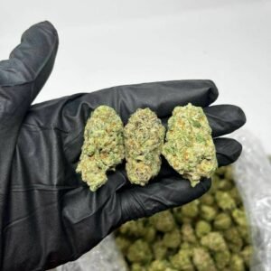 TRĒ House USA premium cannabis flower, TRĒ House USA exotic cannabis strains, TRĒ House USA indoor weed strains, buy cannabis online TRĒ House USA, TRĒ House USA dispensary online USA, TRĒ House USA weed delivery USA, TRĒ House USA discreet cannabis shipping, TRĒ House USA bulk weed deals, TRĒ House USA ounce weed deals, TRĒ House USA pound cannabis deals, TRĒ House USA indica cannabis strains, TRĒ House USA sativa cannabis strains, TRĒ House USA hybrid cannabis strains, TRĒ House USA OG Kush cannabis, TRĒ House USA Gelato cannabis strain, TRĒ House USA Pineapple Express weed, TRĒ House USA Northern Lights strain, TRĒ House USA Sour Diesel strain, TRĒ House USA Gorilla Glue cannabis, TRĒ House USA Diamond OG strain, TRĒ House USA Gas OG cannabis, TRĒ House USA Gary Payton strain, TRĒ House USA Bubblegum cannabis strain, TRĒ House USA Tangerine Dream strain, TRĒ House USA Strawberry Cake strain, TRĒ House USA BlackBerry Gelato strain, TRĒ House USA premium weed buds, TRĒ House USA high potency cannabis, TRĒ House USA top shelf marijuana, TRĒ House USA lab tested weed, TRĒ House USA organic cannabis products, TRĒ House USA THC vape cartridges, TRĒ House USA disposable weed vapes, TRĒ House USA live resin vape carts, TRĒ House USA delta 8 vape cartridges, TRĒ House USA delta 9 THC vapes, TRĒ House USA cannabis vape pens, TRĒ House USA THC gummies, TRĒ House USA cannabis edibles gummies, TRĒ House USA infused edibles, TRĒ House USA THC chocolate edibles, TRĒ House USA cannabis concentrates, TRĒ House USA wax dabs, TRĒ House USA shatter concentrates, TRĒ House USA live resin concentrates, TRĒ House USA rosin cannabis extract, TRĒ House USA CBD products, TRĒ House USA CBD oil tinctures, TRĒ House USA CBD gummies, TRĒ House USA hemp derived THC products, TRĒ House USA cannabis pre rolls, TRĒ House USA infused pre rolls, TRĒ House USA moonrocks cannabis, TRĒ House USA cannabis accessories, TRĒ House USA rolling papers, TRĒ House USA weed grinders, TRĒ House USA glass bongs, TRĒ House USA weed pipes, TRĒ House USA cannabis lifestyle products, TRĒ House USA premium cannabis packaging, TRĒ House USA weed jars packaging, TRĒ House USA cannabis product range, TRĒ House USA online weed shop USA, TRĒ House USA best cannabis online store, TRĒ House USA trusted weed supplier USA, TRĒ House USA affordable cannabis products, TRĒ House USA high quality marijuana USA, TRĒ House USA fast weed shipping USA, TRĒ House USA discreet weed packaging USA, TRĒ House USA cannabis deals online USA, TRĒ House USA buy THC products online USA, Purple Haze strain TRĒ House premium cannabis flower, buy Purple Haze strain online TRĒ House, TRĒ House Purple Haze weed strain for sale, premium sativa cannabis Purple Haze TRĒ House, Purple Haze cannabis flower high quality TRĒ House, order Purple Haze weed online TRĒ House, Purple Haze strain top cannabis product TRĒ House, buy premium weed strain Purple Haze TRĒ House, Purple Haze cannabis buds close up TRĒ House, Purple Haze sativa weed strain online TRĒ House, best Purple Haze strain to buy TRĒ House, Purple Haze strain online cannabis shop TRĒ House, Purple Haze premium weed flower TRĒ House, buy sativa cannabis Purple Haze online TRĒ House, Purple Haze strain for sale online TRĒ House, Purple Haze cannabis product listing TRĒ House, Purple Haze strain high demand weed TRĒ House, Purple Haze premium cannabis selection TRĒ House, Purple Haze strain ecommerce product TRĒ House, Purple Haze cannabis flower for buyers TRĒ House, Purple Haze strain top weed strain online TRĒ House, Purple Haze sativa cannabis product page TRĒ House, Purple Haze cannabis strain shop online TRĒ House, Purple Haze weed strain popular choice TRĒ House, Purple Haze premium weed strain for sale TRĒ House, Purple Haze cannabis buds detailed view TRĒ House, Purple Haze sativa strain buy online TRĒ House, Purple Haze weed strain product image TRĒ House, Purple Haze cannabis strain listing online TRĒ House, Purple Haze premium cannabis flower shop TRĒ House, Purple Haze strain trusted weed product TRĒ House, Purple Haze cannabis flower high demand TRĒ House, Purple Haze sativa weed strain premium TRĒ House, Purple Haze cannabis strain buy now TRĒ House, Purple Haze weed strain ecommerce listing TRĒ House, Purple Haze premium cannabis buds online TRĒ House, Purple Haze sativa cannabis strain top rated TRĒ House, Purple Haze cannabis flower online store TRĒ House, Purple Haze weed strain product showcase TRĒ House, Purple Haze cannabis strain best seller TRĒ House, Purple Haze premium weed online shop TRĒ House, Purple Haze sativa cannabis buds for sale TRĒ House, Purple Haze cannabis strain order online TRĒ House, Purple Haze weed strain top demand product TRĒ House, Purple Haze premium cannabis flower listing TRĒ House, Purple Haze sativa strain popular weed TRĒ House, Purple Haze cannabis buds online purchase TRĒ House, Purple Haze weed strain high quality flower TRĒ House, Purple Haze cannabis product premium listing TRĒ House, Purple Haze sativa weed strain best seller TRĒ House, Purple Haze cannabis flower shop online TRĒ House, Purple Haze premium weed strain ecommerce TRĒ House, Purple Haze cannabis strain product display TRĒ House, Purple Haze sativa weed strain for buyers TRĒ House, Purple Haze cannabis buds premium quality TRĒ House, Purple Haze strain cannabis online store TRĒ House, Purple Haze weed strain product catalog TRĒ House, Purple Haze cannabis strain purchase online TRĒ House, Purple Haze premium sativa weed strain TRĒ House, Purple Haze cannabis flower top selection TRĒ House, Purple Haze weed strain strong demand TRĒ House, Purple Haze cannabis product online shop TRĒ House, Purple Haze sativa cannabis strain listing TRĒ House, Purple Haze weed strain premium product page TRĒ House, Purple Haze cannabis buds online shop TRĒ House, Purple Haze strain high quality cannabis TRĒ House, Purple Haze weed strain online purchase TRĒ House, Purple Haze cannabis flower product image TRĒ House, Purple Haze premium cannabis strain listing TRĒ House, Purple Haze sativa weed strain top choice TRĒ House, Purple Haze cannabis buds ecommerce store TRĒ House, Purple Haze weed strain trusted product TRĒ House, Purple Haze cannabis strain premium quality TRĒ House, Purple Haze sativa weed strain online store TRĒ House, buy cannabis strains online, weed strains for sale online, premium cannabis strains TRĒ House, indica cannabis strains menu, sativa cannabis strains selection, hybrid cannabis strains collection, buy indica weed online, buy sativa weed online, buy hybrid cannabis strains online, best cannabis strains online, top weed strains for sale, TRĒ House cannabis menu, cannabis flower strains online, high quality weed strains, popular cannabis strains online, Northern Lights cannabis strain, Gelato Cake weed strain, GMO Cookies cannabis strain, Skywalker OG weed strain, White Tahoe Cookies strain, 9lb Hammer cannabis strain, Wedding Cake weed strain, Granddaddy Purp cannabis strain, Hindu Kush weed strain, Critical Kush cannabis strain, Pineapple Express weed strain, Purple Haze cannabis strain, Jack Herer weed strain, Durban Poison cannabis strain, Strawberry Cough weed strain, Sour Diesel cannabis strain, Green Crack weed strain, Super Silver Haze cannabis strain, Amnesia Haze weed strain, Lemon Haze cannabis strain, Trainwreck weed strain, Tangerine Dream cannabis strain, Runtz cannabis strain, Candyland weed strain, Gorilla Glue cannabis strain, Cherry Pie weed strain, Oreoz cannabis strain, Sundae Driver weed strain, Slurricane cannabis strain, Gushers cannabis strain, Mimosa cannabis strain, Skunk #1 weed strain, Permanent Marker cannabis strain, Bruce Banner #3 weed strain, Blue Gelato 41 cannabis strain, White Widow weed strain, OG Kush cannabis strain, Chiquita Banana weed strain, Orange Sherbet cannabis strain, premium weed menu online, buy weed strains online TRĒ House, cannabis products for sale online, shop cannabis strains online, best indica strains online, best sativa strains online, best hybrid cannabis strains online, top cannabis products online, high demand weed strains, buy cannabis flower online, cannabis strains collection TRĒ House, legal cannabis products online, trusted cannabis store online, cannabis strain variety online, buy premium weed online, cannabis strains marketplace, weed strains catalog online, buy top weed strains online, online cannabis shop TRĒ House, cannabis strains selection online, premium cannabis flower selection, buy cannabis products TRĒ House, best weed strains for beginners, high quality cannabis flower online, cannabis strains ecommerce store,