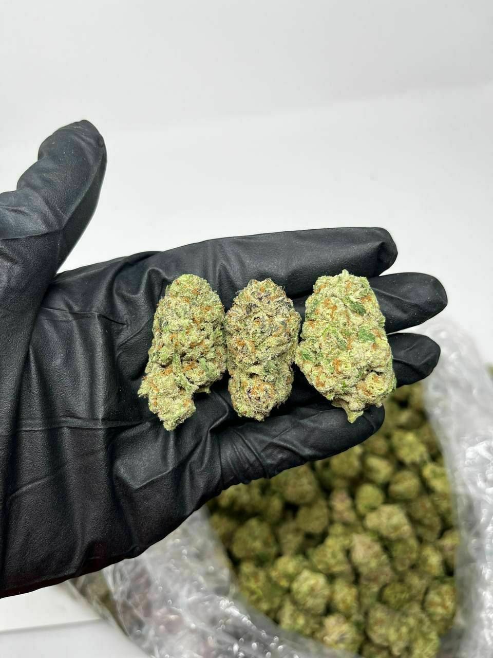 buy cannabis strains online, weed strains for sale online, premium cannabis strains TRĒ House, indica cannabis strains menu, sativa cannabis strains selection, hybrid cannabis strains collection, buy indica weed online, buy sativa weed online, buy hybrid cannabis strains online, best cannabis strains online, top weed strains for sale, TRĒ House cannabis menu, cannabis flower strains online, high quality weed strains, popular cannabis strains online, Northern Lights cannabis strain, Gelato Cake weed strain, GMO Cookies cannabis strain, Skywalker OG weed strain, White Tahoe Cookies strain, 9lb Hammer cannabis strain, Wedding Cake weed strain, Granddaddy Purp cannabis strain, Hindu Kush weed strain, Critical Kush cannabis strain, Pineapple Express weed strain, Purple Haze cannabis strain, Jack Herer weed strain, Durban Poison cannabis strain, Strawberry Cough weed strain, Sour Diesel cannabis strain, Green Crack weed strain, Super Silver Haze cannabis strain, Amnesia Haze weed strain, Lemon Haze cannabis strain, Trainwreck weed strain, Tangerine Dream cannabis strain, Runtz cannabis strain, Candyland weed strain, Gorilla Glue cannabis strain, Cherry Pie weed strain, Oreoz cannabis strain, Sundae Driver weed strain, Slurricane cannabis strain, Gushers cannabis strain, Mimosa cannabis strain, Skunk #1 weed strain, Permanent Marker cannabis strain, Bruce Banner #3 weed strain, Blue Gelato 41 cannabis strain, White Widow weed strain, OG Kush cannabis strain, Chiquita Banana weed strain, Orange Sherbet cannabis strain, premium weed menu online, buy weed strains online TRĒ House, cannabis products for sale online, shop cannabis strains online, best indica strains online, best sativa strains online, best hybrid cannabis strains online, top cannabis products online, high demand weed strains, buy cannabis flower online, cannabis strains collection TRĒ House, legal cannabis products online, trusted cannabis store online, cannabis strain variety online, buy premium weed online, cannabis strains marketplace, weed strains catalog online, buy top weed strains online, online cannabis shop TRĒ House, cannabis strains selection online, premium cannabis flower selection, buy cannabis products TRĒ House, best weed strains for beginners, high quality cannabis flower online, cannabis strains ecommerce store,