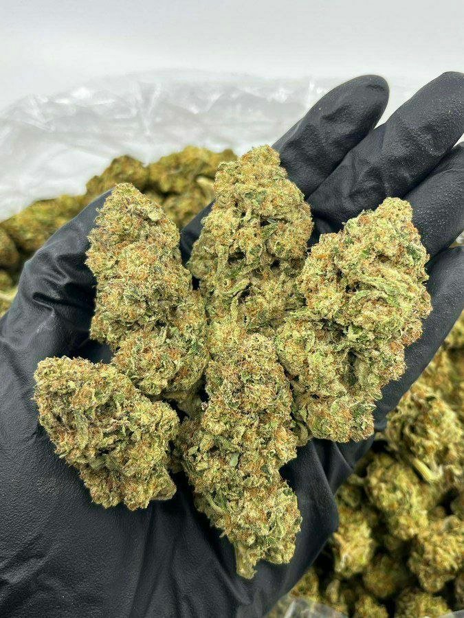 buy cannabis strains online, weed strains for sale online, premium cannabis strains TRĒ House, indica cannabis strains menu, sativa cannabis strains selection, hybrid cannabis strains collection, buy indica weed online, buy sativa weed online, buy hybrid cannabis strains online, best cannabis strains online, top weed strains for sale, TRĒ House cannabis menu, cannabis flower strains online, high quality weed strains, popular cannabis strains online, Northern Lights cannabis strain, Gelato Cake weed strain, GMO Cookies cannabis strain, Skywalker OG weed strain, White Tahoe Cookies strain, 9lb Hammer cannabis strain, Wedding Cake weed strain, Granddaddy Purp cannabis strain, Hindu Kush weed strain, Critical Kush cannabis strain, Pineapple Express weed strain, Purple Haze cannabis strain, Jack Herer weed strain, Durban Poison cannabis strain, Strawberry Cough weed strain, Sour Diesel cannabis strain, Green Crack weed strain, Super Silver Haze cannabis strain, Amnesia Haze weed strain, Lemon Haze cannabis strain, Trainwreck weed strain, Tangerine Dream cannabis strain, Runtz cannabis strain, Candyland weed strain, Gorilla Glue cannabis strain, Cherry Pie weed strain, Oreoz cannabis strain, Sundae Driver weed strain, Slurricane cannabis strain, Gushers cannabis strain, Mimosa cannabis strain, Skunk #1 weed strain, Permanent Marker cannabis strain, Bruce Banner #3 weed strain, Blue Gelato 41 cannabis strain, White Widow weed strain, OG Kush cannabis strain, Chiquita Banana weed strain, Orange Sherbet cannabis strain, premium weed menu online, buy weed strains online TRĒ House, cannabis products for sale online, shop cannabis strains online, best indica strains online, best sativa strains online, best hybrid cannabis strains online, top cannabis products online, high demand weed strains, buy cannabis flower online, cannabis strains collection TRĒ House, legal cannabis products online, trusted cannabis store online, cannabis strain variety online, buy premium weed online, cannabis strains marketplace, weed strains catalog online, buy top weed strains online, online cannabis shop TRĒ House, cannabis strains selection online, premium cannabis flower selection, buy cannabis products TRĒ House, best weed strains for beginners, high quality cannabis flower online, cannabis strains ecommerce store,