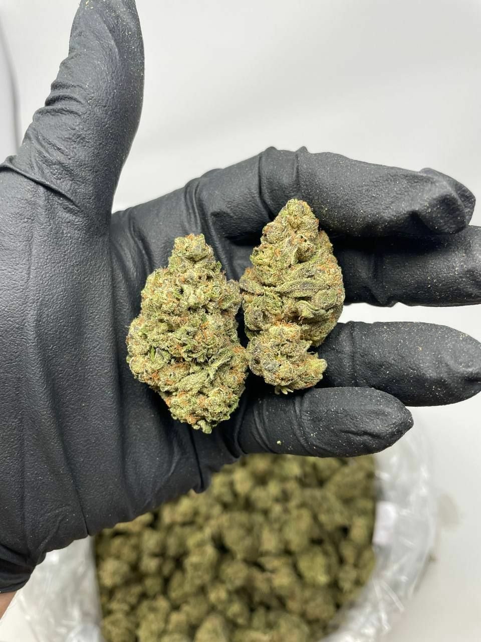 buy cannabis strains online, weed strains for sale online, premium cannabis strains TRĒ House, indica cannabis strains menu, sativa cannabis strains selection, hybrid cannabis strains collection, buy indica weed online, buy sativa weed online, buy hybrid cannabis strains online, best cannabis strains online, top weed strains for sale, TRĒ House cannabis menu, cannabis flower strains online, high quality weed strains, popular cannabis strains online, Northern Lights cannabis strain, Gelato Cake weed strain, GMO Cookies cannabis strain, Skywalker OG weed strain, White Tahoe Cookies strain, 9lb Hammer cannabis strain, Wedding Cake weed strain, Granddaddy Purp cannabis strain, Hindu Kush weed strain, Critical Kush cannabis strain, Pineapple Express weed strain, Purple Haze cannabis strain, Jack Herer weed strain, Durban Poison cannabis strain, Strawberry Cough weed strain, Sour Diesel cannabis strain, Green Crack weed strain, Super Silver Haze cannabis strain, Amnesia Haze weed strain, Lemon Haze cannabis strain, Trainwreck weed strain, Tangerine Dream cannabis strain, Runtz cannabis strain, Candyland weed strain, Gorilla Glue cannabis strain, Cherry Pie weed strain, Oreoz cannabis strain, Sundae Driver weed strain, Slurricane cannabis strain, Gushers cannabis strain, Mimosa cannabis strain, Skunk #1 weed strain, Permanent Marker cannabis strain, Bruce Banner #3 weed strain, Blue Gelato 41 cannabis strain, White Widow weed strain, OG Kush cannabis strain, Chiquita Banana weed strain, Orange Sherbet cannabis strain, premium weed menu online, buy weed strains online TRĒ House, cannabis products for sale online, shop cannabis strains online, best indica strains online, best sativa strains online, best hybrid cannabis strains online, top cannabis products online, high demand weed strains, buy cannabis flower online, cannabis strains collection TRĒ House, legal cannabis products online, trusted cannabis store online, cannabis strain variety online, buy premium weed online, cannabis strains marketplace, weed strains catalog online, buy top weed strains online, online cannabis shop TRĒ House, cannabis strains selection online, premium cannabis flower selection, buy cannabis products TRĒ House, best weed strains for beginners, high quality cannabis flower online, cannabis strains ecommerce store,