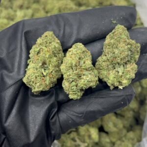 TRĒ House USA premium cannabis flower, TRĒ House USA exotic cannabis strains, TRĒ House USA indoor weed strains, buy cannabis online TRĒ House USA, TRĒ House USA dispensary online USA, TRĒ House USA weed delivery USA, TRĒ House USA discreet cannabis shipping, TRĒ House USA bulk weed deals, TRĒ House USA ounce weed deals, TRĒ House USA pound cannabis deals, TRĒ House USA indica cannabis strains, TRĒ House USA sativa cannabis strains, TRĒ House USA hybrid cannabis strains, TRĒ House USA OG Kush cannabis, TRĒ House USA Gelato cannabis strain, TRĒ House USA Pineapple Express weed, TRĒ House USA Northern Lights strain, TRĒ House USA Sour Diesel strain, TRĒ House USA Gorilla Glue cannabis, TRĒ House USA Diamond OG strain, TRĒ House USA Gas OG cannabis, TRĒ House USA Gary Payton strain, TRĒ House USA Bubblegum cannabis strain, TRĒ House USA Tangerine Dream strain, TRĒ House USA Strawberry Cake strain, TRĒ House USA BlackBerry Gelato strain, TRĒ House USA premium weed buds, TRĒ House USA high potency cannabis, TRĒ House USA top shelf marijuana, TRĒ House USA lab tested weed, TRĒ House USA organic cannabis products, TRĒ House USA THC vape cartridges, TRĒ House USA disposable weed vapes, TRĒ House USA live resin vape carts, TRĒ House USA delta 8 vape cartridges, TRĒ House USA delta 9 THC vapes, TRĒ House USA cannabis vape pens, TRĒ House USA THC gummies, TRĒ House USA cannabis edibles gummies, TRĒ House USA infused edibles, TRĒ House USA THC chocolate edibles, TRĒ House USA cannabis concentrates, TRĒ House USA wax dabs, TRĒ House USA shatter concentrates, TRĒ House USA live resin concentrates, TRĒ House USA rosin cannabis extract, TRĒ House USA CBD products, TRĒ House USA CBD oil tinctures, TRĒ House USA CBD gummies, TRĒ House USA hemp derived THC products, TRĒ House USA cannabis pre rolls, TRĒ House USA infused pre rolls, TRĒ House USA moonrocks cannabis, TRĒ House USA cannabis accessories, TRĒ House USA rolling papers, TRĒ House USA weed grinders, TRĒ House USA glass bongs, TRĒ House USA weed pipes, TRĒ House USA cannabis lifestyle products, TRĒ House USA premium cannabis packaging, TRĒ House USA weed jars packaging, TRĒ House USA cannabis product range, TRĒ House USA online weed shop USA, TRĒ House USA best cannabis online store, TRĒ House USA trusted weed supplier USA, TRĒ House USA affordable cannabis products, TRĒ House USA high quality marijuana USA, TRĒ House USA fast weed shipping USA, TRĒ House USA discreet weed packaging USA, TRĒ House USA cannabis deals online USA, TRĒ House USA buy THC products online USA, Strawberry Cake strain TRĒ House premium cannabis flower, buy Strawberry Cake strain online TRĒ House, TRĒ House Strawberry Cake weed strain for sale, premium hybrid cannabis Strawberry Cake TRĒ House, Strawberry Cake cannabis flower high quality TRĒ House, order Strawberry Cake weed online TRĒ House, Strawberry Cake strain top cannabis product TRĒ House, buy premium weed strain Strawberry Cake TRĒ House, Strawberry Cake cannabis buds close up TRĒ House, Strawberry Cake hybrid weed strain online TRĒ House, best Strawberry Cake strain to buy TRĒ House, Strawberry Cake strain online cannabis shop TRĒ House, Strawberry Cake premium weed flower TRĒ House, buy hybrid cannabis Strawberry Cake online TRĒ House, Strawberry Cake strain for sale online TRĒ House, Strawberry Cake cannabis product listing TRĒ House, Strawberry Cake strain high demand weed TRĒ House, Strawberry Cake premium cannabis selection TRĒ House, Strawberry Cake strain ecommerce product TRĒ House, Strawberry Cake cannabis flower for buyers TRĒ House, Strawberry Cake strain top weed strain online TRĒ House, Strawberry Cake hybrid cannabis product page TRĒ House, Strawberry Cake cannabis strain shop online TRĒ House, Strawberry Cake weed strain popular choice TRĒ House, Strawberry Cake premium weed strain for sale TRĒ House, Strawberry Cake cannabis buds detailed view TRĒ House, Strawberry Cake hybrid strain buy online TRĒ House, Strawberry Cake weed strain product image TRĒ House, Strawberry Cake cannabis strain listing online TRĒ House, Strawberry Cake premium cannabis flower shop TRĒ House, Strawberry Cake strain trusted weed product TRĒ House, Strawberry Cake cannabis flower high demand TRĒ House, Strawberry Cake hybrid weed strain premium TRĒ House, Strawberry Cake cannabis strain buy now TRĒ House, Strawberry Cake weed strain ecommerce listing TRĒ House, Strawberry Cake premium cannabis buds online TRĒ House, Strawberry Cake hybrid cannabis strain top rated TRĒ House, Strawberry Cake cannabis flower online store TRĒ House, Strawberry Cake weed strain product showcase TRĒ House, Strawberry Cake cannabis strain best seller TRĒ House, Strawberry Cake premium weed online shop TRĒ House, Strawberry Cake hybrid cannabis buds for sale TRĒ House, Strawberry Cake cannabis strain order online TRĒ House, Strawberry Cake weed strain top demand product TRĒ House, Strawberry Cake premium cannabis flower listing TRĒ House, Strawberry Cake hybrid strain popular weed TRĒ House, Strawberry Cake cannabis buds online purchase TRĒ House, Strawberry Cake weed strain high quality flower TRĒ House, Strawberry Cake cannabis product premium listing TRĒ House, Strawberry Cake hybrid weed strain best seller TRĒ House, Strawberry Cake cannabis flower shop online TRĒ House, Strawberry Cake premium weed strain ecommerce TRĒ House, Strawberry Cake cannabis strain product display TRĒ House, Strawberry Cake hybrid weed strain for buyers TRĒ House, Strawberry Cake cannabis buds premium quality TRĒ House, Strawberry Cake strain cannabis online store TRĒ House, Strawberry Cake weed strain product catalog TRĒ House, Strawberry Cake cannabis strain purchase online TRĒ House, Strawberry Cake premium hybrid weed strain TRĒ House, Strawberry Cake cannabis flower top selection TRĒ House, Strawberry Cake weed strain strong demand TRĒ House, Strawberry Cake cannabis product online shop TRĒ House, Strawberry Cake hybrid cannabis strain listing TRĒ House, Strawberry Cake weed strain premium product page TRĒ House, Strawberry Cake cannabis buds online shop TRĒ House, Strawberry Cake strain high quality cannabis TRĒ House, Strawberry Cake weed strain online purchase TRĒ House, Strawberry Cake cannabis flower product image TRĒ House, Strawberry Cake premium cannabis strain listing TRĒ House, Strawberry Cake hybrid weed strain top choice TRĒ House, Strawberry Cake cannabis buds ecommerce store TRĒ House, Strawberry Cake weed strain trusted product TRĒ House, Strawberry Cake cannabis strain premium quality TRĒ House, Strawberry Cake hybrid weed strain online store TRĒ House,