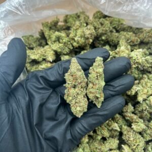 TRĒ House USA premium cannabis flower, TRĒ House USA exotic cannabis strains, TRĒ House USA indoor weed strains, buy cannabis online TRĒ House USA, TRĒ House USA dispensary online USA, TRĒ House USA weed delivery USA, TRĒ House USA discreet cannabis shipping, TRĒ House USA bulk weed deals, TRĒ House USA ounce weed deals, TRĒ House USA pound cannabis deals, TRĒ House USA indica cannabis strains, TRĒ House USA sativa cannabis strains, TRĒ House USA hybrid cannabis strains, TRĒ House USA OG Kush cannabis, TRĒ House USA Gelato cannabis strain, TRĒ House USA Pineapple Express weed, TRĒ House USA Northern Lights strain, TRĒ House USA Sour Diesel strain, TRĒ House USA Gorilla Glue cannabis, TRĒ House USA Diamond OG strain, TRĒ House USA Gas OG cannabis, TRĒ House USA Gary Payton strain, TRĒ House USA Bubblegum cannabis strain, TRĒ House USA Tangerine Dream strain, TRĒ House USA Strawberry Cake strain, TRĒ House USA BlackBerry Gelato strain, TRĒ House USA premium weed buds, TRĒ House USA high potency cannabis, TRĒ House USA top shelf marijuana, TRĒ House USA lab tested weed, TRĒ House USA organic cannabis products, TRĒ House USA THC vape cartridges, TRĒ House USA disposable weed vapes, TRĒ House USA live resin vape carts, TRĒ House USA delta 8 vape cartridges, TRĒ House USA delta 9 THC vapes, TRĒ House USA cannabis vape pens, TRĒ House USA THC gummies, TRĒ House USA cannabis edibles gummies, TRĒ House USA infused edibles, TRĒ House USA THC chocolate edibles, TRĒ House USA cannabis concentrates, TRĒ House USA wax dabs, TRĒ House USA shatter concentrates, TRĒ House USA live resin concentrates, TRĒ House USA rosin cannabis extract, TRĒ House USA CBD products, TRĒ House USA CBD oil tinctures, TRĒ House USA CBD gummies, TRĒ House USA hemp derived THC products, TRĒ House USA cannabis pre rolls, TRĒ House USA infused pre rolls, TRĒ House USA moonrocks cannabis, TRĒ House USA cannabis accessories, TRĒ House USA rolling papers, TRĒ House USA weed grinders, TRĒ House USA glass bongs, TRĒ House USA weed pipes, TRĒ House USA cannabis lifestyle products, TRĒ House USA premium cannabis packaging, TRĒ House USA weed jars packaging, TRĒ House USA cannabis product range, TRĒ House USA online weed shop USA, TRĒ House USA best cannabis online store, TRĒ House USA trusted weed supplier USA, TRĒ House USA affordable cannabis products, TRĒ House USA high quality marijuana USA, TRĒ House USA fast weed shipping USA, TRĒ House USA discreet weed packaging USA, TRĒ House USA cannabis deals online USA, TRĒ House USA buy THC products online USA, Sundae Driver strain TRĒ House premium cannabis flower, buy Sundae Driver strain online TRĒ House, TRĒ House Sundae Driver weed strain for sale, premium hybrid cannabis Sundae Driver TRĒ House, Sundae Driver cannabis flower high quality TRĒ House, order Sundae Driver weed online TRĒ House, Sundae Driver strain top cannabis product TRĒ House, buy premium weed strain Sundae Driver TRĒ House, Sundae Driver cannabis buds close up TRĒ House, Sundae Driver hybrid weed strain online TRĒ House, best Sundae Driver strain to buy TRĒ House, Sundae Driver strain online cannabis shop TRĒ House, Sundae Driver premium weed flower TRĒ House, buy hybrid cannabis Sundae Driver online TRĒ House, Sundae Driver strain for sale online TRĒ House, Sundae Driver cannabis product listing TRĒ House, Sundae Driver strain high demand weed TRĒ House, Sundae Driver premium cannabis selection TRĒ House, Sundae Driver strain ecommerce product TRĒ House, Sundae Driver cannabis flower for buyers TRĒ House, Sundae Driver strain top weed strain online TRĒ House, Sundae Driver hybrid cannabis product page TRĒ House, Sundae Driver cannabis strain shop online TRĒ House, Sundae Driver weed strain popular choice TRĒ House, Sundae Driver premium weed strain for sale TRĒ House, Sundae Driver cannabis buds detailed view TRĒ House, Sundae Driver hybrid strain buy online TRĒ House, Sundae Driver weed strain product image TRĒ House, Sundae Driver cannabis strain listing online TRĒ House, Sundae Driver premium cannabis flower shop TRĒ House, Sundae Driver strain trusted weed product TRĒ House, Sundae Driver cannabis flower high demand TRĒ House, Sundae Driver hybrid weed strain premium TRĒ House, Sundae Driver cannabis strain buy now TRĒ House, Sundae Driver weed strain ecommerce listing TRĒ House, Sundae Driver premium cannabis buds online TRĒ House, Sundae Driver hybrid cannabis strain top rated TRĒ House, Sundae Driver cannabis flower online store TRĒ House, Sundae Driver weed strain product showcase TRĒ House, Sundae Driver cannabis strain best seller TRĒ House, Sundae Driver premium weed online shop TRĒ House, Sundae Driver hybrid cannabis buds for sale TRĒ House, Sundae Driver cannabis strain order online TRĒ House, Sundae Driver weed strain top demand product TRĒ House, Sundae Driver premium cannabis flower listing TRĒ House, Sundae Driver hybrid strain popular weed TRĒ House, Sundae Driver cannabis buds online purchase TRĒ House, Sundae Driver weed strain high quality flower TRĒ House, Sundae Driver cannabis product premium listing TRĒ House, Sundae Driver hybrid weed strain best seller TRĒ House, Sundae Driver cannabis flower shop online TRĒ House, Sundae Driver premium weed strain ecommerce TRĒ House, Sundae Driver cannabis strain product display TRĒ House, Sundae Driver hybrid weed strain for buyers TRĒ House, Sundae Driver cannabis buds premium quality TRĒ House, Sundae Driver strain cannabis online store TRĒ House, Sundae Driver weed strain product catalog TRĒ House, Sundae Driver cannabis strain purchase online TRĒ House, Sundae Driver premium hybrid weed strain TRĒ House, Sundae Driver cannabis flower top selection TRĒ House, Sundae Driver weed strain strong demand TRĒ House, Sundae Driver cannabis product online shop TRĒ House, Sundae Driver hybrid cannabis strain listing TRĒ House, Sundae Driver weed strain premium product page TRĒ House, Sundae Driver cannabis buds online shop TRĒ House, Sundae Driver strain high quality cannabis TRĒ House, Sundae Driver weed strain online purchase TRĒ House, Sundae Driver cannabis flower product image TRĒ House, Sundae Driver premium cannabis strain listing TRĒ House, Sundae Driver hybrid weed strain top choice TRĒ House, Sundae Driver cannabis buds ecommerce store TRĒ House, Sundae Driver weed strain trusted product TRĒ House, Sundae Driver cannabis strain premium quality TRĒ House, Sundae Driver hybrid weed strain online store TRĒ House, buy cannabis strains online, weed strains for sale online, premium cannabis strains TRĒ House, indica cannabis strains menu, sativa cannabis strains selection, hybrid cannabis strains collection, buy indica weed online, buy sativa weed online, buy hybrid cannabis strains online, best cannabis strains online, top weed strains for sale, TRĒ House cannabis menu, cannabis flower strains online, high quality weed strains, popular cannabis strains online, Northern Lights cannabis strain, Gelato Cake weed strain, GMO Cookies cannabis strain, Skywalker OG weed strain, White Tahoe Cookies strain, 9lb Hammer cannabis strain, Wedding Cake weed strain, Granddaddy Purp cannabis strain, Hindu Kush weed strain, Critical Kush cannabis strain, Pineapple Express weed strain, Purple Haze cannabis strain, Jack Herer weed strain, Durban Poison cannabis strain, Strawberry Cough weed strain, Sour Diesel cannabis strain, Green Crack weed strain, Super Silver Haze cannabis strain, Amnesia Haze weed strain, Lemon Haze cannabis strain, Trainwreck weed strain, Tangerine Dream cannabis strain, Runtz cannabis strain, Candyland weed strain, Gorilla Glue cannabis strain, Cherry Pie weed strain, Oreoz cannabis strain, Sundae Driver weed strain, Slurricane cannabis strain, Gushers cannabis strain, Mimosa cannabis strain, Skunk #1 weed strain, Permanent Marker cannabis strain, Bruce Banner #3 weed strain, Blue Gelato 41 cannabis strain, White Widow weed strain, OG Kush cannabis strain, Chiquita Banana weed strain, Orange Sherbet cannabis strain, premium weed menu online, buy weed strains online TRĒ House, cannabis products for sale online, shop cannabis strains online, best indica strains online, best sativa strains online, best hybrid cannabis strains online, top cannabis products online, high demand weed strains, buy cannabis flower online, cannabis strains collection TRĒ House, legal cannabis products online, trusted cannabis store online, cannabis strain variety online, buy premium weed online, cannabis strains marketplace, weed strains catalog online, buy top weed strains online, online cannabis shop TRĒ House, cannabis strains selection online, premium cannabis flower selection, buy cannabis products TRĒ House, best weed strains for beginners, high quality cannabis flower online, cannabis strains ecommerce store,