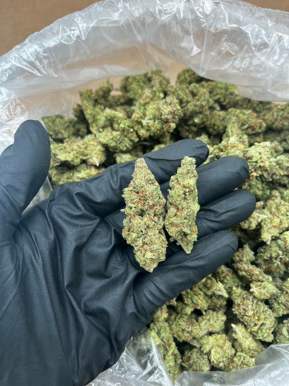 buy cannabis strains online, weed strains for sale online, premium cannabis strains TRĒ House, indica cannabis strains menu, sativa cannabis strains selection, hybrid cannabis strains collection, buy indica weed online, buy sativa weed online, buy hybrid cannabis strains online, best cannabis strains online, top weed strains for sale, TRĒ House cannabis menu, cannabis flower strains online, high quality weed strains, popular cannabis strains online, Northern Lights cannabis strain, Gelato Cake weed strain, GMO Cookies cannabis strain, Skywalker OG weed strain, White Tahoe Cookies strain, 9lb Hammer cannabis strain, Wedding Cake weed strain, Granddaddy Purp cannabis strain, Hindu Kush weed strain, Critical Kush cannabis strain, Pineapple Express weed strain, Purple Haze cannabis strain, Jack Herer weed strain, Durban Poison cannabis strain, Strawberry Cough weed strain, Sour Diesel cannabis strain, Green Crack weed strain, Super Silver Haze cannabis strain, Amnesia Haze weed strain, Lemon Haze cannabis strain, Trainwreck weed strain, Tangerine Dream cannabis strain, Runtz cannabis strain, Candyland weed strain, Gorilla Glue cannabis strain, Cherry Pie weed strain, Oreoz cannabis strain, Sundae Driver weed strain, Slurricane cannabis strain, Gushers cannabis strain, Mimosa cannabis strain, Skunk #1 weed strain, Permanent Marker cannabis strain, Bruce Banner #3 weed strain, Blue Gelato 41 cannabis strain, White Widow weed strain, OG Kush cannabis strain, Chiquita Banana weed strain, Orange Sherbet cannabis strain, premium weed menu online, buy weed strains online TRĒ House, cannabis products for sale online, shop cannabis strains online, best indica strains online, best sativa strains online, best hybrid cannabis strains online, top cannabis products online, high demand weed strains, buy cannabis flower online, cannabis strains collection TRĒ House, legal cannabis products online, trusted cannabis store online, cannabis strain variety online, buy premium weed online, cannabis strains marketplace, weed strains catalog online, buy top weed strains online, online cannabis shop TRĒ House, cannabis strains selection online, premium cannabis flower selection, buy cannabis products TRĒ House, best weed strains for beginners, high quality cannabis flower online, cannabis strains ecommerce store,
