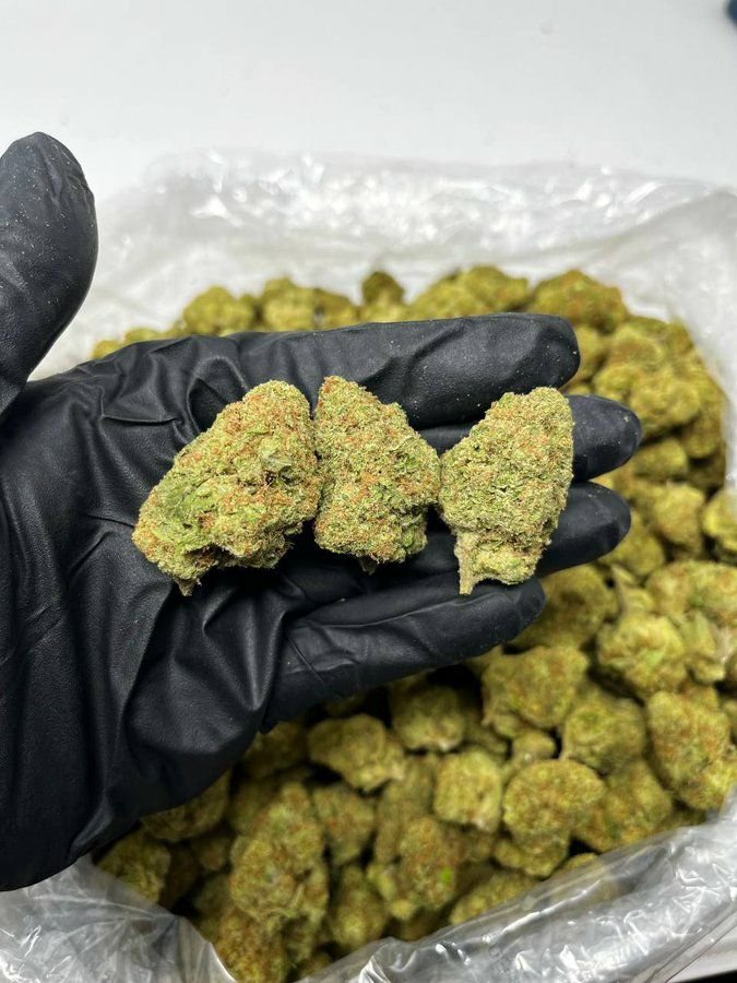 TRĒ House USA premium cannabis flower, TRĒ House USA exotic cannabis strains, TRĒ House USA indoor weed strains, buy cannabis online TRĒ House USA, TRĒ House USA dispensary online USA, TRĒ House USA weed delivery USA, TRĒ House USA discreet cannabis shipping, TRĒ House USA bulk weed deals, TRĒ House USA ounce weed deals, TRĒ House USA pound cannabis deals, TRĒ House USA indica cannabis strains, TRĒ House USA sativa cannabis strains, TRĒ House USA hybrid cannabis strains, TRĒ House USA OG Kush cannabis, TRĒ House USA Gelato cannabis strain, TRĒ House USA Pineapple Express weed, TRĒ House USA Northern Lights strain, TRĒ House USA Sour Diesel strain, TRĒ House USA Gorilla Glue cannabis, TRĒ House USA Diamond OG strain, TRĒ House USA Gas OG cannabis, TRĒ House USA Gary Payton strain, TRĒ House USA Bubblegum cannabis strain, TRĒ House USA Tangerine Dream strain, TRĒ House USA Strawberry Cake strain, TRĒ House USA BlackBerry Gelato strain, TRĒ House USA premium weed buds, TRĒ House USA high potency cannabis, TRĒ House USA top shelf marijuana, TRĒ House USA lab tested weed, TRĒ House USA organic cannabis products, TRĒ House USA THC vape cartridges, TRĒ House USA disposable weed vapes, TRĒ House USA live resin vape carts, TRĒ House USA delta 8 vape cartridges, TRĒ House USA delta 9 THC vapes, TRĒ House USA cannabis vape pens, TRĒ House USA THC gummies, TRĒ House USA cannabis edibles gummies, TRĒ House USA infused edibles, TRĒ House USA THC chocolate edibles, TRĒ House USA cannabis concentrates, TRĒ House USA wax dabs, TRĒ House USA shatter concentrates, TRĒ House USA live resin concentrates, TRĒ House USA rosin cannabis extract, TRĒ House USA CBD products, TRĒ House USA CBD oil tinctures, TRĒ House USA CBD gummies, TRĒ House USA hemp derived THC products, TRĒ House USA cannabis pre rolls, TRĒ House USA infused pre rolls, TRĒ House USA moonrocks cannabis, TRĒ House USA cannabis accessories, TRĒ House USA rolling papers, TRĒ House USA weed grinders, TRĒ House USA glass bongs, TRĒ House USA weed pipes, TRĒ House USA cannabis lifestyle products, TRĒ House USA premium cannabis packaging, TRĒ House USA weed jars packaging, TRĒ House USA cannabis product range, TRĒ House USA online weed shop USA, TRĒ House USA best cannabis online store, TRĒ House USA trusted weed supplier USA, TRĒ House USA affordable cannabis products, TRĒ House USA high quality marijuana USA, TRĒ House USA fast weed shipping USA, TRĒ House USA discreet weed packaging USA, TRĒ House USA cannabis deals online USA, TRĒ House USA buy THC products online USA, Tangerine Dream strain TRĒ House premium cannabis flower, buy Tangerine Dream strain online TRĒ House, TRĒ House Tangerine Dream weed strain for sale, premium sativa cannabis Tangerine Dream TRĒ House, Tangerine Dream cannabis flower high quality TRĒ House, order Tangerine Dream weed online TRĒ House, Tangerine Dream strain top cannabis product TRĒ House, buy premium weed strain Tangerine Dream TRĒ House, Tangerine Dream cannabis buds close up TRĒ House, Tangerine Dream sativa weed strain online TRĒ House, best Tangerine Dream strain to buy TRĒ House, Tangerine Dream strain online cannabis shop TRĒ House, Tangerine Dream premium weed flower TRĒ House, buy sativa cannabis Tangerine Dream online TRĒ House, Tangerine Dream strain for sale online TRĒ House, Tangerine Dream cannabis product listing TRĒ House, Tangerine Dream strain high demand weed TRĒ House, Tangerine Dream premium cannabis selection TRĒ House, Tangerine Dream strain ecommerce product TRĒ House, Tangerine Dream cannabis flower for buyers TRĒ House, Tangerine Dream strain top weed strain online TRĒ House, Tangerine Dream sativa cannabis product page TRĒ House, Tangerine Dream cannabis strain shop online TRĒ House, Tangerine Dream weed strain popular choice TRĒ House, Tangerine Dream premium weed strain for sale TRĒ House, Tangerine Dream cannabis buds detailed view TRĒ House, Tangerine Dream sativa strain buy online TRĒ House, Tangerine Dream weed strain product image TRĒ House, Tangerine Dream cannabis strain listing online TRĒ House, Tangerine Dream premium cannabis flower shop TRĒ House, Tangerine Dream strain trusted weed product TRĒ House, Tangerine Dream cannabis flower high demand TRĒ House, Tangerine Dream sativa weed strain premium TRĒ House, Tangerine Dream cannabis strain buy now TRĒ House, Tangerine Dream weed strain ecommerce listing TRĒ House, Tangerine Dream premium cannabis buds online TRĒ House, Tangerine Dream sativa cannabis strain top rated TRĒ House, Tangerine Dream cannabis flower online store TRĒ House, Tangerine Dream weed strain product showcase TRĒ House, Tangerine Dream cannabis strain best seller TRĒ House, Tangerine Dream premium weed online shop TRĒ House, Tangerine Dream sativa cannabis buds for sale TRĒ House, Tangerine Dream cannabis strain order online TRĒ House, Tangerine Dream weed strain top demand product TRĒ House, Tangerine Dream premium cannabis flower listing TRĒ House, Tangerine Dream sativa strain popular weed TRĒ House, Tangerine Dream cannabis buds online purchase TRĒ House, Tangerine Dream weed strain high quality flower TRĒ House, Tangerine Dream cannabis product premium listing TRĒ House, Tangerine Dream sativa weed strain best seller TRĒ House, Tangerine Dream cannabis flower shop online TRĒ House, Tangerine Dream premium weed strain ecommerce TRĒ House, Tangerine Dream cannabis strain product display TRĒ House, Tangerine Dream sativa weed strain for buyers TRĒ House, Tangerine Dream cannabis buds premium quality TRĒ House, Tangerine Dream strain cannabis online store TRĒ House, Tangerine Dream weed strain product catalog TRĒ House, Tangerine Dream cannabis strain purchase online TRĒ House, Tangerine Dream premium sativa weed strain TRĒ House, Tangerine Dream cannabis flower top selection TRĒ House, Tangerine Dream weed strain strong demand TRĒ House, Tangerine Dream cannabis product online shop TRĒ House, Tangerine Dream sativa cannabis strain listing TRĒ House, Tangerine Dream weed strain premium product page TRĒ House, Tangerine Dream cannabis buds online shop TRĒ House, Tangerine Dream strain high quality cannabis TRĒ House, Tangerine Dream weed strain online purchase TRĒ House, Tangerine Dream cannabis flower product image TRĒ House, Tangerine Dream premium cannabis strain listing TRĒ House, Tangerine Dream sativa weed strain top choice TRĒ House, Tangerine Dream cannabis buds ecommerce store TRĒ House, Tangerine Dream weed strain trusted product TRĒ House, Tangerine Dream cannabis strain premium quality TRĒ House, Tangerine Dream sativa weed strain online store TRĒ House,