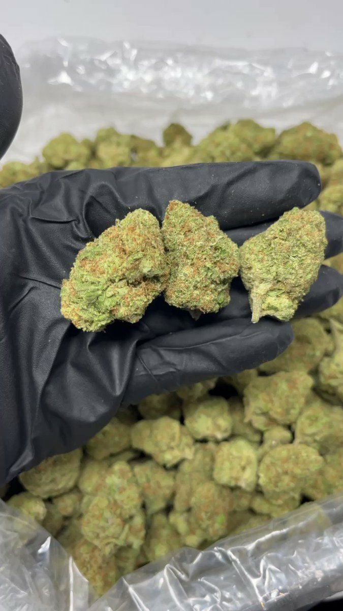 TRĒ House USA premium cannabis flower, TRĒ House USA exotic cannabis strains, TRĒ House USA indoor weed strains, buy cannabis online TRĒ House USA, TRĒ House USA dispensary online USA, TRĒ House USA weed delivery USA, TRĒ House USA discreet cannabis shipping, TRĒ House USA bulk weed deals, TRĒ House USA ounce weed deals, TRĒ House USA pound cannabis deals, TRĒ House USA indica cannabis strains, TRĒ House USA sativa cannabis strains, TRĒ House USA hybrid cannabis strains, TRĒ House USA OG Kush cannabis, TRĒ House USA Gelato cannabis strain, TRĒ House USA Pineapple Express weed, TRĒ House USA Northern Lights strain, TRĒ House USA Sour Diesel strain, TRĒ House USA Gorilla Glue cannabis, TRĒ House USA Diamond OG strain, TRĒ House USA Gas OG cannabis, TRĒ House USA Gary Payton strain, TRĒ House USA Bubblegum cannabis strain, TRĒ House USA Tangerine Dream strain, TRĒ House USA Strawberry Cake strain, TRĒ House USA BlackBerry Gelato strain, TRĒ House USA premium weed buds, TRĒ House USA high potency cannabis, TRĒ House USA top shelf marijuana, TRĒ House USA lab tested weed, TRĒ House USA organic cannabis products, TRĒ House USA THC vape cartridges, TRĒ House USA disposable weed vapes, TRĒ House USA live resin vape carts, TRĒ House USA delta 8 vape cartridges, TRĒ House USA delta 9 THC vapes, TRĒ House USA cannabis vape pens, TRĒ House USA THC gummies, TRĒ House USA cannabis edibles gummies, TRĒ House USA infused edibles, TRĒ House USA THC chocolate edibles, TRĒ House USA cannabis concentrates, TRĒ House USA wax dabs, TRĒ House USA shatter concentrates, TRĒ House USA live resin concentrates, TRĒ House USA rosin cannabis extract, TRĒ House USA CBD products, TRĒ House USA CBD oil tinctures, TRĒ House USA CBD gummies, TRĒ House USA hemp derived THC products, TRĒ House USA cannabis pre rolls, TRĒ House USA infused pre rolls, TRĒ House USA moonrocks cannabis, TRĒ House USA cannabis accessories, TRĒ House USA rolling papers, TRĒ House USA weed grinders, TRĒ House USA glass bongs, TRĒ House USA weed pipes, TRĒ House USA cannabis lifestyle products, TRĒ House USA premium cannabis packaging, TRĒ House USA weed jars packaging, TRĒ House USA cannabis product range, TRĒ House USA online weed shop USA, TRĒ House USA best cannabis online store, TRĒ House USA trusted weed supplier USA, TRĒ House USA affordable cannabis products, TRĒ House USA high quality marijuana USA, TRĒ House USA fast weed shipping USA, TRĒ House USA discreet weed packaging USA, TRĒ House USA cannabis deals online USA, TRĒ House USA buy THC products online USA, Tangerine Dream strain TRĒ House premium cannabis flower, buy Tangerine Dream strain online TRĒ House, TRĒ House Tangerine Dream weed strain for sale, premium sativa cannabis Tangerine Dream TRĒ House, Tangerine Dream cannabis flower high quality TRĒ House, order Tangerine Dream weed online TRĒ House, Tangerine Dream strain top cannabis product TRĒ House, buy premium weed strain Tangerine Dream TRĒ House, Tangerine Dream cannabis buds close up TRĒ House, Tangerine Dream sativa weed strain online TRĒ House, best Tangerine Dream strain to buy TRĒ House, Tangerine Dream strain online cannabis shop TRĒ House, Tangerine Dream premium weed flower TRĒ House, buy sativa cannabis Tangerine Dream online TRĒ House, Tangerine Dream strain for sale online TRĒ House, Tangerine Dream cannabis product listing TRĒ House, Tangerine Dream strain high demand weed TRĒ House, Tangerine Dream premium cannabis selection TRĒ House, Tangerine Dream strain ecommerce product TRĒ House, Tangerine Dream cannabis flower for buyers TRĒ House, Tangerine Dream strain top weed strain online TRĒ House, Tangerine Dream sativa cannabis product page TRĒ House, Tangerine Dream cannabis strain shop online TRĒ House, Tangerine Dream weed strain popular choice TRĒ House, Tangerine Dream premium weed strain for sale TRĒ House, Tangerine Dream cannabis buds detailed view TRĒ House, Tangerine Dream sativa strain buy online TRĒ House, Tangerine Dream weed strain product image TRĒ House, Tangerine Dream cannabis strain listing online TRĒ House, Tangerine Dream premium cannabis flower shop TRĒ House, Tangerine Dream strain trusted weed product TRĒ House, Tangerine Dream cannabis flower high demand TRĒ House, Tangerine Dream sativa weed strain premium TRĒ House, Tangerine Dream cannabis strain buy now TRĒ House, Tangerine Dream weed strain ecommerce listing TRĒ House, Tangerine Dream premium cannabis buds online TRĒ House, Tangerine Dream sativa cannabis strain top rated TRĒ House, Tangerine Dream cannabis flower online store TRĒ House, Tangerine Dream weed strain product showcase TRĒ House, Tangerine Dream cannabis strain best seller TRĒ House, Tangerine Dream premium weed online shop TRĒ House, Tangerine Dream sativa cannabis buds for sale TRĒ House, Tangerine Dream cannabis strain order online TRĒ House, Tangerine Dream weed strain top demand product TRĒ House, Tangerine Dream premium cannabis flower listing TRĒ House, Tangerine Dream sativa strain popular weed TRĒ House, Tangerine Dream cannabis buds online purchase TRĒ House, Tangerine Dream weed strain high quality flower TRĒ House, Tangerine Dream cannabis product premium listing TRĒ House, Tangerine Dream sativa weed strain best seller TRĒ House, Tangerine Dream cannabis flower shop online TRĒ House, Tangerine Dream premium weed strain ecommerce TRĒ House, Tangerine Dream cannabis strain product display TRĒ House, Tangerine Dream sativa weed strain for buyers TRĒ House, Tangerine Dream cannabis buds premium quality TRĒ House, Tangerine Dream strain cannabis online store TRĒ House, Tangerine Dream weed strain product catalog TRĒ House, Tangerine Dream cannabis strain purchase online TRĒ House, Tangerine Dream premium sativa weed strain TRĒ House, Tangerine Dream cannabis flower top selection TRĒ House, Tangerine Dream weed strain strong demand TRĒ House, Tangerine Dream cannabis product online shop TRĒ House, Tangerine Dream sativa cannabis strain listing TRĒ House, Tangerine Dream weed strain premium product page TRĒ House, Tangerine Dream cannabis buds online shop TRĒ House, Tangerine Dream strain high quality cannabis TRĒ House, Tangerine Dream weed strain online purchase TRĒ House, Tangerine Dream cannabis flower product image TRĒ House, Tangerine Dream premium cannabis strain listing TRĒ House, Tangerine Dream sativa weed strain top choice TRĒ House, Tangerine Dream cannabis buds ecommerce store TRĒ House, Tangerine Dream weed strain trusted product TRĒ House, Tangerine Dream cannabis strain premium quality TRĒ House, Tangerine Dream sativa weed strain online store TRĒ House,