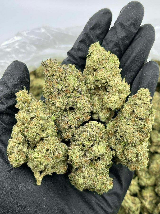 buy cannabis strains online, weed strains for sale online, premium cannabis strains TRĒ House, indica cannabis strains menu, sativa cannabis strains selection, hybrid cannabis strains collection, buy indica weed online, buy sativa weed online, buy hybrid cannabis strains online, best cannabis strains online, top weed strains for sale, TRĒ House cannabis menu, cannabis flower strains online, high quality weed strains, popular cannabis strains online, Northern Lights cannabis strain, Gelato Cake weed strain, GMO Cookies cannabis strain, Skywalker OG weed strain, White Tahoe Cookies strain, 9lb Hammer cannabis strain, Wedding Cake weed strain, Granddaddy Purp cannabis strain, Hindu Kush weed strain, Critical Kush cannabis strain, Pineapple Express weed strain, Purple Haze cannabis strain, Jack Herer weed strain, Durban Poison cannabis strain, Strawberry Cough weed strain, Sour Diesel cannabis strain, Green Crack weed strain, Super Silver Haze cannabis strain, Amnesia Haze weed strain, Lemon Haze cannabis strain, Trainwreck weed strain, Tangerine Dream cannabis strain, Runtz cannabis strain, Candyland weed strain, Gorilla Glue cannabis strain, Cherry Pie weed strain, Oreoz cannabis strain, Sundae Driver weed strain, Slurricane cannabis strain, Gushers cannabis strain, Mimosa cannabis strain, Skunk #1 weed strain, Permanent Marker cannabis strain, Bruce Banner #3 weed strain, Blue Gelato 41 cannabis strain, White Widow weed strain, OG Kush cannabis strain, Chiquita Banana weed strain, Orange Sherbet cannabis strain, premium weed menu online, buy weed strains online TRĒ House, cannabis products for sale online, shop cannabis strains online, best indica strains online, best sativa strains online, best hybrid cannabis strains online, top cannabis products online, high demand weed strains, buy cannabis flower online, cannabis strains collection TRĒ House, legal cannabis products online, trusted cannabis store online, cannabis strain variety online, buy premium weed online, cannabis strains marketplace, weed strains catalog online, buy top weed strains online, online cannabis shop TRĒ House, cannabis strains selection online, premium cannabis flower selection, buy cannabis products TRĒ House, best weed strains for beginners, high quality cannabis flower online, cannabis strains ecommerce store,