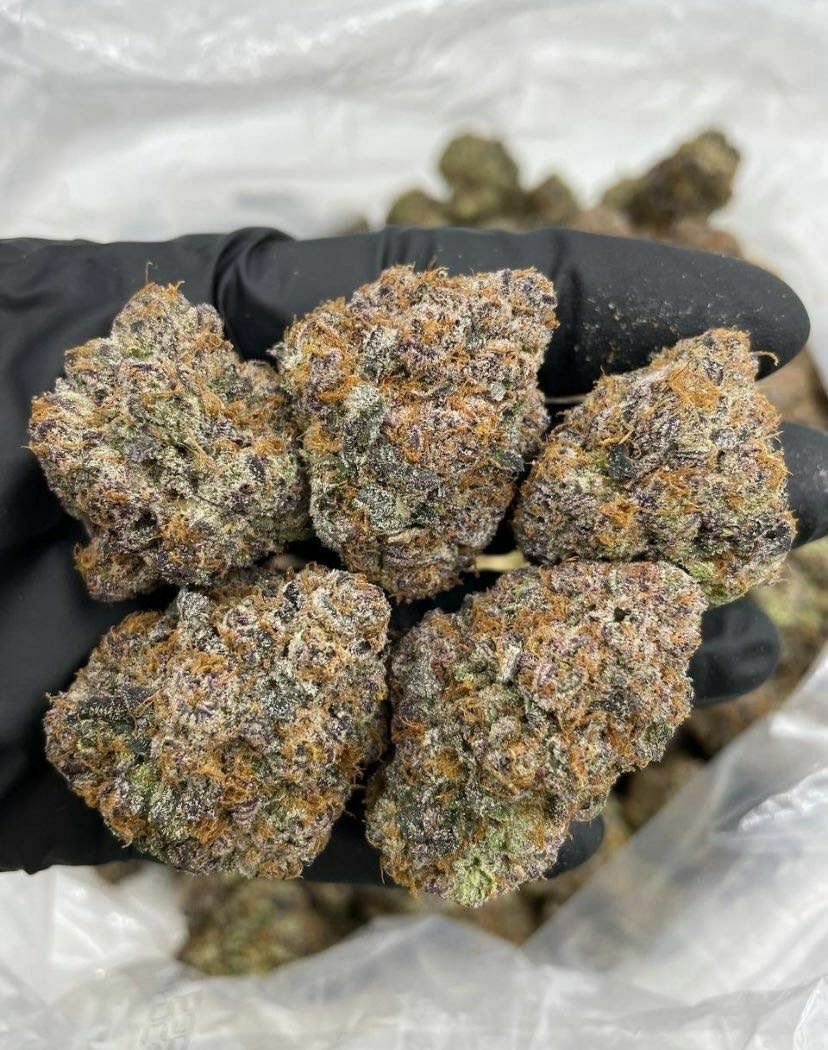 buy cannabis strains online, weed strains for sale online, premium cannabis strains TRĒ House, indica cannabis strains menu, sativa cannabis strains selection, hybrid cannabis strains collection, buy indica weed online, buy sativa weed online, buy hybrid cannabis strains online, best cannabis strains online, top weed strains for sale, TRĒ House cannabis menu, cannabis flower strains online, high quality weed strains, popular cannabis strains online, Northern Lights cannabis strain, Gelato Cake weed strain, GMO Cookies cannabis strain, Skywalker OG weed strain, White Tahoe Cookies strain, 9lb Hammer cannabis strain, Wedding Cake weed strain, Granddaddy Purp cannabis strain, Hindu Kush weed strain, Critical Kush cannabis strain, Pineapple Express weed strain, Purple Haze cannabis strain, Jack Herer weed strain, Durban Poison cannabis strain, Strawberry Cough weed strain, Sour Diesel cannabis strain, Green Crack weed strain, Super Silver Haze cannabis strain, Amnesia Haze weed strain, Lemon Haze cannabis strain, Trainwreck weed strain, Tangerine Dream cannabis strain, Runtz cannabis strain, Candyland weed strain, Gorilla Glue cannabis strain, Cherry Pie weed strain, Oreoz cannabis strain, Sundae Driver weed strain, Slurricane cannabis strain, Gushers cannabis strain, Mimosa cannabis strain, Skunk #1 weed strain, Permanent Marker cannabis strain, Bruce Banner #3 weed strain, Blue Gelato 41 cannabis strain, White Widow weed strain, OG Kush cannabis strain, Chiquita Banana weed strain, Orange Sherbet cannabis strain, premium weed menu online, buy weed strains online TRĒ House, cannabis products for sale online, shop cannabis strains online, best indica strains online, best sativa strains online, best hybrid cannabis strains online, top cannabis products online, high demand weed strains, buy cannabis flower online, cannabis strains collection TRĒ House, legal cannabis products online, trusted cannabis store online, cannabis strain variety online, buy premium weed online, cannabis strains marketplace, weed strains catalog online, buy top weed strains online, online cannabis shop TRĒ House, cannabis strains selection online, premium cannabis flower selection, buy cannabis products TRĒ House, best weed strains for beginners, high quality cannabis flower online, cannabis strains ecommerce store,