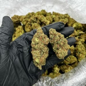 TRĒ House USA premium cannabis flower, TRĒ House USA exotic cannabis strains, TRĒ House USA indoor weed strains, buy cannabis online TRĒ House USA, TRĒ House USA dispensary online USA, TRĒ House USA weed delivery USA, TRĒ House USA discreet cannabis shipping, TRĒ House USA bulk weed deals, TRĒ House USA ounce weed deals, TRĒ House USA pound cannabis deals, TRĒ House USA indica cannabis strains, TRĒ House USA sativa cannabis strains, TRĒ House USA hybrid cannabis strains, TRĒ House USA OG Kush cannabis, TRĒ House USA Gelato cannabis strain, TRĒ House USA Pineapple Express weed, TRĒ House USA Northern Lights strain, TRĒ House USA Sour Diesel strain, TRĒ House USA Gorilla Glue cannabis, TRĒ House USA Diamond OG strain, TRĒ House USA Gas OG cannabis, TRĒ House USA Gary Payton strain, TRĒ House USA Bubblegum cannabis strain, TRĒ House USA Tangerine Dream strain, TRĒ House USA Strawberry Cake strain, TRĒ House USA BlackBerry Gelato strain, TRĒ House USA premium weed buds, TRĒ House USA high potency cannabis, TRĒ House USA top shelf marijuana, TRĒ House USA lab tested weed, TRĒ House USA organic cannabis products, TRĒ House USA THC vape cartridges, TRĒ House USA disposable weed vapes, TRĒ House USA live resin vape carts, TRĒ House USA delta 8 vape cartridges, TRĒ House USA delta 9 THC vapes, TRĒ House USA cannabis vape pens, TRĒ House USA THC gummies, TRĒ House USA cannabis edibles gummies, TRĒ House USA infused edibles, TRĒ House USA THC chocolate edibles, TRĒ House USA cannabis concentrates, TRĒ House USA wax dabs, TRĒ House USA shatter concentrates, TRĒ House USA live resin concentrates, TRĒ House USA rosin cannabis extract, TRĒ House USA CBD products, TRĒ House USA CBD oil tinctures, TRĒ House USA CBD gummies, TRĒ House USA hemp derived THC products, TRĒ House USA cannabis pre rolls, TRĒ House USA infused pre rolls, TRĒ House USA moonrocks cannabis, TRĒ House USA cannabis accessories, TRĒ House USA rolling papers, TRĒ House USA weed grinders, TRĒ House USA glass bongs, TRĒ House USA weed pipes, TRĒ House USA cannabis lifestyle products, TRĒ House USA premium cannabis packaging, TRĒ House USA weed jars packaging, TRĒ House USA cannabis product range, TRĒ House USA online weed shop USA, TRĒ House USA best cannabis online store, TRĒ House USA trusted weed supplier USA, TRĒ House USA affordable cannabis products, TRĒ House USA high quality marijuana USA, TRĒ House USA fast weed shipping USA, TRĒ House USA discreet weed packaging USA, TRĒ House USA cannabis deals online USA, TRĒ House USA buy THC products online USA, Wedding Cake strain TRĒ House premium cannabis flower, buy Wedding Cake strain online TRĒ House, TRĒ House Wedding Cake weed strain for sale, premium indica hybrid cannabis Wedding Cake TRĒ House, Wedding Cake cannabis flower high quality TRĒ House, order Wedding Cake weed online TRĒ House, Wedding Cake strain top cannabis product TRĒ House, buy premium weed strain Wedding Cake TRĒ House, Wedding Cake cannabis buds close up TRĒ House, Wedding Cake indica hybrid weed strain online TRĒ House, best Wedding Cake strain to buy TRĒ House, Wedding Cake strain online cannabis shop TRĒ House, Wedding Cake premium weed flower TRĒ House, buy indica hybrid cannabis Wedding Cake online TRĒ House, Wedding Cake strain for sale online TRĒ House, Wedding Cake cannabis product listing TRĒ House, Wedding Cake strain high demand weed TRĒ House, Wedding Cake premium cannabis selection TRĒ House, Wedding Cake strain ecommerce product TRĒ House, Wedding Cake cannabis flower for buyers TRĒ House, Wedding Cake strain top weed strain online TRĒ House, Wedding Cake indica hybrid cannabis product page TRĒ House, Wedding Cake cannabis strain shop online TRĒ House, Wedding Cake weed strain popular choice TRĒ House, Wedding Cake premium weed strain for sale TRĒ House, Wedding Cake cannabis buds detailed view TRĒ House, Wedding Cake indica hybrid strain buy online TRĒ House, Wedding Cake weed strain product image TRĒ House, Wedding Cake cannabis strain listing online TRĒ House, Wedding Cake premium cannabis flower shop TRĒ House, Wedding Cake strain trusted weed product TRĒ House, Wedding Cake cannabis flower high demand TRĒ House, Wedding Cake indica hybrid weed strain premium TRĒ House, Wedding Cake cannabis strain buy now TRĒ House, Wedding Cake weed strain ecommerce listing TRĒ House, Wedding Cake premium cannabis buds online TRĒ House, Wedding Cake indica hybrid cannabis strain top rated TRĒ House, Wedding Cake cannabis flower online store TRĒ House, Wedding Cake weed strain product showcase TRĒ House, Wedding Cake cannabis strain best seller TRĒ House, Wedding Cake premium weed online shop TRĒ House, Wedding Cake indica hybrid cannabis buds for sale TRĒ House, Wedding Cake cannabis strain order online TRĒ House, Wedding Cake weed strain top demand product TRĒ House, Wedding Cake premium cannabis flower listing TRĒ House, Wedding Cake indica hybrid strain popular weed TRĒ House, Wedding Cake cannabis buds online purchase TRĒ House, Wedding Cake weed strain high quality flower TRĒ House, Wedding Cake cannabis product premium listing TRĒ House, Wedding Cake indica hybrid weed strain best seller TRĒ House, Wedding Cake cannabis flower shop online TRĒ House, Wedding Cake premium weed strain ecommerce TRĒ House, Wedding Cake cannabis strain product display TRĒ House, Wedding Cake indica hybrid weed strain for buyers TRĒ House, Wedding Cake cannabis buds premium quality TRĒ House, Wedding Cake strain cannabis online store TRĒ House, Wedding Cake weed strain product catalog TRĒ House, Wedding Cake cannabis strain purchase online TRĒ House, Wedding Cake premium indica hybrid weed strain TRĒ House, Wedding Cake cannabis flower top selection TRĒ House, Wedding Cake weed strain strong demand TRĒ House, Wedding Cake cannabis product online shop TRĒ House, Wedding Cake indica hybrid cannabis strain listing TRĒ House, Wedding Cake weed strain premium product page TRĒ House, Wedding Cake cannabis buds online shop TRĒ House, Wedding Cake strain high quality cannabis TRĒ House, Wedding Cake weed strain online purchase TRĒ House, Wedding Cake cannabis flower product image TRĒ House, Wedding Cake premium cannabis strain listing TRĒ House, Wedding Cake indica hybrid weed strain top choice TRĒ House, Wedding Cake cannabis buds ecommerce store TRĒ House, Wedding Cake weed strain trusted product TRĒ House, Wedding Cake cannabis strain premium quality TRĒ House, Wedding Cake indica hybrid weed strain online store TRĒ House, buy cannabis strains online, weed strains for sale online, premium cannabis strains TRĒ House, indica cannabis strains menu, sativa cannabis strains selection, hybrid cannabis strains collection, buy indica weed online, buy sativa weed online, buy hybrid cannabis strains online, best cannabis strains online, top weed strains for sale, TRĒ House cannabis menu, cannabis flower strains online, high quality weed strains, popular cannabis strains online, Northern Lights cannabis strain, Gelato Cake weed strain, GMO Cookies cannabis strain, Skywalker OG weed strain, White Tahoe Cookies strain, 9lb Hammer cannabis strain, Wedding Cake weed strain, Granddaddy Purp cannabis strain, Hindu Kush weed strain, Critical Kush cannabis strain, Pineapple Express weed strain, Purple Haze cannabis strain, Jack Herer weed strain, Durban Poison cannabis strain, Strawberry Cough weed strain, Sour Diesel cannabis strain, Green Crack weed strain, Super Silver Haze cannabis strain, Amnesia Haze weed strain, Lemon Haze cannabis strain, Trainwreck weed strain, Tangerine Dream cannabis strain, Runtz cannabis strain, Candyland weed strain, Gorilla Glue cannabis strain, Cherry Pie weed strain, Oreoz cannabis strain, Sundae Driver weed strain, Slurricane cannabis strain, Gushers cannabis strain, Mimosa cannabis strain, Skunk #1 weed strain, Permanent Marker cannabis strain, Bruce Banner #3 weed strain, Blue Gelato 41 cannabis strain, White Widow weed strain, OG Kush cannabis strain, Chiquita Banana weed strain, Orange Sherbet cannabis strain, premium weed menu online, buy weed strains online TRĒ House, cannabis products for sale online, shop cannabis strains online, best indica strains online, best sativa strains online, best hybrid cannabis strains online, top cannabis products online, high demand weed strains, buy cannabis flower online, cannabis strains collection TRĒ House, legal cannabis products online, trusted cannabis store online, cannabis strain variety online, buy premium weed online, cannabis strains marketplace, weed strains catalog online, buy top weed strains online, online cannabis shop TRĒ House, cannabis strains selection online, premium cannabis flower selection, buy cannabis products TRĒ House, best weed strains for beginners, high quality cannabis flower online, cannabis strains ecommerce store,