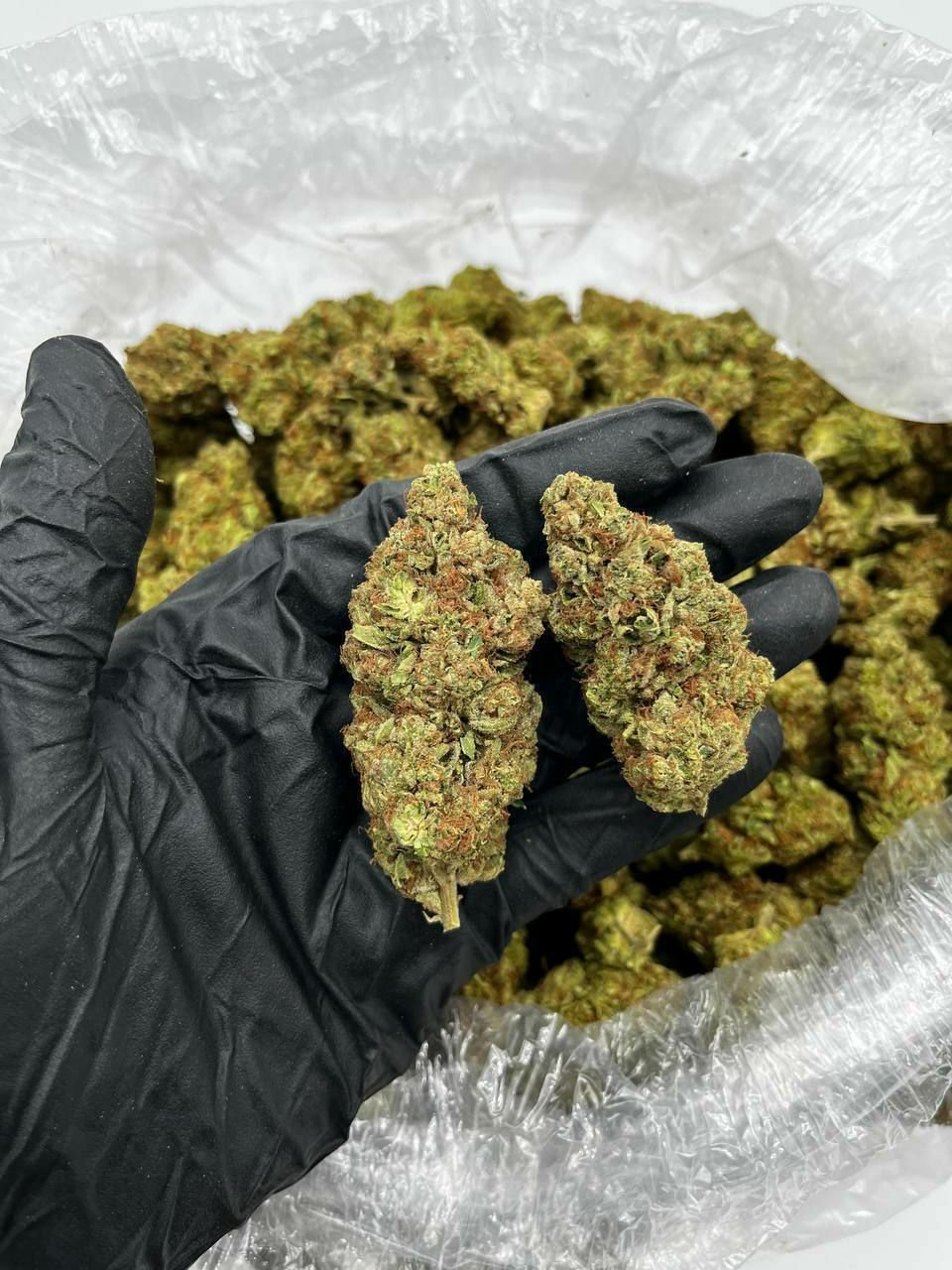 buy cannabis strains online, weed strains for sale online, premium cannabis strains TRĒ House, indica cannabis strains menu, sativa cannabis strains selection, hybrid cannabis strains collection, buy indica weed online, buy sativa weed online, buy hybrid cannabis strains online, best cannabis strains online, top weed strains for sale, TRĒ House cannabis menu, cannabis flower strains online, high quality weed strains, popular cannabis strains online, Northern Lights cannabis strain, Gelato Cake weed strain, GMO Cookies cannabis strain, Skywalker OG weed strain, White Tahoe Cookies strain, 9lb Hammer cannabis strain, Wedding Cake weed strain, Granddaddy Purp cannabis strain, Hindu Kush weed strain, Critical Kush cannabis strain, Pineapple Express weed strain, Purple Haze cannabis strain, Jack Herer weed strain, Durban Poison cannabis strain, Strawberry Cough weed strain, Sour Diesel cannabis strain, Green Crack weed strain, Super Silver Haze cannabis strain, Amnesia Haze weed strain, Lemon Haze cannabis strain, Trainwreck weed strain, Tangerine Dream cannabis strain, Runtz cannabis strain, Candyland weed strain, Gorilla Glue cannabis strain, Cherry Pie weed strain, Oreoz cannabis strain, Sundae Driver weed strain, Slurricane cannabis strain, Gushers cannabis strain, Mimosa cannabis strain, Skunk #1 weed strain, Permanent Marker cannabis strain, Bruce Banner #3 weed strain, Blue Gelato 41 cannabis strain, White Widow weed strain, OG Kush cannabis strain, Chiquita Banana weed strain, Orange Sherbet cannabis strain, premium weed menu online, buy weed strains online TRĒ House, cannabis products for sale online, shop cannabis strains online, best indica strains online, best sativa strains online, best hybrid cannabis strains online, top cannabis products online, high demand weed strains, buy cannabis flower online, cannabis strains collection TRĒ House, legal cannabis products online, trusted cannabis store online, cannabis strain variety online, buy premium weed online, cannabis strains marketplace, weed strains catalog online, buy top weed strains online, online cannabis shop TRĒ House, cannabis strains selection online, premium cannabis flower selection, buy cannabis products TRĒ House, best weed strains for beginners, high quality cannabis flower online, cannabis strains ecommerce store,