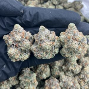 TRĒ House USA premium cannabis flower, TRĒ House USA exotic cannabis strains, TRĒ House USA indoor weed strains, buy cannabis online TRĒ House USA, TRĒ House USA dispensary online USA, TRĒ House USA weed delivery USA, TRĒ House USA discreet cannabis shipping, TRĒ House USA bulk weed deals, TRĒ House USA ounce weed deals, TRĒ House USA pound cannabis deals, TRĒ House USA indica cannabis strains, TRĒ House USA sativa cannabis strains, TRĒ House USA hybrid cannabis strains, TRĒ House USA OG Kush cannabis, TRĒ House USA Gelato cannabis strain, TRĒ House USA Pineapple Express weed, TRĒ House USA Northern Lights strain, TRĒ House USA Sour Diesel strain, TRĒ House USA Gorilla Glue cannabis, TRĒ House USA Diamond OG strain, TRĒ House USA Gas OG cannabis, TRĒ House USA Gary Payton strain, TRĒ House USA Bubblegum cannabis strain, TRĒ House USA Tangerine Dream strain, TRĒ House USA Strawberry Cake strain, TRĒ House USA BlackBerry Gelato strain, TRĒ House USA premium weed buds, TRĒ House USA high potency cannabis, TRĒ House USA top shelf marijuana, TRĒ House USA lab tested weed, TRĒ House USA organic cannabis products, TRĒ House USA THC vape cartridges, TRĒ House USA disposable weed vapes, TRĒ House USA live resin vape carts, TRĒ House USA delta 8 vape cartridges, TRĒ House USA delta 9 THC vapes, TRĒ House USA cannabis vape pens, TRĒ House USA THC gummies, TRĒ House USA cannabis edibles gummies, TRĒ House USA infused edibles, TRĒ House USA THC chocolate edibles, TRĒ House USA cannabis concentrates, TRĒ House USA wax dabs, TRĒ House USA shatter concentrates, TRĒ House USA live resin concentrates, TRĒ House USA rosin cannabis extract, TRĒ House USA CBD products, TRĒ House USA CBD oil tinctures, TRĒ House USA CBD gummies, TRĒ House USA hemp derived THC products, TRĒ House USA cannabis pre rolls, TRĒ House USA infused pre rolls, TRĒ House USA moonrocks cannabis, TRĒ House USA cannabis accessories, TRĒ House USA rolling papers, TRĒ House USA weed grinders, TRĒ House USA glass bongs, TRĒ House USA weed pipes, TRĒ House USA cannabis lifestyle products, TRĒ House USA premium cannabis packaging, TRĒ House USA weed jars packaging, TRĒ House USA cannabis product range, TRĒ House USA online weed shop USA, TRĒ House USA best cannabis online store, TRĒ House USA trusted weed supplier USA, TRĒ House USA affordable cannabis products, TRĒ House USA high quality marijuana USA, TRĒ House USA fast weed shipping USA, TRĒ House USA discreet weed packaging USA, TRĒ House USA cannabis deals online USA, TRĒ House USA buy THC products online USA, White Widow strain TRĒ House premium cannabis flower, buy White Widow strain online TRĒ House, TRĒ House White Widow weed strain for sale, premium hybrid cannabis White Widow TRĒ House, White Widow cannabis flower high quality TRĒ House, order White Widow weed online TRĒ House, White Widow strain top cannabis product TRĒ House, buy premium weed strain White Widow TRĒ House, White Widow cannabis buds close up TRĒ House, White Widow hybrid weed strain online TRĒ House, best White Widow strain to buy TRĒ House, White Widow strain online cannabis shop TRĒ House, White Widow premium weed flower TRĒ House, buy hybrid cannabis White Widow online TRĒ House, White Widow strain for sale online TRĒ House, White Widow cannabis product listing TRĒ House, White Widow strain high demand weed TRĒ House, White Widow premium cannabis selection TRĒ House, White Widow strain ecommerce product TRĒ House, White Widow cannabis flower for buyers TRĒ House, White Widow strain top weed strain online TRĒ House, White Widow hybrid cannabis product page TRĒ House, White Widow cannabis strain shop online TRĒ House, White Widow weed strain popular choice TRĒ House, White Widow premium weed strain for sale TRĒ House, White Widow cannabis buds detailed view TRĒ House, White Widow hybrid strain buy online TRĒ House, White Widow weed strain product image TRĒ House, White Widow cannabis strain listing online TRĒ House, White Widow premium cannabis flower shop TRĒ House, White Widow strain trusted weed product TRĒ House, White Widow cannabis flower high demand TRĒ House, White Widow hybrid weed strain premium TRĒ House, White Widow cannabis strain buy now TRĒ House, White Widow weed strain ecommerce listing TRĒ House, White Widow premium cannabis buds online TRĒ House, White Widow hybrid cannabis strain top rated TRĒ House, White Widow cannabis flower online store TRĒ House, White Widow weed strain product showcase TRĒ House, White Widow cannabis strain best seller TRĒ House, White Widow premium weed online shop TRĒ House, White Widow hybrid cannabis buds for sale TRĒ House, White Widow cannabis strain order online TRĒ House, White Widow weed strain top demand product TRĒ House, White Widow premium cannabis flower listing TRĒ House, White Widow hybrid strain popular weed TRĒ House, White Widow cannabis buds online purchase TRĒ House, White Widow weed strain high quality flower TRĒ House, White Widow cannabis product premium listing TRĒ House, White Widow hybrid weed strain best seller TRĒ House, White Widow cannabis flower shop online TRĒ House, White Widow premium weed strain ecommerce TRĒ House, White Widow cannabis strain product display TRĒ House, White Widow hybrid weed strain for buyers TRĒ House, White Widow cannabis buds premium quality TRĒ House, White Widow strain cannabis online store TRĒ House, White Widow weed strain product catalog TRĒ House, White Widow cannabis strain purchase online TRĒ House, White Widow premium hybrid weed strain TRĒ House, White Widow cannabis flower top selection TRĒ House, White Widow weed strain strong demand TRĒ House, White Widow cannabis product online shop TRĒ House, White Widow hybrid cannabis strain listing TRĒ House, White Widow weed strain premium product page TRĒ House, White Widow cannabis buds online shop TRĒ House, White Widow strain high quality cannabis TRĒ House, White Widow weed strain online purchase TRĒ House, White Widow cannabis flower product image TRĒ House, White Widow premium cannabis strain listing TRĒ House, White Widow hybrid weed strain top choice TRĒ House, White Widow cannabis buds ecommerce store TRĒ House, White Widow weed strain trusted product TRĒ House, White Widow cannabis strain premium quality TRĒ House, White Widow hybrid weed strain online store TRĒ House, buy cannabis strains online, weed strains for sale online, premium cannabis strains TRĒ House, indica cannabis strains menu, sativa cannabis strains selection, hybrid cannabis strains collection, buy indica weed online, buy sativa weed online, buy hybrid cannabis strains online, best cannabis strains online, top weed strains for sale, TRĒ House cannabis menu, cannabis flower strains online, high quality weed strains, popular cannabis strains online, Northern Lights cannabis strain, Gelato Cake weed strain, GMO Cookies cannabis strain, Skywalker OG weed strain, White Tahoe Cookies strain, 9lb Hammer cannabis strain, Wedding Cake weed strain, Granddaddy Purp cannabis strain, Hindu Kush weed strain, Critical Kush cannabis strain, Pineapple Express weed strain, Purple Haze cannabis strain, Jack Herer weed strain, Durban Poison cannabis strain, Strawberry Cough weed strain, Sour Diesel cannabis strain, Green Crack weed strain, Super Silver Haze cannabis strain, Amnesia Haze weed strain, Lemon Haze cannabis strain, Trainwreck weed strain, Tangerine Dream cannabis strain, Runtz cannabis strain, Candyland weed strain, Gorilla Glue cannabis strain, Cherry Pie weed strain, Oreoz cannabis strain, Sundae Driver weed strain, Slurricane cannabis strain, Gushers cannabis strain, Mimosa cannabis strain, Skunk #1 weed strain, Permanent Marker cannabis strain, Bruce Banner #3 weed strain, Blue Gelato 41 cannabis strain, White Widow weed strain, OG Kush cannabis strain, Chiquita Banana weed strain, Orange Sherbet cannabis strain, premium weed menu online, buy weed strains online TRĒ House, cannabis products for sale online, shop cannabis strains online, best indica strains online, best sativa strains online, best hybrid cannabis strains online, top cannabis products online, high demand weed strains, buy cannabis flower online, cannabis strains collection TRĒ House, legal cannabis products online, trusted cannabis store online, cannabis strain variety online, buy premium weed online, cannabis strains marketplace, weed strains catalog online, buy top weed strains online, online cannabis shop TRĒ House, cannabis strains selection online, premium cannabis flower selection, buy cannabis products TRĒ House, best weed strains for beginners, high quality cannabis flower online, cannabis strains ecommerce store,