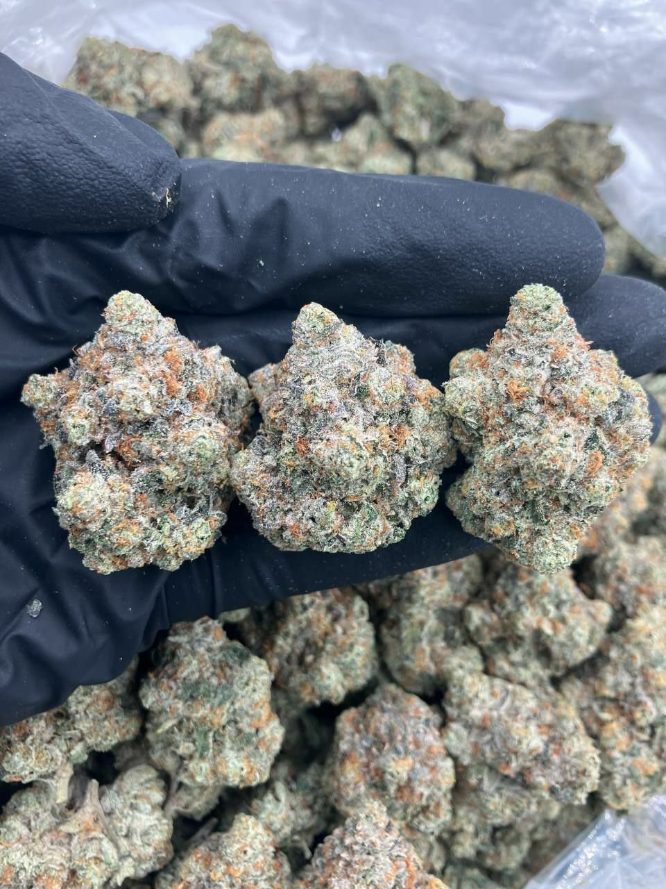 buy cannabis strains online, weed strains for sale online, premium cannabis strains TRĒ House, indica cannabis strains menu, sativa cannabis strains selection, hybrid cannabis strains collection, buy indica weed online, buy sativa weed online, buy hybrid cannabis strains online, best cannabis strains online, top weed strains for sale, TRĒ House cannabis menu, cannabis flower strains online, high quality weed strains, popular cannabis strains online, Northern Lights cannabis strain, Gelato Cake weed strain, GMO Cookies cannabis strain, Skywalker OG weed strain, White Tahoe Cookies strain, 9lb Hammer cannabis strain, Wedding Cake weed strain, Granddaddy Purp cannabis strain, Hindu Kush weed strain, Critical Kush cannabis strain, Pineapple Express weed strain, Purple Haze cannabis strain, Jack Herer weed strain, Durban Poison cannabis strain, Strawberry Cough weed strain, Sour Diesel cannabis strain, Green Crack weed strain, Super Silver Haze cannabis strain, Amnesia Haze weed strain, Lemon Haze cannabis strain, Trainwreck weed strain, Tangerine Dream cannabis strain, Runtz cannabis strain, Candyland weed strain, Gorilla Glue cannabis strain, Cherry Pie weed strain, Oreoz cannabis strain, Sundae Driver weed strain, Slurricane cannabis strain, Gushers cannabis strain, Mimosa cannabis strain, Skunk #1 weed strain, Permanent Marker cannabis strain, Bruce Banner #3 weed strain, Blue Gelato 41 cannabis strain, White Widow weed strain, OG Kush cannabis strain, Chiquita Banana weed strain, Orange Sherbet cannabis strain, premium weed menu online, buy weed strains online TRĒ House, cannabis products for sale online, shop cannabis strains online, best indica strains online, best sativa strains online, best hybrid cannabis strains online, top cannabis products online, high demand weed strains, buy cannabis flower online, cannabis strains collection TRĒ House, legal cannabis products online, trusted cannabis store online, cannabis strain variety online, buy premium weed online, cannabis strains marketplace, weed strains catalog online, buy top weed strains online, online cannabis shop TRĒ House, cannabis strains selection online, premium cannabis flower selection, buy cannabis products TRĒ House, best weed strains for beginners, high quality cannabis flower online, cannabis strains ecommerce store,